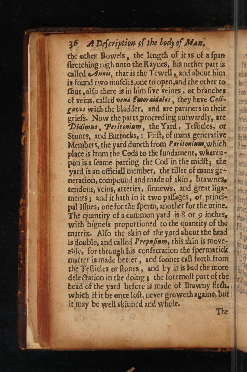 of Man, the ether Bowels, the length of ic as of a fpan ftretching nigh unto the Raynes, his nether parc is called e4nns, thatis the Tewell, and about him is found ewo mufcles one to open,and che other to fhut ,alfo there is in him five veines, or branches of veins, called vena Emsoratdales., they have Colt- gaves withthe bladder, and are partners in their griefs. Now the parts proceeding outwardly, are Didimus , Peritoniam, the Yard, Tefticles, ot Members, the yard dureth from Perstonixm,which place is from the Cods to the fundament, whertu- ponisa feame parting the Cod in the midft;. che yard is an officiall member, the tiller of mans ge~ neration, compound and made of skin, brawnes, tendons, veins, arteries, finnews. and great liga- ments; and it hath in ic two paflages, et princi pal Iffues, one for the fperm, another for the urine. The quantity of acommon yard 1s 8 or 9 inches, with bignefs proportioned co the quantity of the matrix: Alfo the skin of the yard abont the head is double, and called Prepafam, this skin is move- able, for through his confecration the fpermatick matter ismade betrer, and fooner caft forth from the Teflicles or ftenes , and by iris had the more dele tation in the doing 5 the foremoft part of the head of the yard before is made of Brawny fledh, it may be well skinncd and whole. 45: e