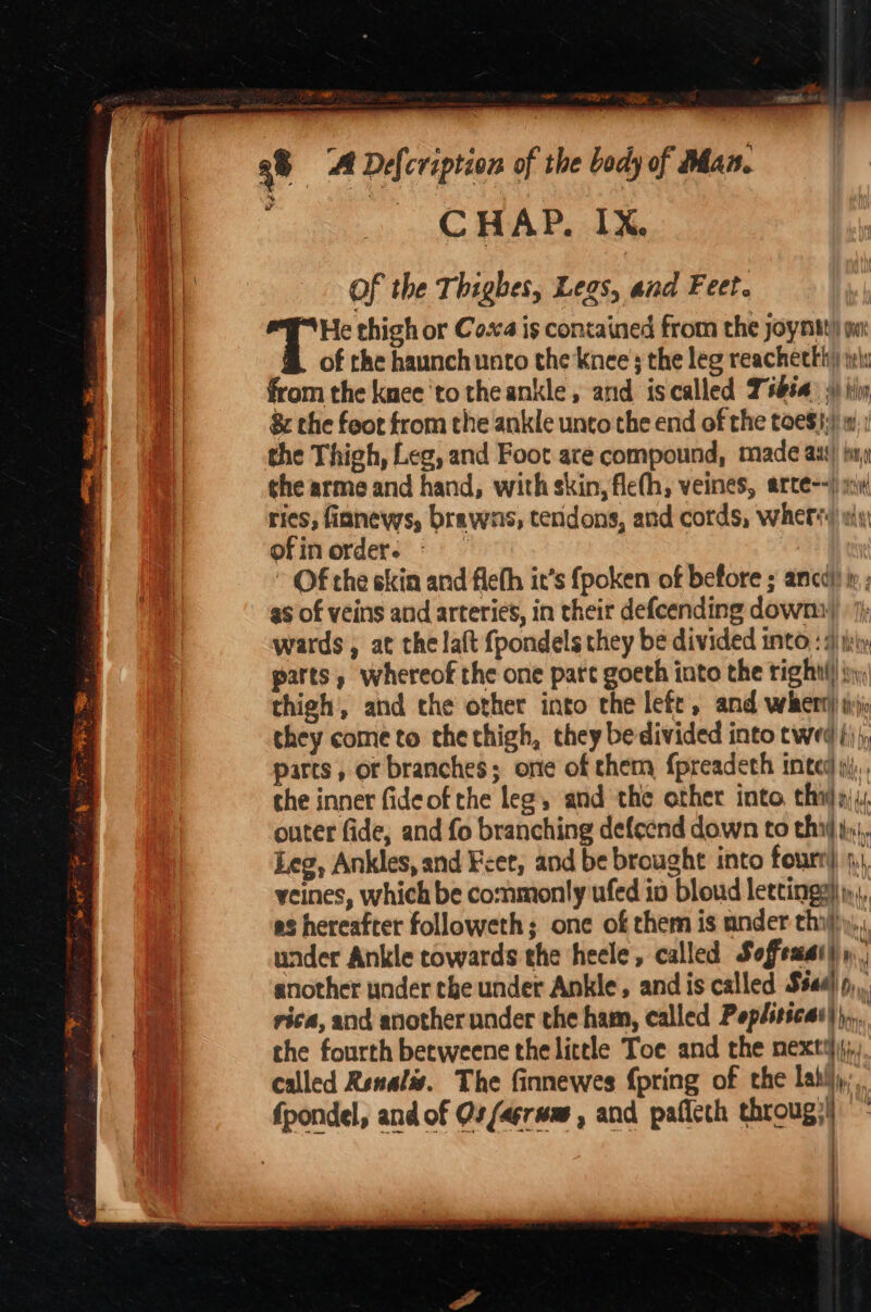 pier Ale es  oil way Ware Cg. a | 38 A Defcription of the body of Man. CHAP. IX. Of the Thighes, Legs, and Feet. a i thigh or Coxa is contained from the yoystt) wu of the haunch unto the Knee 3 the leg reacheekh) tek from the knee ‘to theankle, and iscalled Tsbsa: 3 iy 8 the feot from the ankle unto the end of the toes}: wu: the Thigh, Leg, and Foot ate compound, made aut) fin the arme and hand, with skin, fle(h, veines, arte--) i ries, fianews, brawans, tendons, and cords, wher*) «i, ofin order. » Of the skin and fleth it’s fpoken of before ; ancd)) i; as of veins and arteries, in their defcending down) | wards, at the laft {pondels they be divided into : 4) iy parts, whereof the one part goeth into the tight\) iyy thigh, and the other into the lefe, and whet) ij they come to thethigh, they bedivided into twed ()) parts, or branches; ome of chem f{preadeth inced pl). che inner fideof the leg, and the other into thal a), outer fide, and fo branching defeend down to thiy tx, Leg, Ankles, and Feet, and be brought into fourr) 4, veines, which be commonly ufed io bloud letting3}) i), as hereafter followeth; one of them is ander thi), under Ankle cowards the heele, called Soffemat) another under che under Ankle, andis called Ssaaj'p,,. rica, and another under the ham, called Pepliticas)),... the fourth becweene the little Toe and the nextt};, called Renal. The finnewes {pring of the lati, fpondel, and of Os/arrwm , and paficth throug:) i