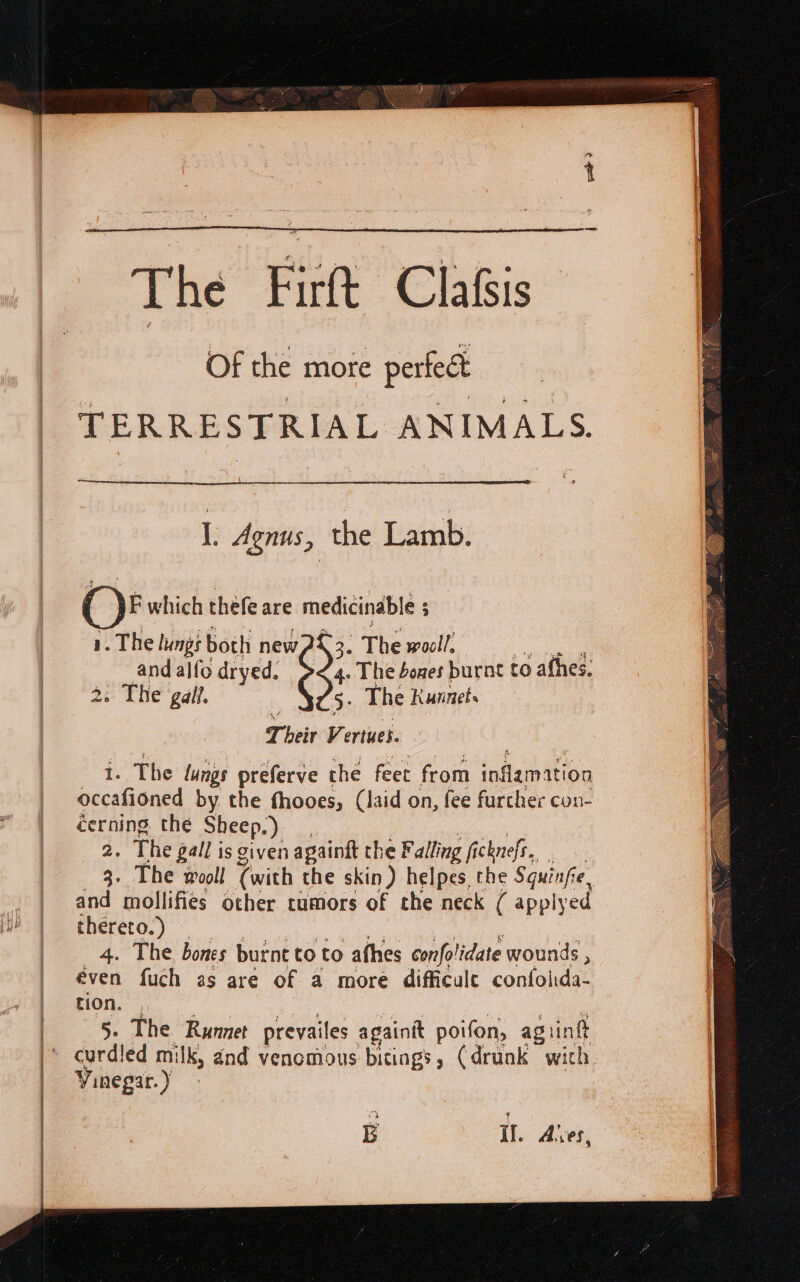 The Firft Clafsis Of the more perfeét TERRESTRIAL ANIMALS. I. Agnus, the Lamb. OF which thefe are medicinable ; 1. The lungt both ee | The wooll. and alfo dryed 4. The bones burnt to afhes. - The gall. The Kunnets T beir Vi ertues. i. The lungs preferve the feet from inflam ation occafioned by the fhooes, (laid on, fee furcher con- cerning the Sheep.) 2. The gall is given againft the! Falling fi chefs. 3. The wooll (with the skin) helpes. the Squinfie, | and mollifies other cumors of the neck ( applyed | thereto.) — | 4. The bones burne to to afhes confolidate wounds , | even fuch as are of a more difficule confolda- | tion, | 5. The Runnet prevailes againit poifon, ag inf |* curdied milk, and venomous bitings, (drunk wich Vinegar.)