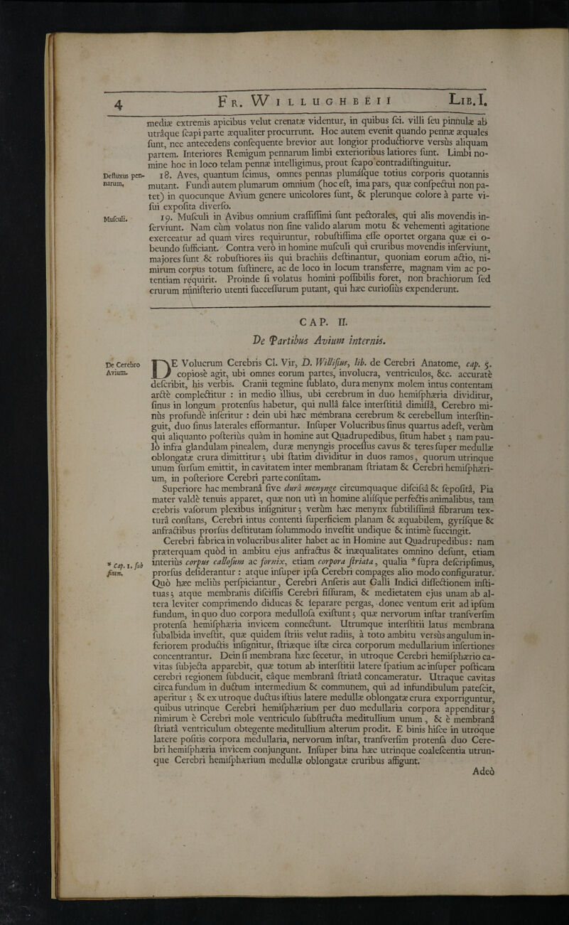 media? extremis apicibus velut crenara videntur, in quibus fci. villi feu pinnule ab unique fcapi parte a?qualiter procurrunt. Hoc autem evenit quando penna? aquales funt, nec antecedens confequente brevior aut longior produdiorve versus aliquam partem. Interiores Remigum pennarum limbi exterioribus latiores funt. Limbi no¬ mine hoc in loco telam penna? intelligimus, prout fcapo contradiftinguitur. Defluxus pen- 18. Aves, quantum fcimus, omnes pennas plumafque totius corporis quotannis narum, mutant. Fundi autem plumarum omnium (hoc eft, ima pars, qua? confpedui non pa¬ tet) in quocunque Avium genere unicolores funt, St plerunque colore a parte vi- fui expolita diverfo. Mufculi. 19· Mufculi in Avibus omnium craflifiimi funt pedorales, qui alis movendis in- ferviunt. Nam cum volatus non fine valido alarum motu St vehementi agitatione exerceatur ad quam vires requiruntur, robuftiffima eife oportet organa qua? ei o- beundo iufficiant. Contra vero in homine mufculi qui cruribus movendis inferviunt, majores funt St robuftiores iis qui brachiis deftinantur, quoniam eorum adio, ni¬ mirum corpus totum fuftinere, ac de loco in locum transferre, magnam vim ac po¬ tentiam requirit. Proinde fi volatus homini poffibilis foret, non brachiorum fed crurum minifterio utenti fuccefiurum putant, qui ha?c curiofius expenderunt. - 1 ■■■■ ■■11 1 ■■■ ni· ■ 1 1· CAP. II. De Tartibu-6 Avium internis. , ,?* » f* ► >e De Cerebro Γ'ΝΕ Volucrum Cerebris Cl. Vir, D. lib. de Cerebri Anatome, cap. 5. Avium. I J copiose agit, ubi omnes eorum partes, involucra, ventriculos, Stc. accurate deicribit, his verbis. Cranii tegmine fublato, dura menynx molem intus contentam arde compleditur : in medio illius, ubi cerebrum in duo hemiiphsria dividitur, finus in longum protenfus habetur, qui nulla falce interftitid dimifta, Cerebro mi¬ nus profunde inferitur : dein ubi hxc membrana cerebrum St cerebellum interftin- guit, duo finus laterales efformantur. Iniuper Volucribus finus quartus adeft, verum qui aliquanto pofterius quam in homine aut Quadrupedibus, fitum habet 5 nam pau¬ lo infra glandulam pinealem, dura menyngis proceflus cavus St teres fuper medulla oblongara crura dimittitur 3 ubi ftatim dividitur in duos ramos, quorum utrinque unum iurfum emittit, in cavitatem inter membranam ftriatam St Cerebri hemiiplrari- um, in pofteriore Cerebri parte confitam. Superiore hac membrana five dura menynge circumquaque difcifsa St fepofita, Pia mater valde tenuis apparet, qua? non uti in homine aliifque perfedis animalibus, tam crebris vaforum plexibus infignitur 3 verum ha?c menynx fubtilifiima fibrarum tex¬ tura conftans, Cerebri intus contenti iuperficiem planam St aequabilem, gyrifque St anfractibus prorilis deftitutam folummodo inveftit undique St intime iuccingit. Cerebri fabrica in volucribus aliter habet ac in Homine aut Quadrupedibus: nam praterquam quod in ambitu ejus anfradus St inaequalitates omnino defunt, etiam *Cdp.i.fub intei'ius corpus callojum ac fornix, etiam corpora jlriata, qualia * fupra deicripfimus, fium. * prorfus defiderantur : atque infuper ipfa Cerebri compages alio modo configuratur. Quo ha?c melius perfpiciantur, Cerebri Anferis aut Galli Indici diifedionem infti- tuas 3 atque membranis difeiffis Cerebri fifluram, St medietatem ejus unam ab al¬ tera leviter comprimendo diducas St leparare pergas, donec ventum erit ad ipfiim fundum, in quo duo corpora medullofa exiftunt 3 qua? nervorum inftar tranfverfim protenia hemifpha?ria invicem connedunt. Utrumque interftitii latus membrana fubalbida inveftit, quae quidem ftriis velut radiis, a toto ambitu versus angulum in¬ feriorem produdis infignitur, ftria?que ifta? circa corporum medullarium infertiones concentrantur. Dein fi membrana ha?c fecetur, in utroque Cerebri hemifphxrio ca¬ vitas fubjeda apparebit, qua? totum ab interftitii latere fpatium ac iniuper pofticara cerebri regionem fubducit, eaque membrana ftriatd concameratur. Utraque cavitas circa fundum in dudum intermedium St communem, qui ad infundibulum pateicit, aperitur 3 St ex utroque dudus iftius latere medullae oblongara crura exporriguntur, quibus utrinque Cerebri hemiipha?rium per duo medullaria corpora appenditur, nimirum e Cerebri mole ventriculo fubftruda meditullium unum, St e membrana ftriata ventriculum obtegente meditullium alterum prodit. E binis hiice in utroque latere politis corpora medullaria, nervorum inftar, tranfverfim protenia duo Cere¬ bri hemifphaeria invicem conjungunt. Infuper bina ha?c utrinque coalefcentia utrun- que Cerebri hemifphierium medulla? oblongara cruribus affigunt. Adeo