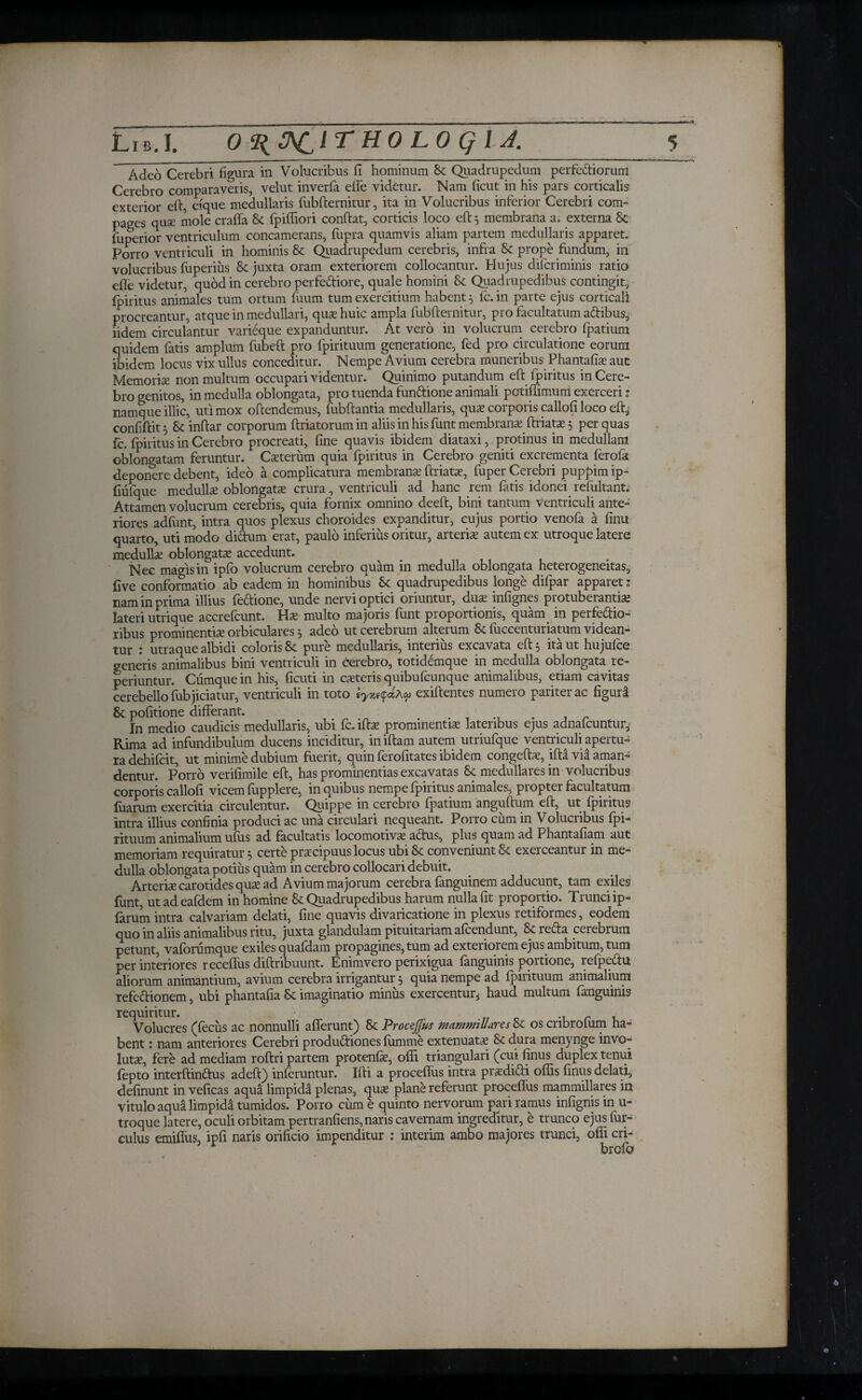 Adeo Cerebri figura in Volucribus 11 hominum St Quadrupedum perfectiorum Cerebro comparaveris, velut inverfa ede videtur. Nam ficut in his pars corticalis exterior eft, eique medullans fubfternitur, ita in Volucribus inferior Cerebri com¬ pages quas mole craila Sc fpiihori condat, corticis loco eft 5 membrana a. externa St fuperior ventriculum concamerans, fupra quamvis aliam partem medullaris apparet. Porro ventriculi in hominis 8c Quadrupedum cerebris, infra St prope fundum, in volucribus fuperius 8c juxta oram exteriorem collocantur. Hujus difcriminis ratio efle videtur, quod in cerebro perfediore, quale homini Sc Quadrupedibus contingit, ipiritus animales tum ortum fuum tum exercitium habent 5 fc. in parte ejus corticali procreantur, atque in medullari, quas huic ampla fubfternitur, pro facultatum adibus, iidem circulantur varieque expanduntur. At vero in volucrum cerebro ipatium quidem fatis amplum fubeft pro fpirituum generatione, fed pro circulatione eorum ibidem locus vix ullus conceditur. Nempe Avium cerebra muneribus Phantafia? aut Memoriae non multum occupari videntur. Quinimo putandum eft fpiritus in Cere¬ bro genitos, in medulla oblongata, pro tuenda fundione animali pctiflimum exerceri: namque illic, uti mox oftendemus, fubftantia medullaris, quae corporis callofi loco eft, confiftit 5 Sc inftar corporum ftriatorumin aliis in his funt membranae ftriatas 5 per quas fc. fpiritus in Cerebro procreati, fine quavis ibidem diataxi, protinus in medullam oblongatam feruntur. Casterum quia fpiritus in Cerebro geniti excrementa ferofa deponere debent* ideo a complicatura membranae ftriatae, fuper Cerebri puppim ip- imique medullae oblongatae crura, ventriculi ad hanc rem fatis idonei refultant; Attamen volucrum cerebris, quia fornix omnino deeft, bini tantum ventriculi ante¬ riores adfunt, intra quos plexus choroides expanditur, cujus portio venofa a finu quarto, uti modo dictum erat, paulo inferius oritur, arteriae autem ex utroque latere medullae oblongatae accedunt. Nee magis in ipfo volucrum cerebro quam in medulla oblongata heterogeneitas, five conformatio ab eadem in hominibus Sc quadrupedibus longe difpar apparet · nam in prima illius fedione, unde nervi optici oriuntur, duae infignes protuberandae lateri utrique accrefcunt. Hae multo majoris funt proportionis, quam in perfectio¬ ribus prominentiae orbiculares 3 adeo ut cerebrum alterum & fuccenturiatum videan¬ tur : utraque albidi coloris St pure medullaris, interius excavata eft; ita ut hujuice generis animalibus bini ventriculi in cerebro, totidemque in medulla oblongata re- periuntur. Cfimquein his, ficuti in caeteris quibufcunque animalibus, etiam cavitas cerebello fubjiciatur, ventriculi in toto exiftentes numero pariter ac figuri Sc politione differant. > . In medio caudicis medullaris, ubi fc. iftse prominentiae lateribus ejus adnafcuntur. Rima ad infundibulum ducens inciditur, iniftam autem utriufque ventriculi apertu¬ ra dehifcit, ut minime dubium fuerit, quin ferofitates ibidem congeftae, ifta via aman¬ dentur. Porro verifimile eft, has prominentias excavatas Sc medullares in volucribus corporis callofi vicem iupplere, in quibus nempe fpiritus animales, propter facultatum iuarum exercitia circulentur. Quippe in cerebro ipatium anguftum eft, ut fpiritus intra illius confinia produci ac una circulari nequeant. Porro cum in Volucribus fpi¬ rituum animalium ufus ad facultatis locomotivas actus, plus quam ad Phantafiam aut memoriam requiratur; certe prascipuus locus ubi & conveniunt St exerceantur in me¬ dulla oblongata potius quam in cerebro collocari debuit. Arterfie carotides quas ad Avium majorum cerebra fanguinem adducunt, tam exiles funt, utadeafdem in homine St Quadrupedibus harum nulla fit proportio. Trunci ip- iarum intra calvariam delati, fine quavis divaricatione in plexus retiformes, eodem quo in aliis animalibus ritu, juxta glandulam pituitariam afcendunt, Sc reda cerebrum petunt, vaforumque exiles quafdam propagines, tum ad exteriorem ejus ambitum, tum per interiores receffus diftribuunt. Enimvero perixigua fanguinis portione, refpedu aliorum animantium, avium cerebra irrigantur; quia nempe ad fpirituum animalium refedionem, ubi phantafia St imaginatio minus exercentur, haud multum fanguinis requiritur. ., r . Volucres (fecus ac nonnulli afferunt) St Procejjus Mammillares St os cribrolum ha¬ bent : nam anteriores Cerebri produdiones iumme extenuatas St dura menynge invo¬ lutae, fere ad mediam roftri partem protenfas, ofii triangulari (Tui finus duplex tenui iepto interftindus adeft) inferuntur. Ifti a proceflus intra prasdidi offis finus delati, definunt inveficas aqua limpida plenas, quae plane referunt proceflus mammillares in vitulo aqua limpida tumidos. Porro cum e quinto nervorum pari ramus infignis in u- troque latere, oculi orbitam pertranfiens, naris cavernam ingreditur, e trunco ejus fur- culus emiffus, ipfi naris orificio impenditur : interim ambo majores trunci, oifi cri- ■ KrnirY