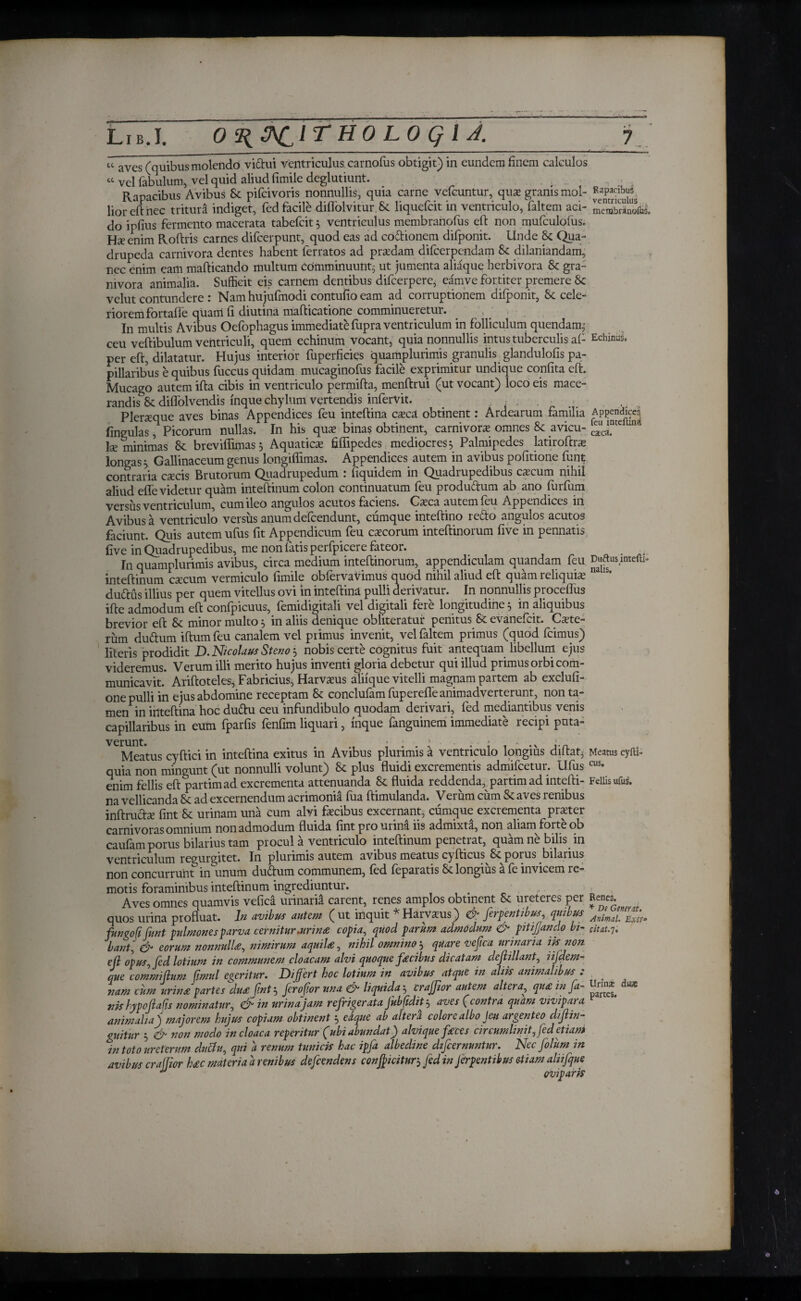cc aves (quibus molendo viriui ventriculus carnofus obtigit) in eundem finem calculos “ vel fabulum, vel quid aliud fimile deghitiunt. , . Rapacibus Avibus Se pifcivoris nonnullis, quia carne vefcuntur, quse granis mol- lior cftnec tritura indiget, fed facile diffolvitur.& liquefcit in ventriculo, faltem aci- SeS&s. do ipfius fermento macerata tabefcit j ventriculus membranoius eft non muiculofus. H^e enim Roftris carnes difcerpunt, quod eas ad coitionem difponit. Unde Se Qua¬ drupeda carnivora dentes habent ferratos ad prodam difcerpcndam Se dilaniandam, nec enim eam maiticando multum comminuunt.; ut jumenta aliaque herbivora Se gra- mvora animalia. Sufficit eis carnem dentibus difcerpere, eamve fortiter premere Se velut contundere : Nam hujufmodi contufio eam ad corruptionem diiponit, 8e cele¬ riorem fortafle quam fi diutina mafticatione comminueretur. In multis Avibus Oefophagus immediate fupra ventriculum in folliculum quendam,- ceu veftibulum ventriculi, quem echinum vocant, quia nonnullis intus tuberculis ai- Echini, per eft, dilatatur. Hujus interior fuperficies quamplurimis granulis glandulofis pa¬ pillaribus e quibus fiiccus qUidam mueaginofus facile exprimitur undique confita cft. Mucago autem ifta cibis in ventriculo permifta, menftrui (ut vocant) loco eis mace¬ randis Sc diflolvendis inque chylum vertendis infervit. . . Pleraque aves binas Appendices feu inteftina raca obtinent: Ardearum familia Appendices fingulas, Picorum nullas. In his quas binas obtinent, carnivora omnes Sc avicu- ina Ise minimas Se breviffimas 3 Aquatira fiffipedes mediocres j Palmipedes latiroftra longas > Gallinaceum genus longiffimas. Appendices autem in avibus politione funt contraria racis Brutorum Quadrupedum : fiquidem in Quadrupedibus cascum nihil aliud effe videtur quam inteftinum colon continuatum feu productum ab ano (urium versus ventriculum, cum ileo angulos acutos faciens. Casca autem feu Appendices in Avibus a ventriculo versus anum defeendunt, cumque inteftino redo angulos acutos faciunt. Quis autem ufus fit Appendicum feu cascorum inteftinorum five in pennatis five in Quadrupedibus, me non fatis perfpicere fateor. In quamplurimis avibus, circa medium inteftinorum, appendiculam quandam feu ^us-ltltefti’ inteftinum cascum vermiculo fimile obiervaVimus quod nihil aliud eft quam reliquias na 1S’ dudms illius per quem vitellus ovi in inteftina pulli derivatur. In nonnullis proceffus ifte admodum eft confpicuus, femidigitali vel digitali fere longitudine 3 in aliquibus brevior eft 8c minor multo, in aliis denique obliteratur penitus Si evanefeit. Caste- rum durium iftum feu canalem vel primus invenit, vel faltem primus (quod (cimus) literis prodidit D. Nicolaus Stenoj nobis certe cognitus fuit antequam libellum ejus videremus. Verum illi merito hujus inventi gloria debetur qui illud primus orbi com¬ municavit. Ariftoteles, Fabricius, Harvasus aliique vitelli magnam partem ab excluli- one pulli in ejus abdomine receptam & conclufam fuperefle animadverterunt, non ta¬ men in inteftina hoc duriu ceu infundibulo quodam derivari, fed mediantibus venis capillaribus in eum fparfis fenfim liquari, inque fanguinem immediate recipi puta¬ verunt. * ’ Meatus cyftici in inteftina exitus in Avibus plurimis a ventriculo longius diftat* Meatus cyfti- quia non mingunt (ut nonnulli volunt) & plus fluidi excrementis admifeetur. Ufus cus· enim fellis eft partimad excrementa attenuanda & fluida reddenda,, partim ad intefti- FeUisufus. na vellicanda Si ad excernendum acrimonia fua ftimulanda. Verum cum Si aves renibus inftrucfe fint Si urinam una cum alvi fecibus excernant, cumque excrementa prater carnivoras omnium non admodum fluida fint pro urina iis admixta, non aliam forte ob caufam porus bilarius tam procul a ventriculo inteftinum penetrat, quam ne bilis in icufum regurgitet. In plurimis autem avibus meatus cyfticus & porus bilarius non concurrunt in unum durium communem, fed feparatis & longius a fe invicem re¬ motis foraminibus inteftinum ingrediuntur. . Aves omnes quamvis vefica urinarii carent, renes amplos obtinent & ureteres per Renes, quos urina profluat. In avibus autem ( ut inquit * Harvaus) & ferientibus quibus fungo fifant pulmones parva cernitur eurina copia, quod parum admodum & pitijjando bi- citat.η. bant* & eorum nonnulla, nimirum aquila, nihil omninoquare vefica urinaria iis non eft opus, fed lotium in communem cloacam alvi quoque fecibus dicatam deft 7 liant, iifdem- tue commiftum fimul egeritur. Differt hoc lotium in avibus atque in aliis animalibus : nam cum urina partes dua fint j ferofior una & liquida ·, craffor autem altera, qua in fa- u,? nis hypoftafjs nominatur, in urinajam refrigerata Jubfidit 5 aves (contra quam vivipara animalia j majorem hujus copiam obtinent 5 edque ab altera colore albo Jeu argenteo diftin- guitur 5 & non modo in cloaca reperitur (ubi abundat) alvique feces circumlinit, fed etiam in toto ureterum dutiu, qui a renum tunicis hac ipfa albedine difeernuntur. Nec filum in avibus crajjior hac materia a renibus defendens conficitur3 fed in frpentibus etiam aliifque ^ oviparis