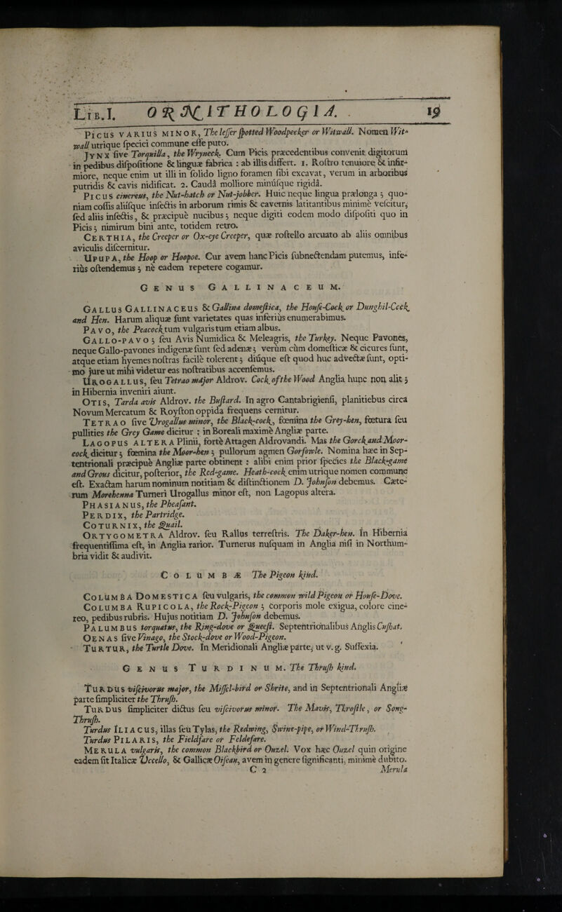 Lib.I. OilACITHOLOQlJ. . l<? - --- ■■ I 1,1 iiwan—I ·ι Picus VARIUS MINOR, The lejjer Jjotted Woodpecker or WUvpoU. Noraen Wit* wall utrique fpeciei commune efife puto. Jynx five Torqmlla, the Wryneck Cum Picis precedent ibus convenit digitorum in pedibus difpofitione & lingua? fabrica : ab illis differt, i. Pvoftro tenuiore St infir¬ miore, neque enim ut illi in folido ligno foramen fibi excavat, verum in arhoribus putridis Sc cavis nidificat. 2. Caudi molliore minfifque rigida. Picus cinereus, the Nut-hatch or Nut-jobber. Huic neque lingua pradonga 5 quo¬ niam coifis aliifque infedis in arborum rimis & cavernis latitantibus minime Vefcitur, fed aliis infedis, Sc praecipue nucibus 5 neque digiti eodem modo difpofiti quo in Picis j nimirum bini ante, totidem retro. Ce R THIA, the Creeper or Ox-eye Creeper, qua; roftello arcuato ab alns omnibus aviculis difeernitur. . . ’ _ . . „ Upupa,the Hoop or Hoopoe. Cur avem hancPicis fubnedendam putemus, inte¬ rius oftendemus 5 ne eadem repetere cogamur. Genus Gallinaceum. Gallus Gallinaceus 8cGallina domeftica, the Houfe-Cock.or Dunghil-Ccck and Hen. Harum aliqua? funt varietates quas inferius enumerabimus. Pavo, the Peacocks um vulgaris tum etiam albus. Gallo-PAVO 5 feu Avis Numidica & Meleagris, the Turkey. Neque Pavones, neque Gallo-pavones indigena? funt fed adena? 5 verum cum domefticae Sc cicures funt, atque etiam hyemes noftras facile tolerent 5 diuque eft quod huc adveda? funt, opti¬ mo jure ut mihi videtur eas noftratibus accenfemus. Ur o g A l l u s, feu Tetrao major AldroV. Cock, of the Wood Anglia hunc non alit $ in Hibernia inveniri aiunt. Otis, Tarda avis Aldrov. the Bufiard. In agro Cantabrigienfi, plamtiebus circa Novum Mercatum 8c Royfton oppida frequens cernitur. Tetrao five Vrogallus minor, the Blackcock, femina the Grey-hen, fetura feu pullities the Grey Game dicitur : in Boreali maxime Anglia? parte. Lagopus altera Plinii, fortkAttagen Aldrovandi. Mas the GorckjindMoor- dicitur 5 femina the Moor-hen 5 pullorum agmen Gorfowle. Nomina ha?c in Sep¬ tentrionali praecipue Anglia; parte obtinent : alibi enim prior fpecies the Black-game andGrous dicitur, pofterior, the Red-game. Heath-cock, emm utrique nomen commune eft. Exadam harum nominum notitiam Sc diftindionem D. Johnfon debemus. Cete¬ rum Morehenna Turneri Urogallus minor eft, non Lagopus altera. Phasianus, the Pheafant. Perdix, the Partridge. Coturnix, the Quail. , . Qrtygometra Aldrov. feu Rallus terreftris. The Dakgr-hen. In Hibernia frequentiffima eft, in Anglia rarior. Turnerus nufquam in Anglia nifi in Northum¬ bria vidit & audivit. Columba The Pigeon kjhd. CoLUMBa DoMESTICA feu vulgaris, the common wild Pigeon or Houfe-Dove. Columba Rupicola, RockPigeon 5 Corporis mole exigua,colore cine¬ reo, pedibus rubris. Hujus notitiam D. Johnfon debemus. Palumbus torquatus, the Ring-dove or gueefi. Septentrionalibus Anglis Cvjhat* OENAS five Vinago, the Stockdove or Wood-Pigeon. Turtur, the Turtle Dove. In Meridionali Anglia?parte, ut v.g. Suffexia. Genus Turdinum. The Thruflj kind. Turdus vifdvorus major, the Mijfel-bird or Shrite, and in Septentrionali Anglic parte fimpliciter the Thrufj. Turdus fimpliciter didus ieu vifeivorus minor. The Mavis, Throfle, or $ong- Thrufh. Turdus II IA C U S, illas feuTylas, the Redwing, Swine-pipe, or Wind-Thrnf). Turdus Pilaris, the Fieldfare or Feldeftre. Merula vulgaris, the common Blackbird or Ouzel. Vox ha?c Ouzel quin origine eadem fit Italica? Occedo, Sc Gallica? 0'tfean, avem in genere fignificanti, minime dubito.