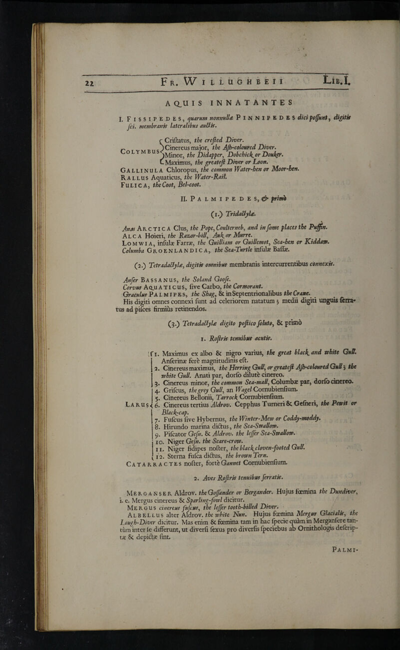 * Zl Fr. W I ILUGHBEIJ Lib. I. A Q_U IS INNATANTES I. F I s S i P E D E s, quarum nonnulla Pinnipedes did pofunt, digitk fci. membranis lateralibus auttis. rCriftatus, the crcfied Diver. p Cinereus major, the Αβ-coloured Diver. iMinor, the Didapper, Dobchick or Douhgr. C Maxii Colymbus -Maximus, the greatefi Diver or Loon. Gallinula Chloropus, the common Water-hen or Moor-hen. Rallus Aquaticus, the Water-Rail. Fulica, the Coot, Bel-coot. II. Palmipedes, & primo (l.) TridaSyU. % Anas Arctica Clus, the Pope, Conlterneb, and in fame places the Puflin. Alca Hoieri, the Razor-bill, Auk,or Murre. Lomwia, infiilae Farrs, the Guilliam or Guillemot, Sea-hen or Kiddaw. Columba Gko en LAN dica, the Sea-Turtle iniuls Bails. (2.) TetradattyU, digitis omnibus membranis intercurrentibus connexis. An fer BASSANUS, the Soland Goofe. Corvus Ao.UA TIC US, five Carbo, the Cormorant. Graculus Palmipes, the Shag, & in Septentrionalibus the Crane. . His digiti omnes connexi funt ad celeriorem natatum 3 medii digiti unguis ferra¬ tus ad pilees firmius retinendos. (3.) TetradaffyU digito pofiico foluto, & primo 1. Rofiris tenuibus acutis. fi. Maximus ex albo 8c nigro varius, the great black.and white Gull. Anlerinae fere magnitudinis eft. 2. Cinereus maximus, the Herring Gull, or greatefi Aft-coloured Gull 3 the white Gull. Anati par, dorib dilute cinereo. 3. Cinereus minor, the common Sea-mall, Columba? par, dorib cinereo. 4. Grilcus, the grey Gull, an Wagel Cornubienfium. 5. Cinereus Bellonii, Tarrock Cornubienfium. Larus <6. Cinereus tertius Aldrov. Cepphus Turneri & Geiheri, the Pewit or Blackcap. 7. Fufcus five Hybernus, the Winter-Mew or Coddy-moddy. 8- Hirundo marina dictus, the Sea-Swallow. ( c). Pileator Gefn. Sc Aldrov. the lejfer Sea-Swallow. 10. Niger Gefn. the Scare-crow. I I, Niger fidipes nofter, the blackcloven-footed Gull. 12. Sterna fulca didus, the brown Tern. Catarractes nofter, forteGannet Cornubienfium. 2. Aves Roflrk tenuibus ferratis. Merganser Aldrov. theGoffander or Bergander. Hujus foemina the Dundiver, i. e. Mergus cinereus Sc Sparling-fowl dicitur. Mergus cinereus fufcus, the lejfer tooth-billed Diver. Albellus alter Aldrov. the white Nun. Hujus foemina Mergus Glacialis, the Lough-Diver dicitur. Mas enim Sc foemina tarn in hac ipecie quam in Merganfere tan¬ tum inter ie differunt, ut diverfi fexus pro diverfis fpeciebus ab Ornithologis defcrip- tx Sc depidx lint. Palmi-