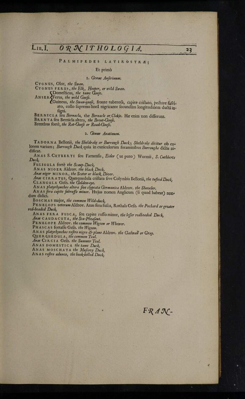 Lxb.I. Og;JV;/rHQLQg/i, Palmipedes umosui; Et prinio I. Genus Anfirinumi Cygnus, Olor, the Swan. Cygnus ferus, the Elk.·» Hooper, or wild Swart. CDomefticus, the tame Gooje. An S E RcFerus, the wild Gocfe. CGuineus, the Svean-gooft\ fronte tuberola, capite crifiato, pedore fafei ato, collo fupremo lind nigricante fecundum longitudinem dufta in figni. Bernicla leu Bernacla, the Bernacle or Claris. Hie enim non differunt, Br E N T A feu Bernicla altera, the Brent-Goofe. Brenthus forte, the Rat-Goofe or Road-Goofe. 2. Genus Anatinum. T A D o R N A Bellonii, the Sheldrake or Burrough Ducfi Sheldrake dicitur ob co¬ lorem varium 5 Burrough Duck,quia in cuniculorum foraminibus Burroughs di&is ni¬ dificat. Anas S. Cutberti feu Farnenfis, Eider (utputo) Wormii, S.Cuthberts Duck: Fu LIGULA forte the Scaup-Duck: Anas niger Aldrov. the black Duck. Anas niger minor, the Scoter or black Diver. Anas cirratus. Querquedula criftata five Colymbis Bellonii, the tufted Duck Clangula Gefn. the Golden-eye. * Anas platyrhynchos altera five clypeata Germanica Aldrov. the Shoveler. Anas fera capite fubrujfo minor. Hujus nomen Anglicum (fi quod habeat) non¬ dum didici. ' Bo s c H A S major, the common Wild-duck Penelops veterum Aldrov. Anas fera fufea, Rothals Gefn. the Pochard or greater red-headed Duck * “ Anas fera fusca, feu capite ruffo minor, the leffer redheaded Duck Anas CAUDACUT A, the Sea-Pheafant. Penelope Aldrov. the common Wigeon or Whewer. Ph a s c a s fortafie Gein. the Wigeon. Anas platyrhynchos rofiro nigro & piano Aldrov. the Gadwall or Gray, QUERQJIEDUL A, the common Teal. Anas Cl R c IA Gein. the Summer Teal. Anas DOMESTICA the tame Duck Anas MOSCHATA the Mufcovy Duck Anas rofiro adunco, the hookbilled Duck