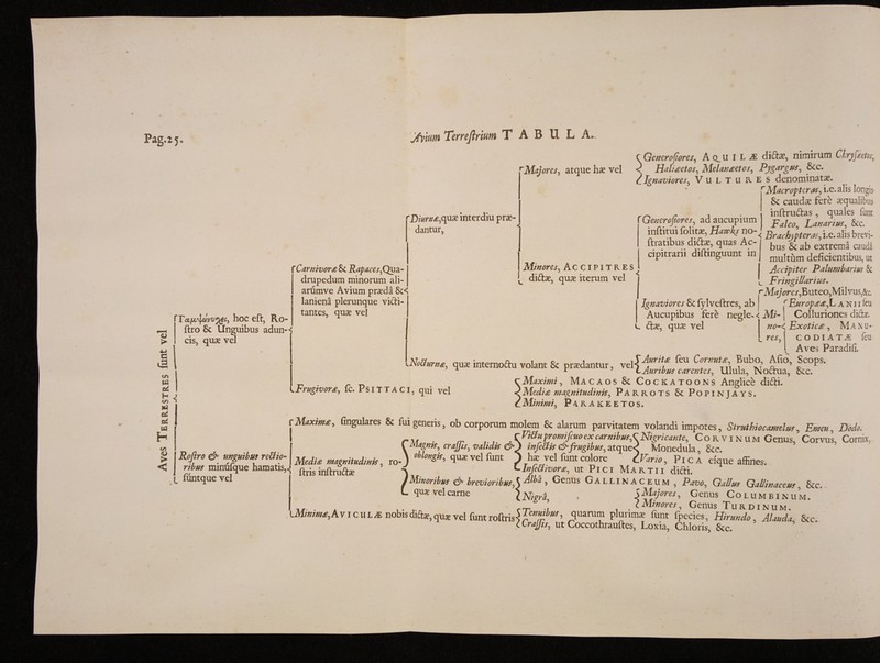 Aves Terrestres font vel Pag.2 5* Tccfjc^dw^es, hoc eft, Ro ftro Sc Unguibus adun¬ cis, quae vel i Rcftro & unguibus reUio- ribus mindfque hamatis, C funtque vel jfyhm Terreflrium T A B U L A. rMajores, atque hx vel 'Diurna quae interdiu pra^ dantur, {Generofiores, A q_u I L J£ diCtx, nimirum Ckryfaefos, < Haliaetos, Melanaetos, Pygargus, Scc. c Ignaviores, Vultures denominata. rMacroptcras, i.e. alis longis- Sc caudae fere aqualibus < 'Carnivora 8c Rapaces,Qua¬ drupedum minorum ali- ariimve Avium praeda laniena plerunque vidi tantes, qnx vel Minores, Accipitres L di£be, quas iterum vel inftrudas , quales funt Falco, Lanarius, &c. Brachypteras, i.e. alis brevi¬ bus & ab extrema cauda multum deficientibus, ut Accipiter Palum barm Sc v_ Fringillarius, r Majores, Buteo,Milvus, &c. Ignaviores Sc fylveftres, ab ^Europaa,L a n i i feu Generofiores, ad aucupium inftitui (blithe, Hawks no-< ftratibus di£fee, quas Ac- cipitrarii diftinguunt in Aucupibus fere negle- < Mi- j Colluriones dito. c Ctx, quas vel noExotica , M A N li¬ res. Mr»*, qu* internoftu volant & praefantur, feu C°rmt*\ £flo'’ £coP8· A r 7 t Auribus car entes, ulula, Noctua, Sc c. ^ ^ ^ ·_® λ μ Λ _ ___ _ _ __ ^ !· \ * Frugivora, ic. Psittaci, qui vel C O D I A T £ feu Aves Paradiii. ■Maximi, Macaos Sc Cockatoons Anglice didi. 'Media magnitudinis. Parrots Sc Popinjays. Minimi, ParakeetOS. ■Maxim*, (Ingulares & fui generis, ob corporum molem & alarum parvitatem volandi impotes. Struthiocamelus, Emeu. Dodo. rM . .... ,cFi8upromjfcuoexcamibusX Nigricante, Corvinum Genus, Corvus, Cornix, l Magnis, crajjis, validis &J tnfeSis & frugibus, atque< Monedula, 8cc. .) oblongis, quae vel funt ) hi vel funt colore CVario, Pica exque affines. ClnfiUivor*, ut Pici Martii didi. /Minoribus & brevioribusS s Genus Gallinaceum , Pavo, Gallus Gallinaceus Stc, L quae vel carne (NigrL < i Majores, Genus Columbinum. . . ,. ,.n rT ‘ . . c Minores, Genus Turdinum. iMinima, Avicula nobis difoe, qu* vel funt roftris·? p”™*» quarum plurima? funt fpecies. Hirundo, Alauda Scc CCraJfis, Ut Coccothrauftes, Loxia, Chloris, &c Media magnitudinis, ro ftris inftrudas