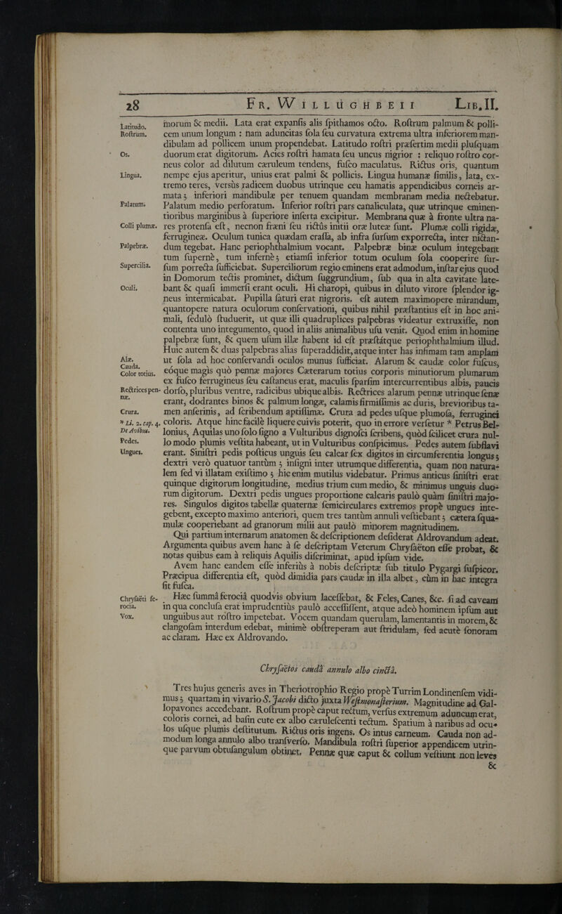 latitudo. Roftrum. Os. Lingua. Palatum* Colli plumx. Palpebra;. Supercilia. Oculi. Ala;. Cauda. Color totius. Reft rices pen- rue. Crura. *Li- 2.«;. 4. De Avibut. Pedes. Ungues. Chryfaeti fe¬ rocia. Vox. morum Sc medii. Lata erat expanfis alis fpithamos 0X0. Roftrum palmum Sc polli¬ cem unum longum : nam aduncitas fola feu curvatura extrema ultra inferiorem man¬ dibulam ad pollicem unum propendebat. Latitudo roftri praefertim medii plufquam duorum erat digitorum. Acies roftri hamata feu uncus nigrior : reliquo roftro cor¬ neus color ad dilutum caeruleum tendens, fuico maculatus. RiXus oris, quantum nempe ejus aperitur, unius erat palmi St pollicis. Lingua humana? fimilis, lata, ex¬ tremo teres, versus radicem duobus utrinque ceu hamatis appendicibus corneis ar¬ mata 3 inferiori mandibula? per tenuem quandam membranam media neXebatur. Palatum medio perforatum. Inferior roftri pars canaliculata, qua? utrinque eminen- tioribus marginibus a fuperiore inferta excipitur. Membrana qua? a fronte ultra na¬ res protenia eft, necnon fra?ni feu riftus initii ora? lutea? funt. Pluma? colli rigidse, ferrugines. Oculum tunica quaedam crafla, ab infra furfum exporreXa, inter nixan¬ dum tegebat. Hanc periophthalmium vocant. Palpebrae bins oculum integebant tum fuperne, tum inferne 3 etiamfi inferior totum oculum fola cooperire fur- fum porreXa fufficiebat. Superciliorum regio eminens erat admodum, inftar ejus quod in Domorum teXis prominet, diXum fuggrundium, fub qua in alta cavitate late¬ bant & quafi immerfi erant oculi. Hi charopi, quibus in diluto virore fplendor ig¬ neus intermicabat. Pupilla faturi erat nigroris, eft autem maximopere mirandum, quantopere natura oculorum confervationi, quibus nihil prsftantius eft in hoc ani¬ mali, fedulo ftuduerit, ut qus illi quadruplices palpebras videatur extruxiffe, non contenta uno integumento, quod in aliis animalibus ufu venit. Quod enim in homine palpebrs funt, Sc quem ufum ilis habent id eft prsftatque periophthalmium illud. Huic autem & duas palpebras alias fuperaddidit, atque inter has infimam tam amplam ut fola ad hoc confervandi oculos munus fufficiat. Alarum Sc cauds color fuicus, eoque magis quo penns majores Csterarum totius corporis minutiorum plumarum ex fuico ferrugineus feu caftaneus erat, maculis fparfim intercurrentibus albis, paucis dorfo, pluribus ventre, radicibus ubique albis. ReXrices alarum penns utrinque fens erant, dodrantes binos &: palmum longs, calamis firmiffimis ac duris, brevioribus ta¬ men anferinis, ad fcribendum aptiflims. Crura ad pedes ufque plumofa, ferruginei coloris. Atque hinc facile liquere cuivis poterit, quo in errore verfetur * Petrus Bel- lonius, Aquilas uno folofigno a Vulturibus dignofci fcribens, quod fcilicet crura nul¬ lo modo plumis veftita habeant, ut in Vulturibus confpicimus. Pedes autem fhbflavi erant. Siniftri pedis pofticus unguis feu calcar fex digitos in circumferentia longus 5 dextri vero quatuor tantum 3 infigni inter utrumque differentia, quam non natura¬ lem fed vi illatam exiftimo 3 hic enim mutilus videbatur. Primus anticus finiftri erat quinque digitorum longitudine, medius trium cum medio, Sc minimus unguis duo¬ rum digitorum. Dextri pedis ungues proportione calcaris paulo quam finiftri majo¬ res. Singulos digitos tabella? quaterna? femicirculares extremos prope ungues inte- gebent, excepto maximo anteriori, quem tres tantum annuli veftiebant 3 citera fqua- mula? cooperiebant ad granorum milii aut paulo minorem magnitudinem. Qui partium internarum anatomen Sc defcriptionem defiderat Aldrovandum adeat Argumenta quibus avem hanc a fe defcriptam Veterum Chryfaeton efle probat & notas quibus eam a reliquis Aquilis difcriminat, apud ipfum vide. Avem hanc eandem effe inferius a nobis defcriptx fub titulo Pygargi fufpicor Pra?cipua differentia eft, quod dimidia pars cauda? in illa albet, cum in hac integra iit fufca. 6 Ha?cfumma ferocia quodvis obvium laceffebat, Sc Feles, Canes, Scc. ii ad caveam m qua conclufa erat imprudentius paulo acceffiffent, atque adeo hominem ipfum aut unguibus aut roftro impetebat. Vocem quandam querulam, lamentantis in morem Sc clangofam interdum edebat, minime obftreperam aut ftridulam, fed acute fonoram ac claram. Ha?c ex Aldrovando. mus Chrjrfaetos cauda annulo albo cinUa. Tres hujus generis ayes in Theriotrophio Regio prope Turrim Londinenfem vidi- as 3 quartam in vivario S. Jacobi diXo juxta Weftmonafterium. Magnitudine ad Gal- lopavones accedebant. Roftrum prope caput reXum, verfus extremum aduncum erat coloris cornei, ad bafin cute ex albo csrulefcenti tedhim. Spatium a naribus ad ocu^ ^“ <1ULPlUraiS d,eilTUin· r'arS °ris inSens- °s intus “«leum. Cauda non ad¬ modum longa annulo a bo tranfverfo. Mandibula rottri fuperior appendicem utrin¬ que paivum obtufangulum obtmct. Penns qus caput 8c collum veftiunt non leves 8c