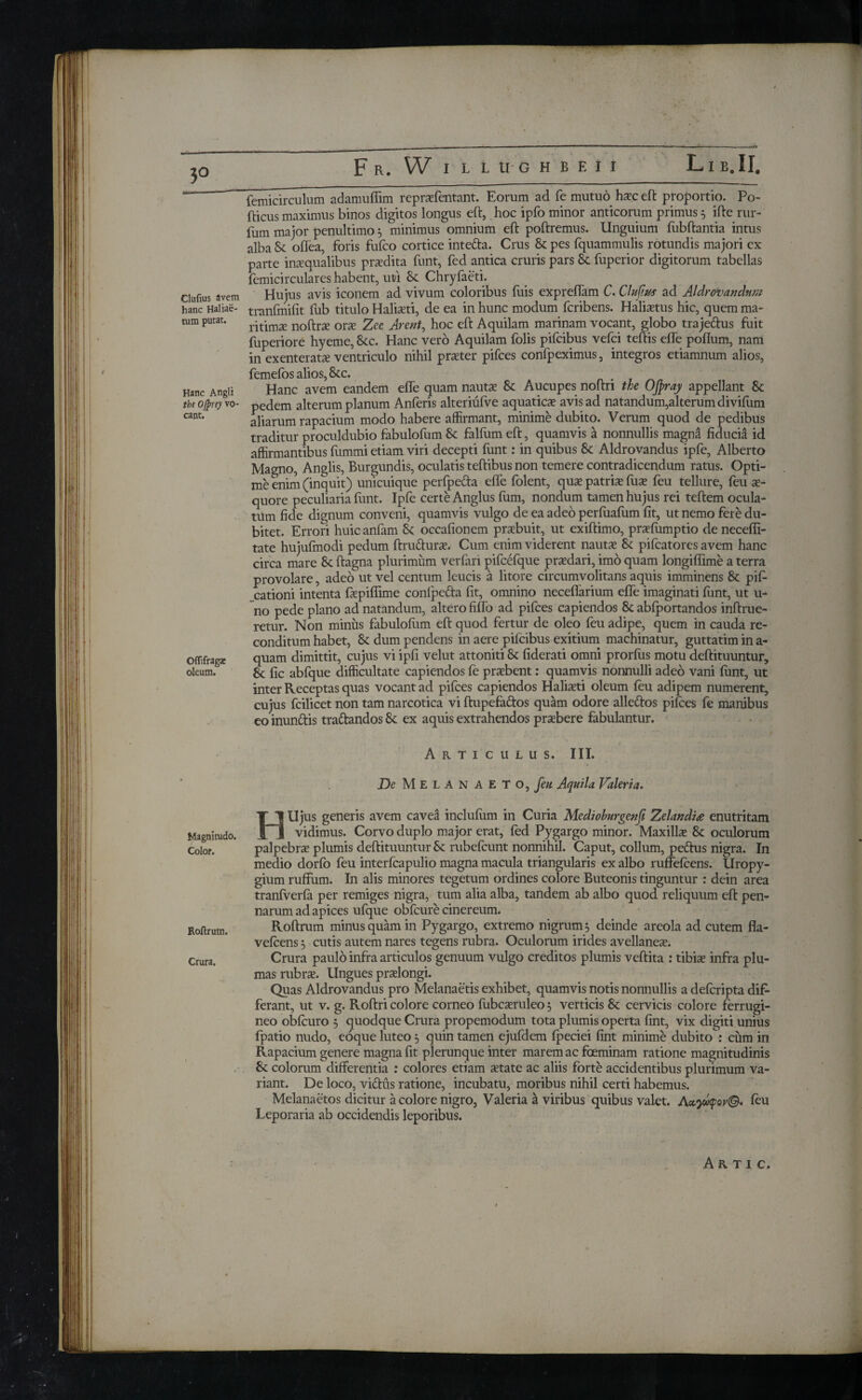 3° / F R. W I L L tl G Η B E I I L I B. II. Clufius avem hanc Haliae- tum putat. Hanc Angli the Ojprey vo¬ cant. Off.fragse oleum. femicirculum adamuflim reprafentant. Eorum ad fe mutuo ha?c eft proportio. Po- fticus maximus binos digitos longus eft, hoc ipfo minor anticorum primus $ ifte rur- fum major penultimo ^ minimus omnium eft poftremus. Unguium fubftantia intus alba St oftea, foris fufco cortice intefta. Crus St pes fquammulis rotundis majori ex parte inxqualibus prodita funt, fed antica cruris pars St fuperior digitorum tabellas femicirculares habent, uri St Chryfaeti. Hujus avis iconem ad vivum coloribus fuis expreflam C. Clufius ad Aldrovanclnm tranfmifit fub titulo Halia?ti, de ea in hunc modum fcribens. Haliaetus hic, quem ma¬ ritima? noftra? ora? Zee Arent, hoc eft Aquilam marinam vocant, globo trajeftus fuit fuperiore hyeme, Stc. Hanc vero Aquilam folis pifcibus vefci teftis efle poflum, nam in exenterata ventriculo nihil prater pifces confpeximus, integros etiamnum alios, femefos alios, Stc. Hanc avem eandem efle quam nauta? St Aucupes noftri the OJpray appellant Se pedem alterum planum Anferis alteriufve aquatics avis ad natandum,alterum divifum aliarum rapacium modo habere affirmant, minime dubito. Verum quod de pedibus traditur proculdubio fabulofum Se falfum eft, quamvis a nonnullis magna fiducia id affirmantibus fummi etiam viri decepti funt: in quibus Se Aldrovandus ipfe, Alberto Magno, Anglis, Burgundis, oculatis teftibus non temere contradicendum ratus. Opti¬ me enim (inquit) unicuique perfpefta efle folent, qua? patris fua? feu tellure, feu x- quore peculiaria funt. Ipfe certe Anglus fum, nondum tamen hujus rei teftem ocula¬ tum fide dignum conveni, quamvis vulgo de ea adeo perfuafum fit, ut nemo fere du¬ bitet. Errori huicanfam St oceafionem praebuit, ut exiftimo, prsiumptio denecefli- tate hujufmodi pedum ftru&ura?. Cum enim viderent nautae St pifcatores avem hanc circa mare St ftagna plurimum verfari pifcefque prsdari, imo quam longiflime a terra provolare, adeo ut vel centum leucis a litore circumvolitans aquis imminens St pifi- cationi intenta faepiifime conlpeda fit, omnino neceflarium efle imaginati funt, ut u- no pede plano ad natandum, altero fiflo ad pifces capiendos St abfportandos inftrue- retur. Non minus fabulofum eft quod fertur de oleo feu adipe, quem in cauda re¬ conditum habet, St dum pendens in aere pifcibus exitium machinatur, guttatim in a- quam dimittit, cujus vi ipfi velut attoniti St fiderati omni prorfus motu deftituuntur. St fic abfque difficultate capiendos fe pra?bent: quamvis nonnulli adeo vani iimt, ut inter Receptas quas vocant ad pifces capiendos Haliaeti oleum feu adipem numerent, cujus fcilicet non tam narcotica vi ftupefaftos quam odore alletftos pifces fe manibus eo inunitis tra&andos St ex aquis extrahendos praebere fabulantur. Articulus. III. De MelANAETO , feu Aquila Valeria. Magnitudo. Color. Roftrutn. Crura. HUjus generis avem caved inclufum in Curia Medioburgenft Zelandi# enutritam vidimus. Corvo duplo major erat, fed Pygargo minor. Maxilla St oculorum palpebrae plumis deftituuntur St rubefcunt nonnihil. Caput, collum, peitus nigra. In medio dorfo feu interfcapulio magna macula triangularis ex albo ruffefcens. Uropy- gium rufium. In alis minores tegetum ordines colore Buteonis tinguntur : dein area tranfverfa per remiges nigra, tum alia alba, tandem ab albo quod reliquum eft pen¬ narum ad apices ufque obfcure cinereum. Roftrum minus quam in Pygargo, extremo nigrum 3 deinde areola ad cutem fla- vefcens 5 cutis autem nares tegens rubra. Oculorum irides avellanea?. Crura paulo infra articulos genuum vulgo creditos plumis veftita : tibia? infra plu¬ mas rubra?. Ungues pra?longi. Quas Aldrovandus pro Melanaetis exhibet, quamvis notis nonnullis a defcripta dif¬ ferant, ut v. g. Roftri colore corneo fubca?ruleo $ verticis St cervicis colore ferrugi¬ neo obfcuro 5 quodque Crura propemodum tota plumis operta fint, vix digiti unius fpatio nudo, eoque luteo 5 quin tamen ejufdem fpeciei fint minime dubito: cum in Rapacium genere magna fit plerunque inter marem ac foeminam ratione magnitudinis St colorum differentia : colores etiam a?tate ac aliis forte accidentibus plurimum va¬ riant. De loco, viftus ratione, incubatu, moribus nihil certi habemus. Melanaetos dicitur a colore nigro, Valeria a viribus quibus valet. Αα,γάφον©* feu Leporaria ab occidendis leporibus.