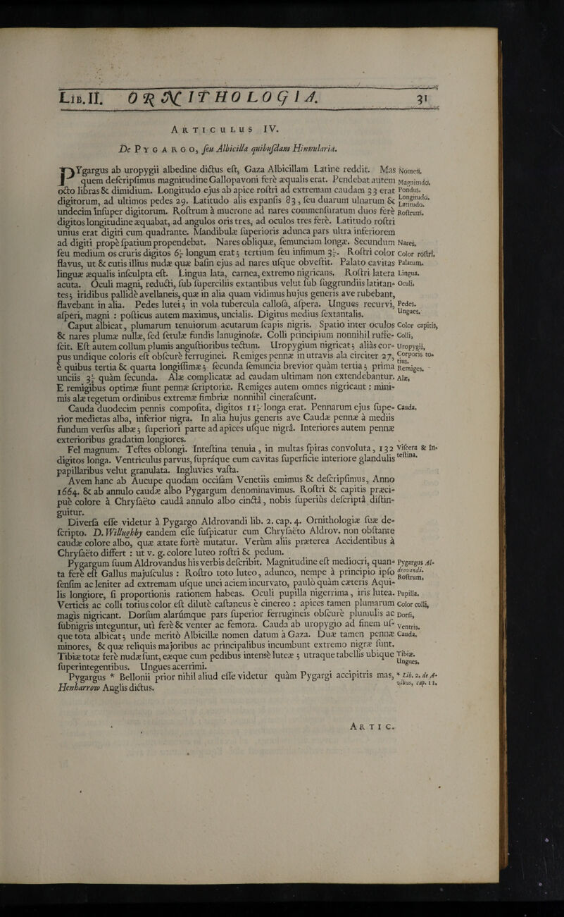 . . - . ■ - - _ , — -- ■ ■■■■ ·■- ■ ■■ — Articulus IV. De Pygargo, feti Albi cilia quibtifdam Hi until arid. PYgargus ab uropygii albedine di&us eft;, Caza Albicillam Latine reddit. Mas quem defcripfimus magnitudine Gallopavoni fere xqualiserat. Pendebat autem ofto libras & dimidium. Longitudo ejus ab apice roftri ad extremam caudam 3 3 erat digitorum, ad ultimos pedes 29. Latitudo alis expands 83 , feu duarum ulnarum & undecim mfuper digitorum. Roftrum a mucrone ad nares commenfuratum duos fere digitos longitudine aequabat, ad angulos oris tres, ad oculos tres fere. Latitudo roftri unius erat digiti cum quadrante. Mandibula? fuperioris adunca pars ultra inferiorem ad digiti prope fpatium propendebat. Nares obliqua?, femunciam longa?. Secundum feu medium os cruris digitos 6\ longum erat 5 tertium feu infimum 3 j·. Roftri color flavus, ut &: cutis illius nuda? qua? bafin ejus ad nares ufque obveftit. Palato cavitas lingua xqualis infculpta eft. Lingua lata, carnea, extremo nigricans. Roftri latera acuta. Oculi magni, redudi, fub fuperciliis extantibus vellit fub fuggrundiis latitan¬ tes 5 iridibus pallide avellaneis, qux in alia quam vidimus hujus generis ave rubebant, flavebant in alia. Pedes lutei 5 in vola tubercula callofa, afpera. Ungues recurvi, afperi, magni : pofticus autem maximus, uncialis. Digitus medius fextantalis. Caput albicat, plumarum tenuiorum acutarum (capis nigris. Spatio inter oculos & nares pluma? nulla?, fed fetula? fundis lanuginoia?. Colli principium nonnihil rufte- icit. Eft autem collum plumis anguftioribus teftum. Uropygium nigricat 5 alias cor¬ pus undique coloris eft obfcure ferruginei. Remiges penna? in utravis ala circiter 27, e quibus tertia &: quarta longiflima?3 fecunda femuncia brevior quam tertia 5 prima unciis quam fecunda. Ala? complicata? ad caudam ultimam non extendebantur. E remigibus optima? fiunt penna? fcriptoria?. Remiges autem omnes nigricant: mini¬ mis alse tegetum ordinibus extrema? fimbria? nonnihil cinerafcunt. Cauda duodecim pennis compofita, digitos 1 ip longa erat. Pennarum ejus fupe- rior medietas alba, inferior nigra. In alia hujus generis ave Cauda? penna? a mediis fundum verius alba? 3 fuperiori parte ad apices ufque nigra. Interiores autem penna? exterioribus gradatim longiores. Fel magnum. Teftes oblongi. Inteftina tenuia, in multas fpiras convoluta, 132 digitos longa. Ventriculus parvus, (hpraque eum cavitas fuperficie interiore glandulis papillaribus velut granulata. Ingluvies vafta. Avem hanc ab Aucupe quodam occifam Venetiis emimus & defcripfimus, Anno 1664. 8c ab annulo cauda? albo Pygargum denominavimus. Roftri & capitis prxci- pue colore a Chryiaeto cauda annulo albo cin&a, nobis fuperius defcripta diftin- guitur. Diverfa efie videtur a Pygargo Aldrovandi lib. 2. cap. 4. Ormthologix fux de- icripto. D. Willughby eandem efie fufpicatur cum Chryfaeto Aldrov. non obftante cauda? colore albo, qux atate forte mutatur. Verum aliis pra?terea Accidentibus a Chryiaeto differt : ut v. g. colore luteo roftri Se pedum. Pygargum fuum Aldrovandus his verbis defcribit. Magnitudine eft mediocri, quan¬ ta fere eft Gallus majufculus : Roftro toto luteo, adunco, nempe a principio ipfo ienfim ac leniter ad extremam ufque unci aciem incurvato, paulo quam exteris Aqui¬ lis longiore, fi proportionis rationem habeas. Oculi pupilla nigerrima, iris lutea. Verticis ac colli totius color eft dilute caftaneus e cinereo : apices tamen plumarum magis nigricant. Dorium alarfimque pars fuperior ferrugineis obfcure plumulis ac iubnigris integuntur, uti fere Sc venter ac femora. Cauda ab uropygio ad finem uf¬ que tota albicat 3 unde merito Albicillx nomen datum a Gaza. Dux tamen penna? minores, & qua? reliquis majoribus ac principalibus incumbunt extremo nisjrx funt. Tibia? tota* fere nuda? funt, ea?que cum pedibus intense lutex 3 utraque tabellis ubique fuperintegentibus. Ungues acerrimi. Pygargus * Bellonii prior nihil aliud efie videtur quam Pygargi accipitris mas, Henharrow Anglis di&us. Nomefi Magnitudo. Pondus. Longitudo. Latitudo. Roftrum. Nares. Color roftri. Palatum. Lingua. Oculi. PedeS. Ungues. Color capitis, Colli, Uropygii, Corporis to* tius. Remiges. ' Ala?. Cauda, Vifcera & in* teftina. PygargUi Al¬ drovandi. Roftrum, Pupilla. Color colli, Dorii, Ventris. Cauda, Tibi*·. Ungues. * Lib. 2, de A- vi bus, cay i a.