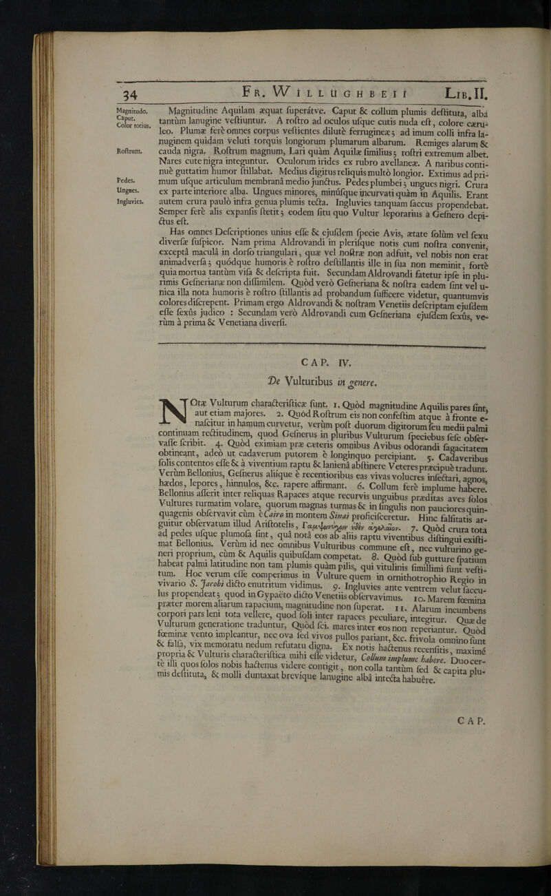 1 - ---■ ■ --- — - - — — -- - ->- - 34 Fr. W iLLtlGHBEII LlB.II. Magnitudo. Magnitudine Aquilam asquat fuperatve. Caput Sc collum plumis deftituta alba Cobr totius tantiim lanugine veftiuntur. A roftro ad oculos ufque cutis nuda eft, colore rani- leo. Plums fere omnes corpus veftientes dilute ferrugines $ ad imum colli infra la¬ nuginem quidam veluti torquis longiorum plumarum albarum. Remiges alarum 8c Roftrum. cauda nigra. Roftrum magnum, Lari quam Aquils fimilius; roftri extremum albet. Nares cute higra integuntur. Oculorum irides ex rubro avellanes. A naribus conti¬ nue guttatim humor ftillabat. Medius digitus reliquis multo longior. Extimus ad pri- Pedes. mum ufque articulum membrana medio jun&us. Pedes plumbei 5 ungues nigri. Crura Ungues. ex parte interiore alba. Ungues minores, minufque incurvati quam in Aquilis. Erant Ingluvies. autem crura paulo infra genua plumis tefta. Ingluvies tanquam faccus propendebat Semper fere alis expanfis ftetit 3 eodem fitu quo Vultur leporarius a Gefnero depi- <ftus eft. ^ Has omnes Defcriptiones unius efle Sc ejufdem fpecie Avis, state iolum vel fexu diveris fufpicor. Nam prima Aldrovandi in plerifque notis cum noftra convenit excepti macula in dorfo triangulari, qus vel noftrs non adfuit, vel nobis non erat animadveria 5 quodque humoris e roftro deftillantis ille in fua non meminit forte quia mortua tantum vifa Sc defcripta fuit. Secundam Aldrovandi fatetur ipfe ’in plu¬ rimis Gefneriana? non diflimilem. Quod vero Gefneriana Sc noftra eadem fint vel u- nica illa nota humoris e roftro ftillantis ad probandum fufficere videtur, quantumvis colores difcrepent. Primam ergo Aldrovandi Sc noftram Venetiis defcriptam ejufdem efle fexus judico : Secundam vero Aldrovandi cum Gefneriana ejufdem fexus ve¬ rum a prima Sc Venetiana diverfi. CAP. IV. De Vulturibus m genere. NOtt Vulturum charafteriftics funt. i.Quod magnitudine Aquilis pares fint aut etiam majores. 2. Quod Roftrum eis non confeftim atque a fronte e- nafcitur in hamum curvetur, verum poft duorum digitorum feu medii palmi continuam reditudinem, quod Gefnerus in pluribus Vulturum fpeciebus fefe obfer- valie Icnbit. 4. Quod eximiam prs exteris omnibus Avibus odorandi fagacitatem obtineant, adeo ut cadaverum putorem e longinquo percipiant. 5. Cadaveribus foliscontentos effeSt a viventium raptu &laniendabftinere Veteres prxcipub tradunt Verum Bellomus Gefnerus aluque e recentioribus eas vivas volucres infeftari agnos haedos, lepores, hinnulos, &c. rapere affirmant. <S. Collum fbre implume habere! Bellomus aflent inter reliquas Rapaces atque recurvis unguibus praeditas aves folos Vultures turmatim volare, quorum magnas turmas & in lingulis non pauciores quin¬ quagenis obfervavit cum e Cairo in montem Sinai proficifceretur. Hinc falfiratis ar guitur obfervatum illud Ariftotelis, ΓαμΜρ, iSir 7. Qubd crura tota ad pedes ufque plumofa fint, qua nota eos ab aliis raptu viventibus diftingui exifti- mat Bellomus. Verum id nec omnibus Vulturibus commune eft, nec vulturino ge¬ ner, proprium, cum & Aquilis quibufdam competat. 8. Quod fub gutture fpatium habeat palm, latitudine non tam plumis quam pilis, qui vitulinis fimiflimi funt vefti- 6 comi™;n Vulture q»em >n ornithotrophio Regio in vivario 5. Jacob, diito enutritum vidimus. 9. Ingluvies ante ventrem vehitfaccu lus propendeat; quod mGypaeto difto Venetiis obfervavimus. ,0. Marem femina prater morem aliarum rapacum, magnitudine non fuperat. n. Alarum incumbms corpor, parslen, tota vellere, quod foli inter rapaces peculiare, integitur Qux de Vulturum generatione traduntur, Quod fci. mares inter eos non repedantur Oubd tommx vento impleantur nec ova led vivos pullos pariant, &c. frivola omninofunt & Falla, vix.memoratu nedum refutatu digna. Ex notis hactenus recenfitis m?x W £ T\ Vu kuris charafteriftica miht efle videtur, CoUum unflumc habere 'iTo ®r- tc illi quos folos nobis haftenus videre contigit, non colla tantum fed &caDim ohi- mis deftituta, & molli duntaxat brevique lanugine alba inteifta habubre. P P