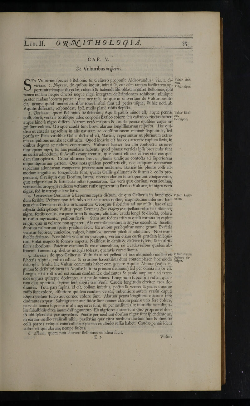 Cap. v. De Vulturibus in fyecie* vr? » * ' r ··*“ /* G * · , <■ - * * r / SEx Vulturum fpecies e Bellonio Sc Gefnero proponit Aldrovandus 5 viz. 1. Ci¬ nereum. 2. Nigrum, de quibus inquit, fnirariTe, cur cum tantam facilitatem op¬ portunitatemque diveribs videndi Sc habendi fibi oblatam jadtet Bellonius, ipid tamen nullam neque cinerei neque nigri integram deicriptionem adhibeat, nihilque praeter nudam iconem ponat : quae nec ipia his quae in univerfum de Vulturibus di¬ cit, nempe quod omnes cruribus totis hirfuti iiint ad pedes ufque, St hac nota ab Aquilis differant, refpondeat, ipia nudis plane tibiis depidta. 3. Bceticum, quem Bellonius fic deicribit. Aquila paulo minor eft, dtque pennas colli, dorfi, ventris totiufque adeo corporis Baetico colore feu caftaneo tinftas habet, atque hinc a nigro differt. Alarum vero majores Sc caudae pennx ejufclem cujus ni¬ gri funt coloris. Utrique cauda iunt brevi alarum longifiimarum refpedtu. Hae qui¬ dem ut exteris rapacibus in alis naturam ac conftitutionem minime iequuntur, fed potius ut Picis viridibus Gallis didris id eft, Martiis, reperiuntur ut plurimum extre¬ mis cuipidibus mutilx ac diftradtx. Quod indicio eft has eos atterere rupium faxis, in quibus degunt ac nidum conftruunt. Vultures Baetici feu albi conipeftu rariores iunt quam nigri, Sc hoc peculiare habent, quod plumae verticis ipfis breviculae funt ac curtae admodum, fi Aquilis comparentur, quae cauia eft Cur calvos efle eos qui¬ dam funt opinati. Crura obtinent brevia, plumis undique contedh ad fuperiorem ufque digitorum partem. Quae nota quidem peculiaris eft, nec cuiquam exterarum rapacium aduncarum competens prxterquam nodturnis. Bxticis his plumx colli ad-* modum anguftx ac longiufculx iunt, quales Gallis gallinaceis Sc fturnis e collo pro¬ pendent, fi reliquis qux Dorfum, latera, necnon alarum finus operiunt comparentur, qux exigux funt Sc latiufculx inftar fquarriarum. Ex vero qux dorfum, ventriculum, ventrem Sc uropygii radicem veftiunt ruffx apparent in Bxtico Vulture, in nigro vero nigrx, fed in utroque latx fatis. 4. Leporarium Germanis a Leporum raptu didtum, de quo Geihertis in hunc mo¬ dum feribit. Pedore non ita fulvo eft ac aureus nofter, magnitudine inferior. Ico¬ nem ejus Germanix noftrx ornamentum Georgius Fabricius ad me mifit, hac etiani adjeda deferiptione Vultur quem Germani Ein appellant roftro eft obunco, nigro, foedis oculis, corpore firmo Sc magno, alis latis, cauda longa Scdireda, colore in rutilo nigricante, pedibus flavis. Stans aut fedens criftam quafi cornuta in capite erigit, qux in volante non apparet. Alx extenfx meriiiiram orgyix excedunt. Inceflu duorum palmorum fpatio gradum facit. Ex aVibuS perfequitur omne genus. Ex feris venatur lepores, cuniculos, vulpes, hiimulos, necnon pifeibus infidiatur. Non man- fuefeit feritate. Nec folum volatu ex prxeipiti, verum etiam curfii prxdam infequi- tur. Volat magno Sc ibnoro impetu. Nidificat indenfisSc defertis fylvis, Sc in altif- fimis arboribus. Paicitur carnibus Sc extis animalium, ne a cadaveribus quidem ab- ftinens. Famem 14. diebus integris tolerat, quamvis voracifiimus. 5. Aureum , de quo Gefnerus. Vulturis aurei pellem ad nos aliquando miffam ex Rhcetis Alpinis, roftro adhuc Sc cruribus hxrentibus dum contemplarer hoc modo deicripfi. Multa hic Vultur communia habet cum genere Aquilx Alpinx (cujus fi¬ guram Sc deferiptionem in Aquilx hiftoria primam dedimus) fed per omnia major eft. Longus eft a roftro ad extremam caudam fex dodrantes Sc paulo amplius: ad extre¬ mos ungues quinque dodrantes aut paulo minus. Longitudo fuperioris roftri, quan¬ tum ejus aperitur, feptem fere digiti tranfverfi. Caudx longitudo circiter tres do¬ drantes. Tota pars lupina, id eft, collum inferius, pedtus 5c venter Sc pedes quoque ruffo iunt colore, dilutiore quidem caudam versus, rubentiore autem versus caput,· Digiti pedum fufeo aut corneo colore iunt. Alarum penna longiflima quatuor fere dodrantes xquat. Subnigricant aut fufex funt omnes alarum pennx uno fere colore, parvulx tamen iupremx in alis nigriores iunt, Sc per medium alix fubruffis maculis, a- lix fubalbidis circa imum diftinguuntur. Eo nigriores autem funt quo propriares dor- io ubi fplendent prx nigredine. Pennx per medium dorfum nigrx iunt iplendentque, in earum medio cauliculi albi, prxfertim qux circa medium dorfum funt Sc dimidia colli parte 5 reliqua enim colli pars pennas ex albido ruffas habet. Caudajqpennis idem color eft qui alarum, nempe fufeus. 6. Album, quem cum cinereo Bellonius eundem facit. E 2 Vultur cine* reu*. Vultur niger. Vultur Biti’ cus. Defcriptid. Vultur LepO- rarius» Vultur aureus Gefnero de* feripta» Vultur