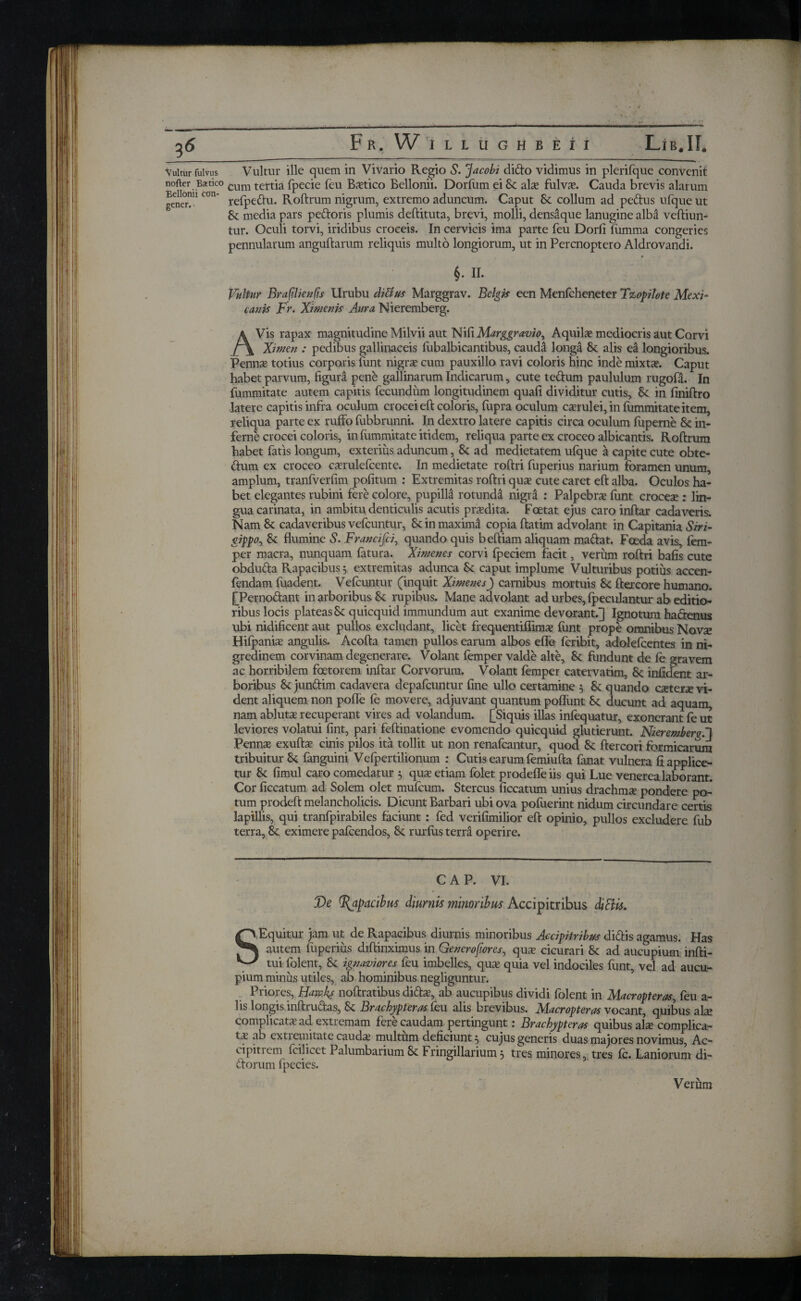 Vultur fulvus nofter Batico Bellonii con¬ gener. Vultur ille quem in Vivario Regio S. Jacobi ditfto vidimus in plerifque convenit cum tertia fpecie feu Baetico Bellonii. Dorfum ei Sc als fulvs. Cauda brevis alarum refpeftu. Roftrum nigrum, extremo aduncum. Caput Sc collum ad pe&us ufque ut Sc media pars peftoris plumis deftituta, brevi, molli, densaque lanugine alba veftiun- tur. Oculi torvi, iridibus croceis. In cervicis ima parte feu Dorii iumma congeries pennularum anguftarum reliquis multo longiorum, ut in Percnoptero Aldrovandi. §. II. Vultur Brafilienfis Urubu ditius Marggrav. Belgis een Menfcheneter Tzopilote Mexi~ canis Fr. Ximenis Aura Nieremberg. AVis rapax magnitudine Milvii aut NiitMarggravio, Aquilae mediocris aut Corvi Ximen : pedibus gallinaceis iiibalbicantibus, caudd longa Sc alis ea longioribus. Pennae totius corporis funt nigrae cum pauxillo ravi coloris hinc inde mixtae. Caput habet parvum, figura pene gallinarum Indicarum, cute teftum paululum rugofa. In fummitate autem capitis fecundum longitudinem quafi dividitur cutis, Sc in finiftro latere capitis infra oculum crocei eft coloris, fupra oculum caerulei, in fummitate item, reliqua parte ex rufio fubbrunni. In dextro latere capitis circa oculum iuperne Sc in¬ ferne crocei coloris, in fummitate itidem, reliqua parte ex croceo albicantis. Roftrum habet fatis longum, exterius aduncum, Sc ad medietatem ufque a capite cute obte- dfcum ex croceo csrulefcente. In medietate roftri fuperius narium foramen unum, amplum, tranfverfim politum : Extremitas roftri quae cute caret eft alba. Oculos ha¬ bet elegantes rubini fere colore, pupilla rotunda nigra : Palpebrae funt croces : lin¬ gua carinata, in ambitu denticulis acutis praedita. Fcetat ejus caroinftar cadaveris. Nam Sc cadaveribus vefcuntur, Sc in maxima copia ftatim advolant in Capitania Siri- gippo, Sc flumine S. Francifci, quando quis beftiam aliquam maciat. Foeda avis, fem- per macra, nunquam latura. Ximenes corvi ipeciem facit, verum roftri bafis cute obdufta Rapacibus 3 extremitas adunca Sc caput implume Vulturibus potius accen- iendarn luadent. Vefcuntur (inquit Ximenes) carnibus mortuis Sc ftercore humano. [Perno&ant in arboribus Sc rupibus. Mane advolant ad urbes, fpeculantur ab editio¬ ribus locis plateas Sc quicquid immundum aut exanime devorant.] Ignotum hactenus ubi nidificent aut pullos excludant, licet frequentiflims funt prope omnibus Novs Hiipanis angulis. Acofta tamen pullos earum albos efle fcribit, adolefcentes in ni¬ gredinem corvinam degenerare. Volant fcmper valde alte, 8c fundunt de fe gravem ac horribilem foetorem inftar Corvorum. Volant lemper catervatim, Sc infident ar¬ boribus Sc junftim cadavera depafeuntur fine ullo certamine 3 Sc quando extera vi¬ dent aliquem non polle fe movere, adjuvant quantum poliunt Sc ducunt ad aquam, nam ablutas recuperant vires ad volandum. [Siquis illas infequatur, exonerant fe ut leviores volatui fint, pari feftinatione evomendo quicquid glutierunt. Nieremberg.! Penns exufts cinis pilos ita tollit ut non renafeantur, quod Sc ftercori formicarum tribuitur Sc fanguini Vefpertilionum : Cutis earum femiufta fanat vulnera fi applice¬ tur Sc fimul caro comedatur 3 qus etiam folet prodefleiis qui Lue venerea laborant. Cor ficcatum ad Solem olet mufeum. Stercus ficcatum unius drachms pondere po¬ tum prodeft melancholicis. Dicunt Barbari ubi ova pofuerint nidum circundare certis lapillis, qui tranfpirabiles faciunt : fed verifimilior eft opinio, pullos excludere fub terra, Sc eximere pafcendos, Sc rurlus terra operire. CAP. VI. De %ajpacibus diurnis minoribus Accipitribus diFtis. S Equitur jam ut de Rapacibus diurnis minoribus Accipitribus di&is agamus. Has autem fuperius diftinximus in Gencrofores, qus cicurari Sc ad aucupium infti- tui folent, Sc ignaviores feu imbelles, qus quia vel indociles funt, vel ad aucu¬ pium minus utiles, ab hominibus negliguntur. Priores, Harvks noftratibus difts, ab aucupibus dividi folent in Macropteras, feu a- 1 is longis inftru&as, Sc Brachypteras feu alis brevibus. Macropteras vocant, quibus ais complicats ad extremam fere caudam pertingunt: Brachypteras quibus ais complica¬ te ab extremitate cauds multum deficiunt 3 cujus generis duas majores novimus, Ac- cipitrem icilicet Palumbarium Sc Fringillarium 3 tres minores, tres fc. Laniorum di- dtorum fpecies. Verum