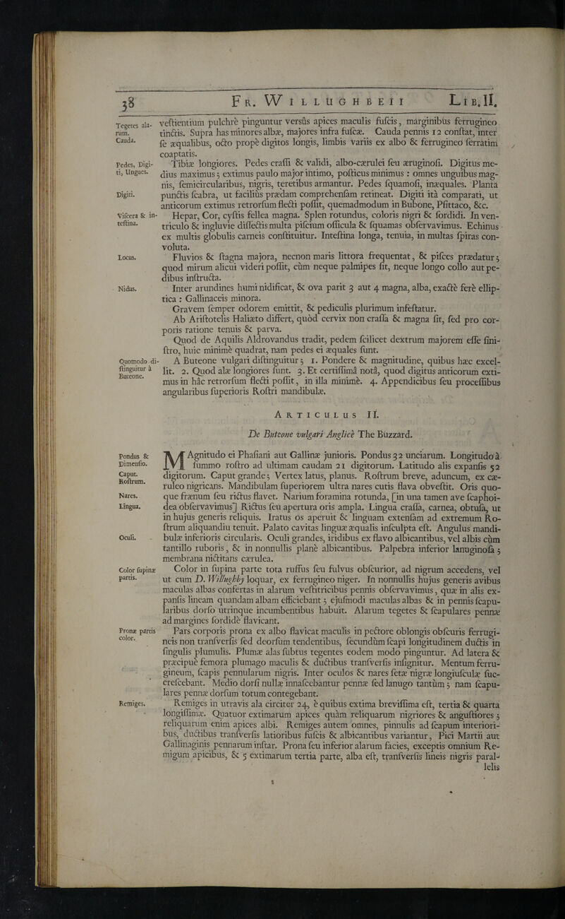 j8 Tegetes ala¬ rum. Cauda. Pedes, Digi¬ ti, Ungues. Digiti. Vifcera & in- teftina. Locus. Midus. Quomodo di· ilinguitur a Buteone. Pondus & Dimeniio. Caput. Roftrum. Nares. Lingua. Oculi. Color fupinae partis. Pron* partis color.. Remiges. veftientium pulchre pinguntur versus apices maculis fufcis, marginibus ferrugineo tinftis. Supra has minores albs, majores infra fufcs. Cauda pennis 12 conftat, inter ie aqualibus, odo prope digitos longis, limbis Variis ex albo Sc ferrugineo ferratim coaptatis. Tibias longiores. Pedes craffi & validi, albo-csrulei ieu sruginofi. Digitus me¬ dius maximus 3 extimus paulo major intimo, pofticus minimus: omnes unguibus mag¬ nis, femicircularibus, nigris, teretibus armantur. Pedes fquamofi, inaequales. Planta pundis fcabra, ut facilius prsdam comprehenfam retineat. Digiti ita comparati, ut anticorum extimus retrorfum fledi poffit, quemadmodum in Bubone, Pfittaco, Scc. Hepar, Cor, cyftis fellea magna. Splen rotundus, coloris nigri Sc iordidi. In ven¬ triculo Sc ingluvie diiledis multa pifcium oilicula Sc fquamas obfervavimus. Echinus ex multis globulis carneis conftituitur. Inteftina longa, tenuia, in multas fpiras con¬ voluta. Fluvios Sc ftagna majora, necnon maris littora frequentat, & pifces prsdatur 3 quod mirum alicui videri poffit, cum neque palmipes fit, neque longo collo aut pe¬ dibus inftruda. Inter arundines humi nidificat, Sc ova parit 3 aut 4 magna, alba, exade fere ellip¬ tica : Gallinaceis minora. Gravem Temper odorem emittit, Sc pediculis plurimum infeftatur. Ab Ariftotelis Halisto differt, quod cervix non craffa Sc magna fit, fed pro cor¬ poris ratione tenuis Sc parva. Quod de Aquilis Aldrovandus tradit, pedem fcilicet dextrum majorem effe fini- ftro, huic minime quadrat, nam pedes ei squales ffint. A Buteone vulgari diftinguitur 3 1. Pondere &: magnitudine, quibus hsc excel¬ lit. 2. Quod ais longiores flint. 3. Et certiffima nota, quod digitus anticorum exti¬ mus in hac retrorfum fledi poffit, in illa minime. 4. Appendicibus ieu proceffibus angularibus ffiperioris Roftri mandibuls. Articulus II. De Buteone vulgati Anglic e The Buzzard. MAgnitudo ei Phafiani aut Gallins junioris. Pondus 32 unciarum. Longitudo T fummo roftro ad ultimam caudam 21 digitorum. Latitudo alis expands 52 digitorum. Caput grande 3 Vertex latus, planus. Roftrum breve, aduncum, ex cs- ruleo nigricans. Mandibulam fuperiorem ultra nares cutis flava obveftit. Oris quo¬ que frsnum feu ridus flavet. Narium foramina rotunda, [in una tamen ave fcaph oi- dea obfervavimus] Ridus ieu apertura oris ampla. Lingua craffa, carnea, obtufa, ut in hujus generis reliquis. Iratus os aperuit Sc linguam extenfam ad extremum Ro¬ ftrum aliquandiu tenuit. Palato cavitas lingus squalis iniculpta eft. Angulus mandi¬ buls inferioris circularis. Oculi grandes, iridibus ex flavo albicantibus, vel albis cum tantillo ruboris, Sc in nonnullis plane albicantibus. Palpebra inferior lanuginofa 3 membrana niditans csrulea. Color in fupina parte tota ruffus feu fulvus obfcurior, ad nigrum accedens, vel ut cum D. Willughby loquar, ex ferrugineo niger. In nonnullis hujus generis avibus maculas albas confertas in alarum veftitricibus pennis obfervavimus, qus in alis ex¬ pands lineam quandam albam efficiebant 3 ejufmodi maculas albas & in pennis fcapu- laribus dorfo utrinque incumbentibus habuit. Alarum tegetes & fcapulares penna? ad margines fordide flavicant. Pars corporis prona ex albo flavicat maculis in pedore oblongis obfcuris ferrugi¬ neis non tranfverfis fed deorfum tendentibus, fecundum fcapi longitudinem dudis in fingulis plumulis. Plums alas fubtus tegentes eodem modo pinguntur. Ad latera Sc prscipue femora plumago maculis Sc dudibus tranfverfis infignitur. Mentum ferru¬ gineum, fcapis pennularum nigris. Inter oculos Sc nares feta? nigrs longiufculs ffic- crefcebant. Medio dorfi nulls innafcebantur penns fed lanugo tantum 3 nam fcapu- lares penns dorfum totum contegebant. Remiges in utravis ala circiter 24, e quibus extima breviffima eft, tertia Sc quarta longiffims. Qpatuor extimarum apices quam reliquarum nigriores Sc anguftiores 3 reliquarum enim apices albi. Remiges autem omnes, pinnulis ad fcapum interiori¬ bus, dudibus tranfverfis latioribus fufcis & albicantibus variantur, Pici Martii aut Gallinaginis pennarum inftar. Prona feu inferior alarum facies, exceptis omnium Re- migum apicibus, &: 5 extimarum tertia parte, alba eft, tranfverfis lineis nigris paral¬ lelis
