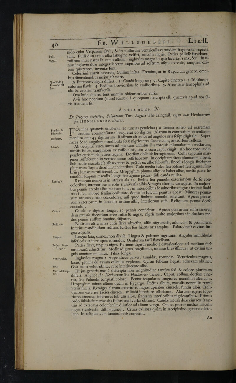 Pulli. ViftuL F R. W i LUIGfiBEII Li b;II. Quomodo J Buteone dif¬ fert. earm^i fragmenta reperta funt. Pulli duo erant alba lanugine veftiti, maculis nigiis. Pedes pallide flavebant, roftrum inter nares Sc caput album : ingluvies magna in qua lacertae, rans, &c. In u- nius ingluvie duae integrae lacertae capitibus ad roftrum ufque extends, tanquam exi¬ tum quaerentes, inventae iunt. . . _ Celerrime currit haec avis, Gallinae inftar. Foemina, ut in Rapacium genere, omni¬ bus dimenfionibus major eft mare. _ . . T A Buteone vulgari differt 5 1. Cauda longiore 5 2. Capite cinereo 33. Iridibus o- culorum flavis. 4? Pedibus brevioribus 8c craffioribus. 5. Areis latis leucophaeis ad alas & caudam tranfverfis. Ova huic cinerea funt maculis obfcurioribus varia. , . Avis haec nondum (quod icimus) a quoquam defcnpta eft, quamvis apud nos fa¬ tis frequens fit. Articulus IV. De Pygargo accipitre, Subbuteom Tur. Attghce The Ringtail, cujus mas Henharrow (eu Henharrier dicitur. Pondus Sc Dimenfx». Roftrum. Color. Remiges. Cauda. Roftrum. Lingua. Pedes, Digi¬ ti, Ungues. FOemina quamvis macilenta 16 uncias pendebat 5 a fummo roftro ad extiemam caudam commenfurata longa erat 20 digitos. Alarum in contrarium extenfarum meniura erat 45 digitorum. Roftrum ab apice ad angulos oris feiquidigitale. Supra nares Scad angulum mandibulae fetae nigricantes fuccrefcunt, antrorfum reflexae. Ab occipite circa aures ad mentum annulus feu torquis plumularum arredarum, mediis fufcis, marginibus ex ruffo albis, ceu corona caput cingit. Ab hoc torque de¬ pendet cutis nuda, aures tegens. Dorfum obfcure ferrugineum. Colli tegetum mar¬ gines ruffefcunt : in vertice minus ruffi habetur. In occipite radices plumarum albent. Sub oculis macula eft alba^venter Sc pedus ex albo fubruffa, lineolis^ longis fufcis per plumarum (capos deorfum tendentibus. Gula media fiifca ieuobicure feriuginea, fim¬ briis plumarum rufefcentibus. Uropygium plumas aliquot habet albas, media parte fe¬ cundum fcapum maculis longis ferrugineis pidas 5 fub cauda nullas. Remigum numerus in utravis ala 24, limbis feu pinnulis exterioribus dorfo con¬ coloribus, interioribus areolis tranfverfis albis 8c nigris alternis variegatis. In majori¬ bus pennis areolsalbs majores funt 5 in interioribus Sc minoribus nigra?: intimis limbi toti fufci, albore fenfim obfcurato donec in fufcum penitus abeat. Minores penna¬ rum ordines dorfo concolores, nifi quod fimbria; nonnihil rufefcant. Apices penna¬ rum exteriorum in fecundo ordine albi, interiorum ruffi. Reliquum penna? dorib concolor. r . . . ^ · Cauda 10 digitos longa, 12 pennis conficitur. Apices pennarum ruffo-cinerei, dein mutuo fuccedunt ares ruffs Sc nigrs, nigris multo majoribus: in duabus me¬ diis pennis ruffum omnino difparet. Roftrum ultra nares cutis flava obveftit, alias nigrum eft, aduncum Sc prominens. Inferius mandibulum redum. Ridus feu hiatus oris amplus. Palato ineft cavitas lin¬ gua squalis. Lingua lata, carnea, non divifa. Lingua 8c palatum nigricant. Angulus mandibula? inferioris ut in reliquis rotundus. Oculorum tarfi flaveicumy Pedes flavi, ungues nigri. Extimus digitus medio a divaricatione ad medium fere membrana adneditur. Medius digitus longiffimus, intimus breviflimus 5 at extimi un- Ventriculus. Ova. Maris defcrip- rio. guis omnium minimus. Tibis longs. Ingluvies magna : Appendices parvs, tumids, rotunds. Ventriculus magnus, laxus, plumis Sc avium ofliculis repletus. Cyftin felleam hepati adnexam obtinet. Ova ruffo velut oblita, raro interlucente albo. Hujus generis mas a defcripta non magnitudine tantum fed Sc colore plurimum differt. Anglice the Henharrow feu Henharrier dicitur. Caput, collum, dorfum cine¬ rea, feu Palumbi torquati colore. Penns fcapulares longiores nonnihil fufcefcunt. Uropygium minus album quam in Pygargo. Pedus album, maculis nonnullis tranf¬ verfis fulcis. Remiges alarum exteriores nigrs, apicibus cinereis, fundis albis. Reli¬ quarum exterior facies cinerea, at limbi interiores albefeunt. Alarum tegetes iupe- riores cineres, inferiores fub alis albs, fcapis in interioribus nigricantibus. Primus ordo fubalarium maculas fufeas tranfverfas obtinet. Cauds medis dus cineres, a me¬ diis ad extremas color fenfim dilutior ad album vergit. Omnes prster medias maculis nigris tranfverfis diftinguuntur. Crura exiliora quam in Accipitrino genere efle fo- lent. In reliquis cum foemina fere convenit. . An