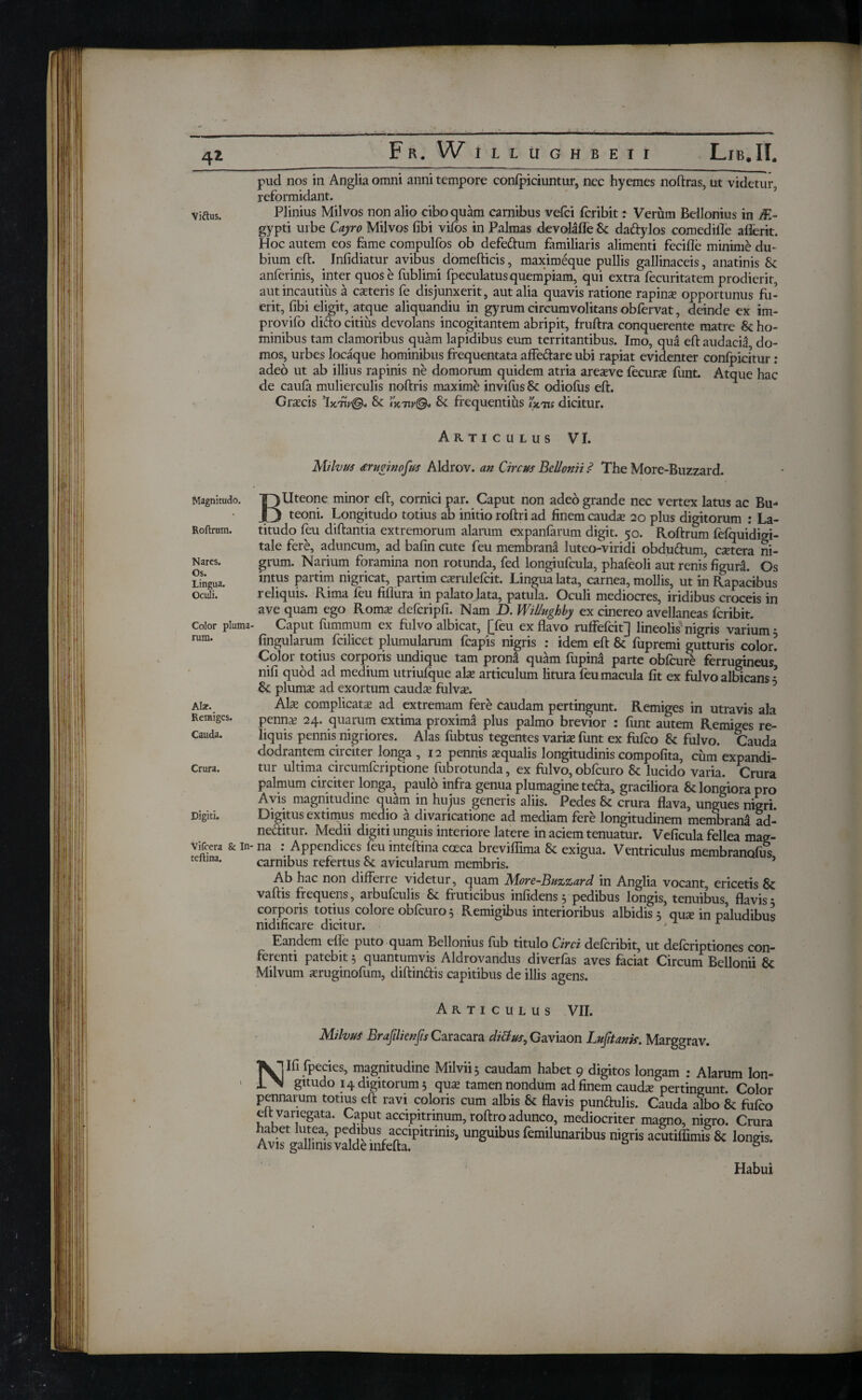 4* Viftus. Magnitudo. Roftrum. Nares. Os. Lingua. Oculi. Color pluma· rum. Ala-. Remiges. Cauda. Crura. Digiti. Vifcera & In· teftina. pud nos in Anglia omni anni tempore confpiciuntur, nec hyemes noftras, ut videtur, reformidant. Plinius Milvos non alio cibo quam carnibus vefei feribit: Verum Bellonius in R- gypti urbe Cayro Milvos fibi viios in Palmas devolafle Se daftylos comedifle aflerit. Hoc autem eos fame compulfos ob defedum familiaris alimenti fecifle minime du¬ bium eft. Infidiatur avibus domefticis, maximeque pullis gallinaceis, anatinis 8e anferinis, inter quos e fublimi fpeculatus quempiam, qui extra fecuritatem prodierit, aut incautius a exteris fe disjunxerit, aut alia quavis ratione rapinx opportunus fu¬ erit, fibi eligit, atque aliquandiu in gyrum circumvolitans obfervat, deinde ex im- provifo difto citius devolans incogitantem abripit, fruftra conquerente matre 8e ho¬ minibus tam clamoribus quam lapidibus eum territantibus. Imo, qua eft audacia, do¬ mos, urbes locaque hominibus frequentata affedare ubi rapiat evidenter conipicitur : adeo ut ab illius rapinis ne domorum quidem atria arexve fecurx funt. Atque hac de cauia mulierculis noftris maxime inviius Se odiofus eft. Grxcis Tew©. Se i>cw©. Se frequentius Γκ-τυ dicitur. Articulus VI. Milvus <eruginofus Aldrov. an Circus Bellonii .<? The More-Buzzard. BUteone minor eft, cornici par. Caput non adeo grande nec vertex latus ac Bu¬ teoni. Longitudo totius ab initio roftri ad finem caudx 20 plus digitorum : La¬ titudo feu diftantia extremorum alarum expanfarum digit. 50. Roftrum fefquidigi- tale fere, aduncum, ad bafin cute feu membrana luteo-viridi obdu&um, extera ni¬ grum. Narium foramina non rotunda, fed longiufcula, phafeoli aut renis figura. Os intus partim nigricat, partim cxrulefcit. Lingua lata, carnea, mollis, ut in Rapacibus reliquis. Rima feu fifiura in palato lata, patula. Oculi mediocres, iridibus croceis in ave quam ego Romx defcripfi. Nam D. Willughby ex cinereo avellaneas feribit. - Caput fummum ex fulvo albicat, [feu ex flavo ruffefeit] lineolis* nigris varium 5 fingularum fcilicet plumularum fcapis nigris : idem eft 8e fupremi gutturis color! Color totius corporis undique tam prond quam fupina parte obfcure ferrugineus* nifi quod ad medium utriufque alx articulum litura ieu macula fit ex fulvo albicans * Se plumx ad exortum caudx fulvx. Alx complicatx ad extremam fere caudam pertingunt. Remiges in utravis ala pennx 24. quarum extima proxima plus palmo brevior : funt autem Remiges re¬ liquis pennis nigriores. Alas fubtus tegentes varix funt ex fufeo Sc fulvo. Cauda dodrantem circiter longa , 12 pennis xqualis longitudinis compofita, cum expandi¬ tur ultima circumfcriptione fubrotunda, ex fulvo, obfcuro 8e lucido varia. Crura palmum circiter longa, paulo infra genua plumagine teda, graciliora & longiora pro Avis magnitudine quam in hujus generis aliis. Pedes Se crura flava, ungues nigri Digitus extimus medio a divaricatione ad mediam fere longitudinem membrani ad! neftitur. Medii digiti unguis interiore latere in aciem tenuatur. Veficula fellea mag- ■ na : Appendices feuinteftina coeca breviflima Se exigua. Ventriculus membranofus carnibus refertus Se avicularum membris. * Ab hac non differre videtur, quam More-Buzzard in Anglia vocant, ericetis 8e vaftis frequens, arbufculis Se fruticibus infidens 5 pedibus longis, tenuibus, flavis* corporis totius colore obfcuro 5 Remigibus interioribus albidis 5 qux in paludibus nidificare dicitur. ' r Eandem efle puto quam Bellonius fub titulo Circi deferibit, ut deferiptiones con¬ ferenti patebit 5 quantumvis Aldrovandus diverfas aves faciat Circum Bellonii Se Milvum xruginofum, diftinftis capitibus de illis agens. Articulus VII. Milvus Brafilienfis Caracara di&us,Gaviaon Lufitanis. Marggrav. Nifi fpecies, magnitudine Milvii5 caudam habet 9 digitos longam : Alarum lon¬ gitudo 14 digitorum 5 qux tamen nondum ad finem caudx pertingunt. Color pennarum totius eft ravi coloris cum albis Se flavis punftulis. Cauda albo 8e fufeo eit variegata. Caput accipitnnum, roftro adunco, mediocriter magno, nigro. Crura AwfgaTni;vaUenkftllP,trlnlSl femilunaribus niS™ & ^ngis. Habui