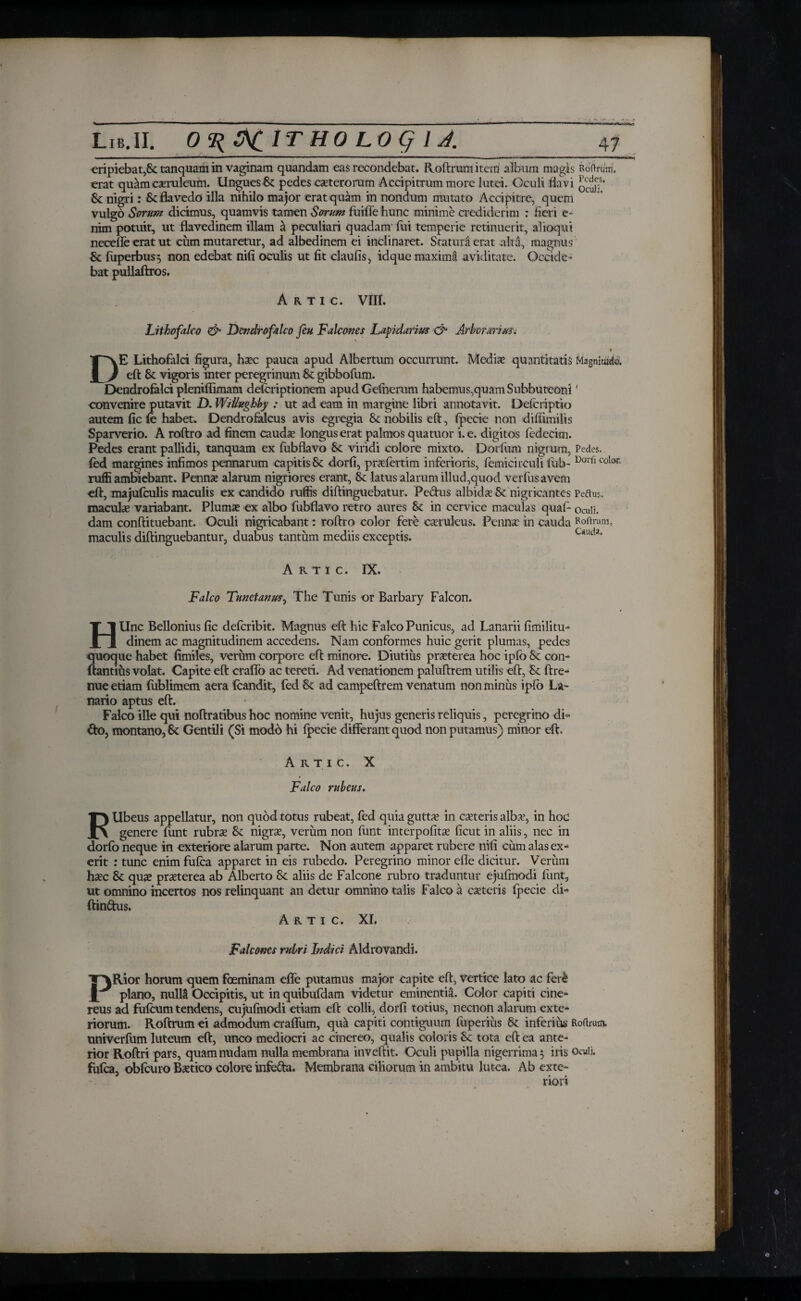 erat quam caeruleum. Ungues Sc pedes exterorum Accipitrum more lutei. Oculi flavi & nigri: Se flavedo illa nihilo major erat quam in nondum mutato Accipitre, quem vulgo Sorum dicimus, quamvis tamen Sorum fuiffe hunc minime crediderim : fieri e- nim potuit, ut flavedinem illam a peculiari quadam' fui temperie retinuerit, alioqui neceffe erat ut cum mutaretur, ad albedinem ei inclinaret. Statura erat alta, magnus Sc fuperbus} non edebat nifi oculis ut fit claufis, idque maxima aviditate. Occide¬ bat pullaftros. Artic. VIII. DE Lithofalci figura, haec pauca apud Albertum occurrunt. Medix quantitatis Magnitati eft Se vigoris inter peregrinum Se gibbofum. Dendrofalci pleniiiimam defcriptionem apudGefnerum habemus,quam Subbuteoni' convenire putavit D. WiUughby : ut ad eam in margine libri annotavit. Deicriptio autem fic ie habet. Dendrofalcus avis egregia Sc nobilis eft, fpecie non diilimilis Sparverio. A roftro ad finem caudx longus erat palmos quatuor i. e. digitos fedecim. Pedes erant pallidi, tanquam ex fubflavo Se viridi colore mixto. Dorium nigrum, Pedes, fed margines infimos pennarum capitis Sc dorfi, prxfertim inferioris, femicirculi fub- Dorfl Co!c ruffi ambiebant. Pennx alarum nigriores erant, Sc latus alarum illud,quod verfusavem eft, majuiculis maculis ex candido rufiis diftinguebatur. Pedus albidx Sc nigricantes Peftus. maculx variabant. Plumx ex albo fubflavo retro aures Sc in cervice maculas quab oculi, dam conftituebant. Oculi nigricabant: roftro color fere cxruleus. Pennx in cauda Roftrum, maculis diftinguebantur, duabus tantum mediis exceptis. c*uda‘ Artic. IX. Falco Tunetanus, The Tunis or Barbary Falcon. H Unc Bellonius fic deferibit. Magnus eft hic Falco Punicus, ad Lanarii fimilitu- dinem ac magnitudinem accedens. Nam conformes huic gerit plumas, pedes quoque habet fimiles, verum corpore eft minore. Diutius prxterea hoc ipfo Sc con- ftantius volat. Capite eft craifo ac tereti. Ad venationem paluftrem utilis eft, Sc ftre- nue etiam iublimem aera icandit, fed Sc ad campeftrem venatum non minus ipio La¬ nario aptus eft. Falco ille qui noftratibus hoc nomine venit, hujus generis reliquis, peregrino di¬ do, montano, Sc Gentili (Si modo hi fpecie differant quod non putamus) minor eft. Artic. X Falco rubeus. FUbeus appellatur, non quod totus rubeat, led quia guttx in exteris albx, in hoc genere funt rubrx Sc nigrx, verum non funt interpofitx ficut in aliis, nec in dorfo neque in exteriore alarum parte. Non autem apparet rubere nifi cum alas ex- erit : tunc enim fuica apparet in eis rubedo. Peregrino minor efie dicitur. Verum hxc Sc qux prxterea ab Alberto Sc aliis de Falcone rubro traduntur ejufmodi funt, ut omnino incertos nos relinquant an detur omnino talis Falco a exteris fpecie di- ftindus. Artic. XI. Falcones rubri Indici Aldrovandi. PRior horum quem foeminam effe putamus major capite eft, vertice lato ac fer& plano, nullS Occipitis, ut in quibufdam videtur eminentia. Color capiti cine¬ reus ad fuicum tendens, cujufmodi etiam eft colli, dorfi totius, necnon alarum exte¬ riorum. Roftrum ei admodum craffum, qua capiti contiguum fuperius Sc inferius Roflrum. uniVerfum luteum eft, unco mediocri ac cinereo, qualis coloris Sc tota eft ea ante¬ rior Roftri pars, quam nudam nulla membrana inveftit. Oculi pupilla nigerrima 5 iris Qcuii. fufea, obfcuro Bxtico colore infefta. Membrana ciliorum in ambitu lutea. Ab exte-