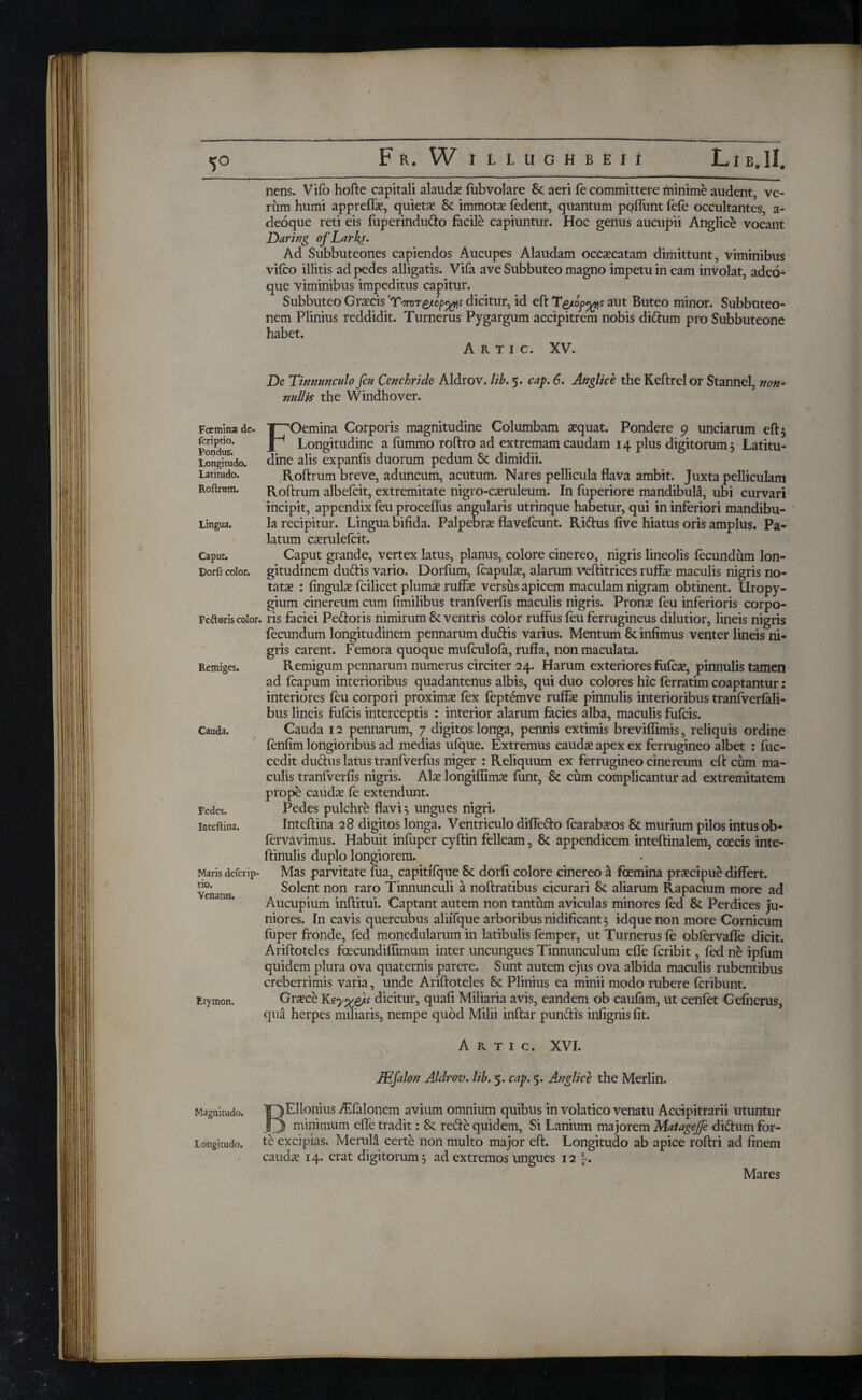 nens. Vifo hofte capitali alauda (ubvolare Sc aeri fe committere minime audent, ve¬ rum humi appreife, quiets Sc immota? (edent, quantum poflimt fefe occultantes, a- deoque reti eis fuperindudo facile capiuntur. Hoc genus aucupii Anglice vocant Oaring of Larks. Ad Subbuteones capiendos Aucupes Alaudam occaecatam dimittunt, viminibus viico illitis ad pedes alligatis. Vifa ave Subbuteo magno impetu in eam involat, adeo- que viminibus impeditus capitur. Subbuteo Graecis 'Ύπντdicitur, id 5 aut Buteo minor. Subbuteo- nem Plinius reddidit. Turnerus Pygargum accipitrem nobis didum pro Subbuteone habet. A R T i c. XV. De Tinnunculo fiu Cenchride Aldrov. lib. 5. cap. 6. Anglice the Keftrelor Stannei, nullis the Windhover. non- Fremins de- fcriptio. Pondus. Longitudo. Latitudo. Roftrum. Lingua. Caput. Dorfi color. Peftsris color, Remiges. Cauda. Pedes. Inteftina. Maris defcrip- tio. Venatus. Etymon. Magnitudo. Longitudo. FOemina Corporis magnitudine Columbam squat. Pondere 9 unciarum eft 3 Longitudine a iummo roftro ad extremam caudam 14 plus digitorum. Latitu¬ dine alis expanfis duorum pedum Sc dimidii. Roftrum breve, aduncum, acutum. Nares pellicula flava ambit. Juxta pelliculam Roftrum albefcit, extremitate nigro-csruleum. In iuperiore mandibuli, ubi curvari incipit, appendix feu proceflus angularis utrinque habetur, qui in inferiori mandibu¬ la recipitur. Lingua bifida. Palpebras flavefcunt. Ridus five hiatus oris amplus. Pa¬ latum caerulefcit. Caput grande, vertex latus, planus, colore cinereo, nigris lineolis fecundum lon¬ gitudinem dudis vario. Dorium, (capulas, alarum veftitrices ruffe maculis nigris no¬ tatas : fingufe fcilicet plumas ruffe versus apicem maculam nigram obtinent. Uropy- gium cinereum cum fimilibus traniverfis maculis nigris. Pronas feu inferioris corpo¬ ris faciei Pedoris nimirum & ventris color ruffus feu ferrugineus dilutior, lineis nigris fecundum longitudinem pennarum dudis varius. Mentum Sc infimus venter lineis ni¬ gris carent. Femora quoque muiculofa, ruffa, non maculata. Remigum pennarum numerus circiter 24. Harum exteriores fuic^e, pinnulis tamen ad fcapum interioribus quadantenus albis, qui duo colores hic (erratim coaptantur: interiores feu corpori proximas (ex feptemve ruffe pinnulis interioribus tranfveriali- bus lineis fufcis interceptis : interior alarum facies alba, maculis fufcis. Cauda 12 pennarum, 7 digitos longa, pennis extimis breviifimis, reliquis ordine ienfim longioribus ad medias uique. Extremus caudas apex ex ferrugineo albet : (uc- cedit dudus latus tranfverfus niger : Reliquum ex ferrugineo cinereum eft cum ma¬ culis traniverfis nigris. Afe longiflirme (unt, Sc cum complicantur ad extremitatem prope caudas fe extendunt. Pedes pulchre flavi 3 ungues nigri. Inteftina 28 digitos longa. Ventriculo difledo icarabasos Sc murium pilos intus ob- (ervavimus. Habuit infuper cyftin felleam, Sc appendicem inteftinalem, ccecis inte- ftinulis duplo longiorem. Mas parvitate fua, capitiique Sc dorfi colore cinereo a foemina praecipue differt. Solent non raro Tinnunculi a noftratibus cicurari Sc aliarum Rapacium more ad Aucupium inftitui. Captant autem non tantum aviculas minores ied Sc Perdices ju¬ niores. In cavis quercubus aliifque arboribus nidificant 3 idque non more Cornicum iuper fronde, fed monedularum in latibulis femper, ut Turnerus (e obiervafle dicit. Ariftoteles fcecundiilimum inter uncungues Tinnunculum efle icribit, fed ne ipium quidem plura ova quaternis parere. Sunt autem ejus ova albida maculis rubentibus creberrimis varia, unde Ariftoteles Sc Plinius ea minii modo rubere (cribunt. Graece Κεγχ&ί dicitur, quafi Miliaria avis, eandem ob cauiam, ut cenfet Geinerus, qua herpes miliaris, nempe quod Milii inftar pundis infignis fit. A r t 1 c. XVI. JEfalon Aldrov. lib. 5. cap. 5. Anglice the Merlin. BEllonius ATalonem avium omnium quibus in volatico venatu Accipitrari! utuntur minimum efle tradit: Sc rede quidem. Si Lanium majorem Matagejfe didum for¬ te excipias. Meruli certe non multo major eft. Longitudo ab apice roftri ad finem cauda? 14. erat digitorum 3 ad extremos ungues 12 Mares