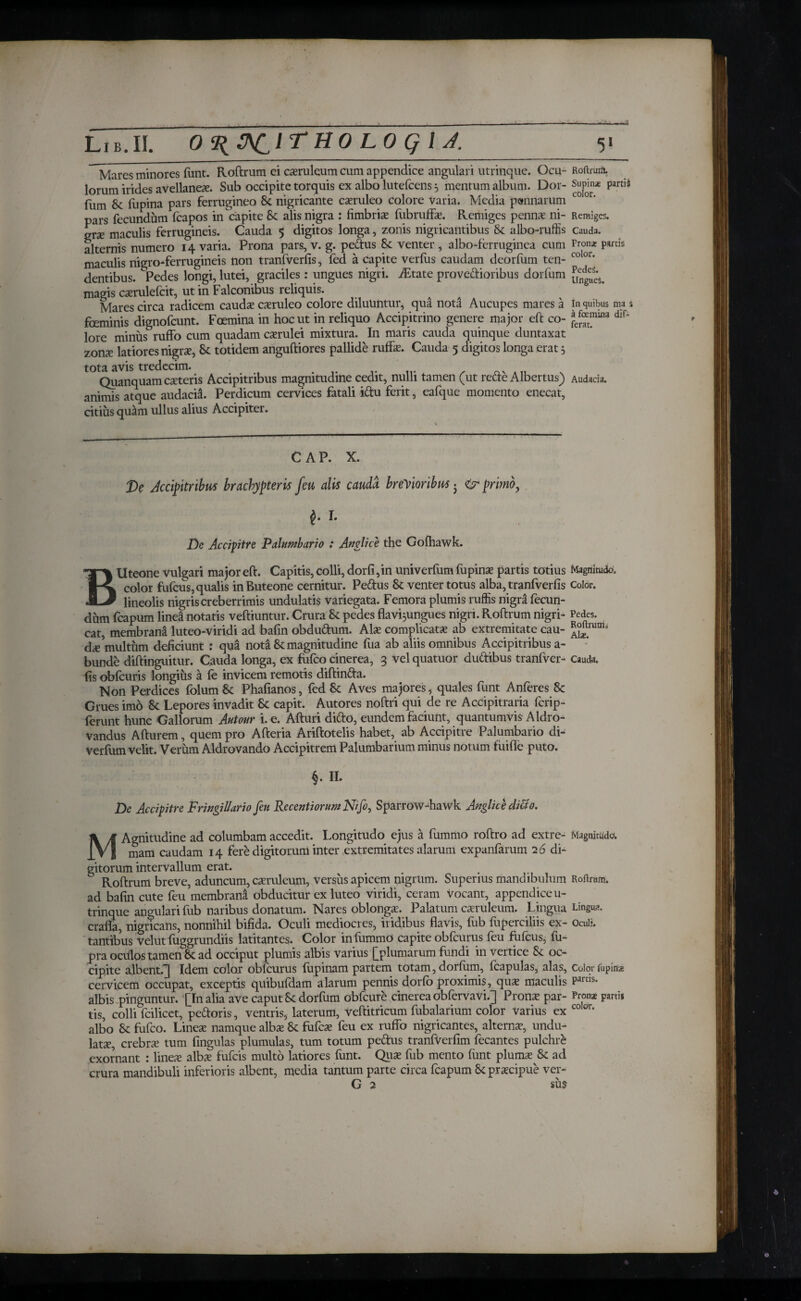 — Lib.II. O^nClTHOLOQU. 5 I Mares minores font. Roftrum ei caeruleum cum appendice angulari utrinque. Ocu¬ lorum irides avellanea?. Sub occipite torquis ex albo luteicens mentum album. Dor- fum Sc fopina pars ferrugineo Sc nigricante caeruleo colore varia. Media pennarum pars fecundum fcapos in capite Sc alis nigra : fimbria fubruffe. Remiges penna? ni¬ gra maculis ferrugineis. Cauda 5 digitos longa, zonis nigricantibus Sc albo-ruffis alternis numero 14 varia. Prona pars, v. g. pedtus Sc venter, albo-fcrruginea cum maculis nigro-ferrugineis non tranfverfis, fed a capite verfos caudam deorfum ten¬ dentibus. Pedes longi, lutei, graciles: ungues nigri. iEtate provedioribus dorfum magis casrulefcit, ut in Falconibus reliquis. Mares circa radicem caudae caeruleo colore diluuntur, qua nota Aucupes mares a fceminis dignofcunt. Foemina in hoc ut in reliquo Accipitrino genere major eft co¬ lore minus ruffo cum quadam caerulei mixtura. In maris cauda quinque duntaxat zonae latiores nigra, & totidem anguftiores pallide ruffe. Cauda 5 digitos longa erat, tota avis tredccim. Quanquam caeteris Accipitribus magnitudine cedit, nulli tamen (ut rede Albertus) animis atque audacia. Perdicum cervices fatali idu ferit, eafque momento enecat, citius quam ullus alius Accipiter. Roftrura. Supinas partii color. Remiges. Cauda. Pron* partis color. PedeS. Ungues. In quibus ma s a foemina dif¬ ferat. Audacia. CAP. X. De Accipitribus brachypteris feu alis cauda breYioribus j φ- primo y I. De Accipitre Pahmbario : Amlice the Gofhawk. BUteone vulgari major eft. Capitis, colli, dorfi,in univerfom fopina? partis totius Magnitudo, color fufcus, qualis in Buteone cernitur. Pedus Sc venter totus alba, tranfverfis Color, lineolis nigris creberrimis undulatis variegata. Femora plumis ruffis nigra fecun¬ dum foapum linea notatis veftiuntur. Crura Sc pedes flavi^ungues nigri. Roftrum nigri- Pedes, cat, membrana luteo-viridi ad bafin obdudum. Afe complicata ab extremitate cau- ^rum’ d^multum deficiunt : qua nota Sc magnitudine fua ab aliis omnibus Accipitribus a- bunde diftinguitur. Cauda longa, ex fufco cinerea, 3 velquatuor dudibus tranfver¬ fis obfcuris longius a fe invicem remotis diftinda. Non Perdices folum Sc Phafianos, fed Sc Aves majores, quales font Anferes Sc Grues imo Sc Lepores invadit Sc capit. Autores noftri qui de re Accipitraria fcrip- ferunt hunc Gallorum Antour i. e. Afturi dido, eundem faciunt, quantumvis Aldro- vandus Afturem, quem pro Afteria Ariftotelis habet, ab Accipitre Palumbario di- verfum velit. Verum Aldrovando Accipitrem Palumbarium minus notum fuifie puto. §. II. Cauda. De Accipitre Fringillario feu RecentiorumNfo, Sparrow-hawk Anglice dicto. MAgnitudine ad columbam accedit. Longitudo ejus a fummo roftro ad extre¬ mam caudam 14 fere digitorum inter extremitates alarum expanfarum 2 6 di¬ gitorum intervallum erat. Roftrum breve, aduncum, caeruleum, versus apicem nigrum. Superius mandibulum ad bafin cute feu membrana obducitur ex luteo viridi, ceram vocant, appendice u- trinque angulari fob naribus donatum. Nares oblongas. Palatum caeruleum. Lingua crafla, nigricans, nonnihil bifida. Oculi mediocres, iridibus flavis, fob fuperciliis ex- tantibus velut fuggrundiis latitantes. Color in fummo capite obfcurus feu fufcus, fu- pra ociilos tamen Sc ad occiput plumis albis varius [plumarum fundi in vertice & oc¬ cipite albent.] Idem color obfcurus fupinam partem totam, dorfum, fcapulas, alas, cervicem occupat, exceptis quibuidam alarum pennis dorfb proximis, quas maculis albis pinguntur. [In alia ave caput Sc dorfum obfcure cinerea obfervavi.] Prona? par¬ tis, colli fcilicet, pedoris, ventris, laterum, veftitricum fubalarium color Varius ex albo Sc fufco. Lineae namque alba? Sc fufca? feu ex ruffo nigricantes, alterna?, undu¬ lata?, crebra tum fingulas plumulas, tum totum pedus tranfVerfim fecantes pulchri exornant : linea? alba? fufcis multo latiores font. Qua? fob mento font pluma? Sc ad crura mandibuli inferioris albent, media tantum parte circa fcapum Sc praecipue ver- G 2 sus Magnitude. Roftrum. Lingua. Oculi. Color fupinas partis. Pronae partis color.