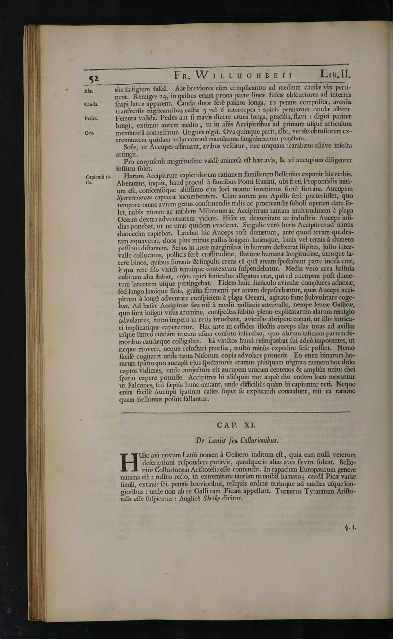 5* Cauda. Pedes. Ova. Capiendi ra¬ tio. F R. W I L L U G Η B E f I LlB.il. sus faftigium fufd. Alse breviores cum complicantur ad medium caudas vix perti¬ nent. Remiges 24, in quibus etiam prona parte lineas fufcs obfcuriores ad interius fcapi latus apparent. Cauda duos fere palmos longa, 12 pennis compofita, areolis tranfverfis nigricantibus redis 5 vel 6 intercepta : apicis pennarum caudas albent. Femora Valida. Pedes aut fi mavis dicere crura longa, gracilia, flavi : digiti pariter longi, extimus autem medio , ut in aliis Accipitribus ad primum ufque articulum membrana conneflitur. Ungues nigri. Ova quinque park, alba* versus obtufiorem ex¬ tremitatem quadam velut corona macularum fanguinearum punflata. Solis, ut Aucupes affirmant, avibus vefcitur, nec unquam fcarabasos aliave iiifeda attingit. Pro corpufculi magnitudine valde animofa eft hasc avis, & ad aucupium diligenter inftitui folet. Horum Accipitrum capiendorum rationem familiarem Bellomus exponit hisverbi3. Aberamus, inquit, haud procul a faucibus Ponti Euxini, ubi freti Propontidis initi¬ um efl, confcenfoque altiflimo ejus loci monte inveninms forte fortuna Aucupem Spervchorum capturae incumbentem. Cum autem jam Aprilis fere prsteriiflet, quo tempore omne avium genus conftruendis nidis ac procreanda ibboli operam dare io- let, nobis mirum ac infolens Milvorum ac Accipitrum tantam multitudinem a plaga Oceani dextra adventantem videre. Hifce ea dexteritate ac induftria Auceps infi- dias ponebat, ut ne unus quidem evaderet. Singulis vero horis Accipitres ad minus duodecim capiebat. Latebat hic Auceps poft dumetum, ante quod aream quadra¬ tam aequaverat, duos plus minus paflus longam latamque, binis vel ternis a dumeto paflibus diftantem. Senos inares marginibus in humum defixerat ftipites, jufto inter¬ vallo collocatos, pollicis fere craflitudine, ftaturs humans longitudine, utroque la¬ tere binos, quibus fummis Sefingulis crena ea qua aream fpeflabant parte incifa erat, e qua rete filo viridi tenuique contextum fufpendebatur. Media vero area haftula cubitum alta flabat, cujus apici funiculus alligatus erat, qui ad aucupem poft dume¬ tum latentem ufque pertingebat. Eidem huic funiculo aviculs complures adnexa?, fed longo laxoque fatis, grana frumenti per aream depafcebantur, quas Auceps acci¬ pitrem a longe adventare confpiciens a plaga Oceani, agitato fune Sub volitare coge¬ bat. Ad hafce Accipitres feu nifi a medii milliaris intervallo, nempe leuca? Gallics, quo funt infigni vifus acumine, confpeflas fubito pleno explicatarum alarum remigio advolantes, tanto impetu in retia irruebant, aviculas abripere conati, ut illis intrica¬ ti implicatique caperentur. Hac arte in caffides illedtis auceps alas totas ad axillas ufque linteo cuidam in eum ufum confuto inferebat, quo alarum infimam partem fe¬ moribus caudsque colligabat. Ita vinflos humi relinquebat fui adeo impotentes, ut neque movere, neque reluflari prorfus, multo minus expedire fefe pofiint. Nemo facile cogitaret unde tanta Niforum copia advolare potuerit. Eo enim binarum ho¬ rarum fpatio quo aucupii ejus fpeflatores eramus plufquam triginta numero hoc dolo captos vidimus, unde conjeflura efl aucupem unicum centenos & amplius unius diei fpatio capere potuifie. Accipitres hi alioquin non seque diu eodem loco morantur ut Falcones, fed fspius hunc mutant, unde difficilius quam hi capiuntur reti. Neque enim facile Aucupii fpatium cafles fuper fe explicandi concedunt, nifi ea ratione quam Bellonius poiiiit fallantur. CAP. XI. De Laniis feu Collurionibus. HUic avi novum Lanii nomen a Geinero inditum efl, quia eam nulli veterum defcriptioni refpondere putavit, quodque in alias aves fievire ioleat. Bello¬ nius Collurionem Ariftotelis efle contendit. In rapacium Europsarum genere minima efl : roftro reflo, in extremitate tantum nonnihil hamato j caudd Pies varis fimili, extimis fci. pennis brevioribus, reliquis ordine utrinque ad medias ufque lon¬ gioribus : unde non ab re Galli eam Picam appellant. Turnerus Tyrannum Arifto¬ telis efle fuipicatur : Anglice Shrike dicitur.