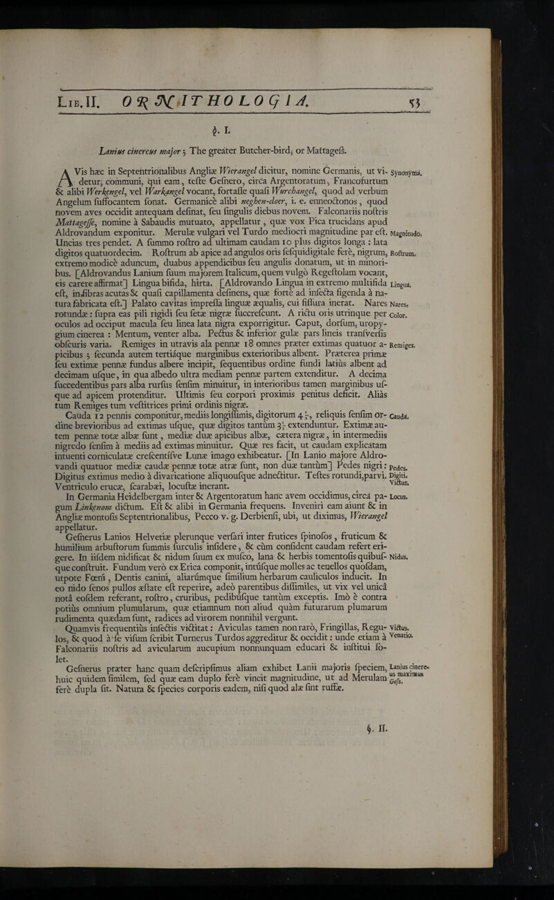 i. Lanius cinereus major 5 The greater Butcher-bird* or Mattageis. AVis hxc in Septentrionalibus Anglia? Wierangel dicitur, nomine Germanis, ut vi» synonyma. detur, communi, iqui eam, tefte Geinero, circa Argentoratum, Francofurtum Se alibi Werkgngel, vel Warkangel vocant, fortafle quali Wurchangel, quod ad verbum Angelum iuffocantem fonat. Germanice alibi neghen-doer, i. e. enneoftonos, quod novem aves occidit antequam delinat, feu lingulis diebus novem. Falconariis noftris Mattagejfe, nomine a Sabaudis mutuato, appellatur , quas vox Pica trucidans apud Aldrovandum exponitur. Merulae vulgari vel Turdo mediocri magnitudine par eft. Magnitudo, Uncias tres pendet. A fummo roftro ad ultimam caudam 10 plus digitos longa : lata digitos quatuordecim. Roftrum ab apice ad angulos oris fefquidigitale fere, nigrum, Roftrum. extremo modice aduncum, duabus appendicibus feu angulis donatum, ut in minori¬ bus. [Aldrovandus Lanium luum majorem Italicum, quem vulgo Regeftolam vocant, eis carere affirmat] Lingua bifida, hirta. [Aldrovando Lingua in extremo multifida Lingua, eft, inffibras acutas Se quali capillamenta delinens, quae forte ad infefra figenda a na¬ tura fabricata eft.] Palato cavitas imprefla linguae aequalis, cui fiflura inerat. Nares Nares, rotundae : fupra eas pili rigidi feu fetae nigrae luccrefcunt. A rictu oris utrinque per color, oculos ad occiput macula feu linea lata nigra exporrigitur. Caput, dorfum, uropy- gium cinerea : Mentum, venter alba. Pedtus Se inferior gulae pars lineis tranfverfis obfcuris varia. Remiges in utravis ala pennae 18 omnes praeter extimas quatuor a- Remiges, picibus 5 fecunda autem tertiaque marginibus exterioribus albent. Praeterea primae feu extimae pennae fundus albere incipit, fequentibus ordine fundi latius albent ad decimam ufque, in qua albedo ultra mediam pennae partem extenditur. A decima fuccedentibus pars alba rurfus fenlim minuitur, in interioribus tamen marginibus uf¬ que ad apicem protenditur. Ultimis feu corpori proximis penitus deficit. Alias tum Remiges tum veftitrices primi ordinis nigrae. Cauda 12 pennis componitur, mediis longimmis, digitorum 4 'r, reliquis fenfim or- cauda, dine brevioribus ad extimas ufque, quae digitos tantum 3- extenduntur. Extimae au¬ tem pennae totae albae fiint, mediae dux apicibus albae, extera nigrae, in intermediis nigredo fenfim a mediis ad extimas minuitur. Quae res facit, ut caudam explicatam intuenti corniculatae crefeentilve Lunae imago exhibeatur. [In Lanio majore Aldro- vandi quatuor medix caudae pennae totae atrae lunt, non dux tantum] Pedes nigri: Pe(les> Digitus extimus medio a divaricatione aliquoulque adnettitur. Teftes rotundi,parvi. Digiti* Ventriculo erucx, fcarabxi, locuftx inerant. Vlitus* In Germania Heidelbergam inter Se Argentoratum hanc avem occidimus, circa pa- Locus, gum Linkenom diftum. Eft Se alibi in Germania frequens. Inveniri eam aiunt Se in Anglix montofis Septentrionalibus, Pecco v. g. Derbienfi, ubi, ut diximus, Wierangel appellatur. Geiherus Lanios Helvetix plerunque verfari inter frutices fpinofos, fruticum Se humilium arbuftorum furnmis furculis infidere, Se cum confident caudam refert eri¬ gere. In iifdem nidificat Se nidum fuum ex mufeo, lana Se herbis tomentofis quibuf- Nidus, que conftruit. Fundum vero ex Erica componit, intfiique molles ac tenellos quoidam, utpote Fcerii, Dentis canini, aliarumque fimilium herbarum cauliculos inducit. In eo nido fenos pullos xftate eft reperire, adeo parentibus diffimiles, ut vix vel unica notd eofdem referant, roftro, cruribus, pedibhfque tantum exceptis. Imo e contra potius omnium plumularum, qux etiamnum non aliud quam futurarum plumarum rudimenta quxdam funt, radices ad virorem nonnihil vergunt. Quamvis frequentius infe&is viftitat: Aviculas tamen non raro, Fringillas, Regu- viaus. los, Se quod afe vifum feribitTurnerus Turdos aggreditur Se occidit: unde etiam a Venatlci· Falconariis noftris ad avicularum aucupium nonnunquam educari Se inftitui fo- let. Gefherus prxter hanc quam defcripfimus aliam exhibet Lanii majoris ipeciem, Lanius cinere* huic quidem fimilem, fed qux eam duplo fere vincit magnitudine, ut ad Merulam G^axiIBU* fere dupla fit. Natura Se ipecies corporis eadem, nifi quod alx fint ruffx. ^ II.