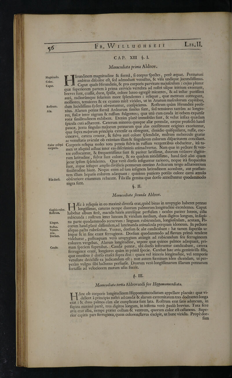 Manucoiiata prhna Aldrov. Magnitudo. Color. Capuc. H Irundinem magnitudine Sc forma, fi corpusdpedes, pene squat. Pennaium ambitus difcolor eft, fed admodum venuftus, Sc vifu undique jucundiflimus. Caput quale Hirundinis, Sc pro corporis parvitate majufculum : cujus plums qus iiiperiorem partem a prima cervicis vertebra ad roftri ufque initium exoinant, breves iunt, crafts, durs, fpifls, colore luteo egregie micantes, Sc ad inftar puriflimi auri radiordmque iolarium more iplendentes : reliqus , qus mentum contegunt, molliores, tenuiores Sc ex cyaneo mire virides, ut in Anatum mafculorum capitibus, Roftrum. dum lucidiflimo fyderi obvertuntur, confpicimus. Roftrum quam Hirundini proli- Alar xius Alarum pennsformi Ardearum fimiles funt, fed tenuiores tantum ac longio¬ res fuics inter nigrum Sc ruffum fulgentes 5 qus una cum cauda in orbem txpanfs rots fimilitudinem exhibent. Etenim plane immobiles funt, Sc velut infixa qusdam fpicula cuti adhsrent. Csterum minores quoque alis pennuls, esque profedo haud paucs juxta fingulas majorum pennarum qus alas conftituunt origines exoriuntur, qus fupra majorum principia extenfs ea obtegunt, dimidio quifquiliats, ruffs, coc- cinesve, cstera croces, Sc fulvo auri colore fplendids, multum mehercule gratis ac venuftatis aviculs ob eximiam illam Sc lingularem colorum difparitatem conciliant. Color reliqui Corporis reliqua moles tota pennis fulvis in ruffum vergentibus obducitur, ita ta- eorporis. men ut aliquid adhuc inter eas dilcriminis animadvertas. Nam qus in pectore Sc ven¬ tre collocantur, Sc frequentiffims funt Sc pariter latiftims, duorum triumve digito¬ rum latitudine, fulvs funt colore, Sc eo quidem nitidiflimo, haud fane alio quam iecur ipfum fplendentes. Qus vero dorfo infiguntur rariores, neque ita frequentes funt atque inluper amplis divifuris pennarum omnino Ardearum tergo adhsrentium fimilitudine hiant. Neque enim ad tam infignem latitudinem accedunt, aut prsftan- tem illum hepatis colorem adsquant: quinimo puniceo potius colore carni smulo Filadorfi. obicuriore etiamnum relucent. Fila illa gemina qus dorib anneduntur quodammodo nigra iunt. §. II. Manucodiata fecunda. Aldrov. HiEc a reliquis in eo maxime diverfa erat,quod binas in uropygio haberet pennas longiftimas, csteras nempe duorum palmorum longitudine excedentes. Caput Roftrum. habebat album fere, maculis luteis aureifque perfufum : oculos pariter luteos, cilia rubicunda : roftrum inter luteum Sc viridum medium, duos digitos longum, iniupi- Lineua na parte quodammodo recurvum : linguam rubicundam, longiuiculam, acutam, Pi- Peaus.* eorum haud plane diflimilem,ad lancinanda animalcula perquam idoneum. In pedore venter. aliquo pado rubeicebat. Venter, dotium Sc ais candicabant: hs tamen iuperius u- bique Sc in fine erant ferrugines. Dorfum quodammodo ad flavum primo tendere Dorfum. vi3cbatur ? pofteaquam vero uropygium attingit ad rubicundum feu ferrugineum colorem vergebat. Alarum longitudine, utpote qus quinos palmos adsquant, pri- CaucU. mam fpeciem fuperabat. Cauds penns, ubi dorfo inferuntur candicabant, cstera ferrugines erant, longiores qu^m in prima ipecie. Carebat hsc avis geminis ilis filis, qus omnibus e dorfo^enafei fupra dixi: quare vel itineris longitudine, vel temporis vetuftate decidifle ea judicandum eft 5 non autem foeminam ideo dicendam, ut per¬ peram vulgus fibi hadenus perfuafit. Duarum vero longiffimarum illarum pennarum fortaffis ad velociorem motum ufus fuerit. III. Manucodiata tertia Aldrovandi fw Hippomanucodiata. HAnc ob corporis longitudinem Hippomanucodiatam appellare placuit: qus vi¬ delicet a principio roftri ad cauds Sc alarum extremitatem tres dodrantes longa erat : Sc duos palmos cum ais complicats funt lata. Roftrum erat fatis aduncum, in fupina maxime parte, tres digitos longum, in inferna vero paulo brevius. Tota fere avis erat alba, nempe prster collum Sc ventrem, quorum color eft caftaneus. Supe¬ rior capitis pars ferruginea, quem coloremflavus excipit, ut hunc viridis. Prope dor-