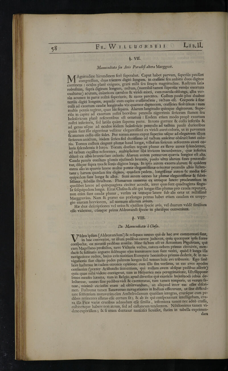 I Fr. W I LLUGHBElI LlR.II. §. vir. ) Manucodiata feu Avis Paradifi altera MarggraV. « . · MAgnitudine hirundinem fere fuperabat. Caput habet parvum, fuperius pauluiri compreflum, duas trientes digiti longum, in craffitie feu ambitu duos digitos continens : oculos plane exiguos, grani milii feu finapis magnitudine. Roftrum fatis robuftum, iupra digitum longum, rectum, (nonnihil tamen fuperius versus exortum exaltatur) acutum, coloris ex caeruleo 8c viridi mixti, tum macula oblonga, alba ver¬ sus acumen in parte roftri fuperioris, & nares patentes. Collum paulo plus duabus tertiis digiti longum, squalis'cum capite craffitudims, redum eft. Corporis a fine colli ad exortum cauds longitudo vix quatuor digitorum, craffities fere trium : nam multis pennis tegitur, quas hic feparo. Alarum langitudo quinque digitorum. Supe¬ rius in capite ad exortum Roftri brevibus pennulis nigerrimis fericeum ltamen feu holofericum plane referentibus eft ornatum : Eodem etiam modo prope exortum roftri inferioris, fed latius quam fuperna parte. In toto gutture & collo inferius & ad genas ufque ad oculos itidem holofericis pennulis ad tadum paulo durioribus quam funt ilis nigerrims veftitur elegantiffimi ex viridi aurei coloris, ut in pavonum anatum collo efte folet. Per totum autem caput fuperius ufque ad elegantem illum fericeum amidum, itidem ferico fed duriflimo ad tadum amicitur obfcure lutei colo¬ ris. Totum collum cingunt plumae haud longa?, villofum fericum referentes aurei co¬ loris fplendentis e luteo. Totum dorfum tegunt plums ex flavo aures fplendentes, ad tadum capillos referentes, multipliciter fibi invicem incumbentes, qus inferius dilute ex albo brunni funt coloris. Alarum autem pennarum quaevis longior eft alia. Cauda paucis conftans plumis ejufmodi brunnis, paulo ultra alarum fines protendi¬ tur eft que fupra tres Se femis digitos longa. In ipfo autem exortu alarum 8c quidem extra alas in quovis latere multae pennae elegantiflims oriuntur pennulis albis fuften- tatae 5 harum quaedam fex digitos, quaedam pedem, longiflims autem & medis fef- quipedem funt longs St albs. Sunt autem omnes hs plums elegantiffims & fubti- liifims, fubtilis ftrudurs. Plumarum numerus ex utroque latere prodeuntium in quolibet latere ad quinquaginta circiter accedit, inter quas funt quadraginta fingu- Is fefquipedem longs. Errat Clufius St alii qui longas illas plumas pro cauda reputant, non enim funt cauds plums , verum ex utroque latere fub alis orts ut rediflime Marggravius. Nam 8t prster eas prslongas pennas habet etiam caudam ex uropy- gio enatam breviorem, ad normam aliarum avium. Hs dus defcriptiones vel unius St ejufdem fpecie avis, vel duarum valde limilium effe videntur, cumque prima Aldrovandi fpecie in plerifque conveniunt. $. VIII. > j * i De Mtwucodiatk e Clufio. Video ipfum [Aldrovandum'] St reliquos omnes qui de hac ave commentati funt, in hoc convenire, ut illum pedibus carere judicent, quia quotquot ipfis fuere confpeds es nonnifi pedibus mutils. Hinc fadum eft ut Antonium Pigafetam, qui cum Magellano profedus, nave Vidoria vedus, totum orbem primus circuivit, men¬ dacii St falfitatis arguere fidemque ejus imminuere non funt veriti, quod e longa illa navigatione redux, hujus avis notitiam Europsis hominibus primus dederit, St in na¬ vigationis fus diario pedes palmum longos fed tenues huic avi tribuerit. Ego fane licet hadenus in eadem erronea opinione cum illis fim verfatus, ut eas aves apodes cenfuerim (prster Ariftotelis fententiam, qui nullam avem abfque pedibus aflerit) quia quas mihi videre contigerat, tum in Hifpanica mea peregrinatione, Ulyffippone binos menies hsrens, tum in Belgio apuddiverios qui exoticis hujufmodi rebus de- ledantur, omnes fine pedibus vidi 8t exenteratas, tum tamen temporis, ut verum fa¬ tear , minime curiofus eram ad obfervandum, an aliquod inter eas eflet difcri- men. Poftrems tamen Batavorum navagationes in Indiam effecerunt, ut fine difficul¬ tate fententiam mutaverim cum Amftelredamum quaidam integras, cruraque cum pe¬ dibus retinentes allatas efle certum fit, St ab iis qui confpexerunt intelligebam, cru¬ ra illa Pies varis cruribus admodum efle fimilia , infirmiora tamen nec adeo crafla, coloremque habere non atrum, fed ad caftaneum tendentem. Nihilominus tamen vi¬ dere cupiviflem j Sc fi unam duntaxat nanfeifei licuiflet, ftatim in tabella exprimen¬ dam