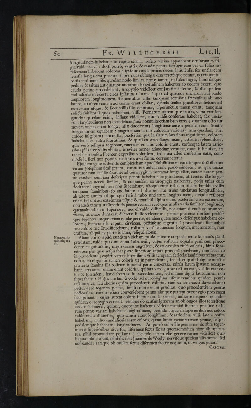 5o F R. W I l t u G Η B E I ί LtE.ll. longitudinemhabebat : in capite etiam, roftro vicina apparebant oculorum vefti- gia valde parva : dorfi porro, ventris, Si caud* penn* ferrugineum vel ex fufco ru- fefcentem habebant colorem : ipfaque cauda pennis decem latiulculis4 fex uncias cum femifle longis erat prodita, fupra quas oblongs duae teretefque penna?, nervis aut fu- toriis cerdonum filis quodammodo fimiles, firmae tamen, ex fufco nigrae, binorumque pedum trium aut quatuor unciarum longitudinem habentes ab eodem exortu quo caudae pennae procedebant, uropygio videlicet conjundim infert*, Si ill* quidem eraifiuiculs in exortu circa ipiarum tubum , a quo ad quatuor unciarum aut paulo ampliorem longitudinem, frequentibus villis tamquam tenuibus flaminibus ab uno latere, ab altero autem ad ternas erant obfit*, deinde fenfim graciliores fiebant ad extremum ufque, Si licet villis illis deftituts, afperiufcul* tamen erant, tamquam refe&i fuiflent fi quos habuerant, villi. Pennarum autem qu* in alis, varia erat lon¬ gitudo : qu*dam enim, infim* videlicet, quas valde confertas habebat, fex uncia¬ rum longitudinem non excedebant, imo nonnull* etiam breviores 5 qu*dam odo aut novem uncias erant long* , ali* duodecim ; longiffim* autem pedalem cum femifle longitudinem *quabant : magna etiam in illis colorum varietas 5 nam qu*dam, auri colore fulgebant 5 nonnull*, pr*fertim qu* in alarum lateribus anguftiores, colorem habebant ex fufco fubrutilum. Si quaii ex atro fanguineum, attamen fplendidum ; qu* vero reliquas tegebant, cineracei ex albo coloris erant, eammque latera rario¬ ribus pilis five villis obfita 5 breviter omnes admodum venuft*, quas, fi licuiflet, in tabella propofita libenter expreflas voluiflem, fed quia adeo confertim nat*, com¬ mode id fieri non potuit, ne totius avis forma corrumperetur. Ejufdem generis deinde confpiciebam apud Nobiliffimum eundemque dodiffimum virum Jofephum Scaligerum, corporis quidem mole paulo minorem, ut qu* uncias quatuor cum femifle a capite ad ouropygium duntaxat longa eflet, caud* autem pen- n* eandem cum jam defcript* pennis habebant longitudinem, at teretes ill* long*- que penn* nervis fimiles, Si conjundim ex uropygio nafcentes, pedis unius cum dodrante longitudinem non fuperabant, alioqui circa ipfarum tubam fimilibus villis tanquam flaminibus ab uno latere ad duarum aut trium unciarum longitudinem, ab altero autem ad quinque fere a tubo unciarum longitudinem, deinde exiliores etiam fiebant ad extremum ufque, Si nonnihil afpir* erant, prsfertim circa extremum, non adeo tamen uti fuperioris penn*: earum vero qu* in alis varia fimiliter longitudo, quemadmodum in fuperiore, nec ei valde diffimilis, nec etiam diverfa colorum va¬ rietas, ut state duntaxat difcret* fuifle videantur : penn* prsterea dorfum peduf- que tegentes, atque etiam caud* penn*, eundem quem modo defcript* habebant co¬ lorem; flamina illa caput, cirvicem, pedufque tegentia a prscedentis flaminibus nec colore nec fitu differebant 5 roftrum vero fefcunciam longum, mucronatum, non craflum, aliqua ex parte fuicum, reliqui album. Manucodiata Aliam porro apud eundem videbam paulo minore corporis mole Si minus plan£ ininorisgene- proditam, valde parvum caput habentem, cujus roftrum squalis pene cum prsce- dente magnitudinis, magis tamen anguftum, Si ex csruleo fufci coloris, binis fora¬ minibus per qu* refpirabat parte fuperiore capiti proximd prsditum, non fecus ac in prscedente 5 capitis vertex breviflimis villis tanquam fericeis flaminibus tedus erat, non adeo elegantis tamen coloris ut in prscedente , fed flavi quafi fuligine infedi: prsterea flamina illa roftrum fupremd parte cingentia, minus latum ipatium occupa¬ bant, atri tamen etiam erant coloris; quibus vero guttur tedumerat, viridis erat co¬ lor Si fplendens, haud fecus ac in prscedentibus, fed minimi digiti latitudinem non fuperabant : Hujus dorfum a collo ad ouropygium ufque tenuibus quidem pennis tedum erat, fed alterius quam prscedentis coloris; nam ex cineraceo flavefcebant: pedus vero tegentes penn*, fimili colore erant prsdits, quo prscedentium penn* pedorales; cum iis etiam conveniebant penn* ill* qu* partem ouropygio proximam occupabant : cujus autem coloris fuerint caud* penn*, indicare nequeo, quando¬ quidem ouropygio carebat, eamque ob cauiam ignorem an oblongos illos teterefque nervos habuerit, quibus, quotquot hadenus videre memini fuerunt prsdits : ala¬ rum penn* variam habebant longitudinem, perinde atque in fuperioribus nec colore valde erant diflimiles, qu* tamen erant longiffim*, Si rarioribus villis latera obfita habebant, multo candidioris erant coloris, quam fupra memoratarum penn*, fefqui- pedalemque habebant, longitudinem. An porro color ille pennarum dorfum tegen¬ tium a fuperioribus diverfus, diicrimen iexus faciat quemadmodum nonnulli opinan¬ tur, nihil pronunciare polium; e fecundo tamen effe genere earum videlicet quas Papu* infui* alunt, mihi dicebat Joannes deWeely, nerviique quidem illis carere, fed non cauda: eamque ob caufam fexus diicrimen facere nequeant, ut vulgus putat. Csterum
