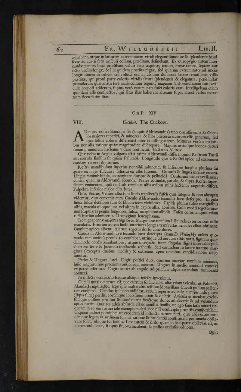 sequabant, atque in latiorem extremitatem viridi elegantiffimoqUe & fplendente haud fecus ac auatis ferae mafculi collum, praeditam, delinebant. Ex ouropygio autem inter caudae pennas binae prodibant veluti fetae aequinae, tenues, firmae tamen, feptem aut ofto uncias longae, 6c illae quidem prorfus nigrae, fed quarum extremitates ad unciae longitudinem in orbem convolutae erant, ab uno duntaxat latere tenuiffimis villis praeditae, qui pronai parte coloris viridis faturi fplendentis & elegantis, pene inftar pennularum quae anatis fere maris collum tegunt, magnam fane venuftatem toto avi¬ culae corpori addentes, fupina vero earum pars fufci coloris erat. Intelligebam etiam quofdam effe confpe&os, qui fetas illas haberent alteram fuper altera verfus extre¬ mam decuflatim fitas. GAP. XIV. VIII. Cuculus. The Cuckow. AUcupes noftri Bononienfes (inquit Aldrovandus) uno ore affirmant & Cucu¬ los majores reperiri, 8t minores, & illos praeterea duorum effe generum, fed quae folius coloris differentia inter fe diftinguantur. Minores vero a majori¬ bus non alia ratione quam magnitudine difcrepare. Majoris utriufque icones daturi fumus 3 minorem ha&enus videre non licuit. Hattenus Aldrov. Quae nobis in Anglia vulgaris eft a prima Aldrovandi differt, quod Roftrurti Turdi aut merulae fimilius fit quam Palumbi. Longitudo ejus a Roftri apice ad extremam caudam 12 erat digitorum. Roftri mandibulum fuperius nonnihil aduncum & inferiore longius plurima fui parte ex nigro fufcum : inferius ex albo luteum. Os intus 6c lingua intense crocea. Lingua minime bifida, extremitate duriore & pellucidi Oculorum irides avellaneae · contra quam in Aldrovandi fecunda. Nares rotundae, patulae, 8c fupra Roftri fuper- ficiem eminentes, qua nod ab omnibus aliis avibus mihi ha&enus cognitis differt. Palpebra inferior major cilia lutea. Gula, Pedtus, Venter alba funt lineis tranfverfis fufcis quae integrae & non abrupta: videntur, quo convenit cum Cuculo Aldrovando fecundo loco defcripto. In gula lines fufcae denfiores funt & fibi invicem viciniores. Capitis plums fufcae marginibus albis, macula quoque una vel altera in capite alba. Dorfi& Colli medii tegetes nec- non fcapulares pennae longiores, fufcae, marginibus albidis. Fufco colori aliquid etiam ruffi fparfim admifcetur. Uropygium leucophaeum. Remiges pennae majores nigriores. Marginibus omnium a fecunda exterioribus ruffa maculatis. Priorum autem limbi interiores longas tranfverfas maculas albas obtinent. Omnium apices albent. Alarum tegetes dorfo concolores. Cauda in Aldrovandi ave fecundo loco defcripta (nam D. WiUughhy nefcio quo¬ modo eam omifit) pennis 10 conflabat, utrinque ad nervum albis notis, figuram quo¬ dammodo cordis smulantibus, atque interjecto inter lingulas digiti intervallo pul¬ cherrima ferie & jucundo fpedtaculo refperfis. Sed earundem in latere interno mar¬ gines (exceptis duabus mediis) & extremus apex omnibus candidis notis infig- niuntur. . Pedes & Ungues lutei. Digiti poftici duo, quorum interior omnium minimus huic magnitudine proximus anticorum interior. Ungues in medio nonnihil concavi ex parte inferiore. Digiti antici ab angulo ad primum ufque articulum membrani connexi. In diffedti ventriculo Erucas aliaque infedta invenimus. Cuculi nutrix curruca eft, nec curruca folumfed & alia: etiam avicula?, ut Palumbi Alauda?,Fringilla?,&c. Egoipfe multis aliis teftibus Motacillam Cuculi pullum pafcen- tem confpexi. Cuculus ipfe non nidificat, verum reperto avicula? alicujus nido · ova (fiqua funt) perdit, eorumque loco fuum ponit & defcrit. Avicula ei incubat exclu- lumque pullum pro fiio ftudiose nutrit fovetque donec adoleverit & ad volandum aptus fuerit. Qua? res adeo abfurda eft & monftri fimilis, ut ego fane fatis mirari ne¬ queam m rerum natura tale exemplum dari, nec nifi oculis ipfe propriis confpexiffem unquam induci potuiffem ut crederem id inftindlu natura? fieri, qua? alias unam ean- demque legem & ordinem fumma ratione & prudentia conftitutam per omnia obfer- vare folet, ubique fui fimilis. Lex autem Sc ordo quem in hac parte obfervat eft ut manes nidificent, fi opus fit, ovaincubent, 8c pullos exclufos educent. Quid
