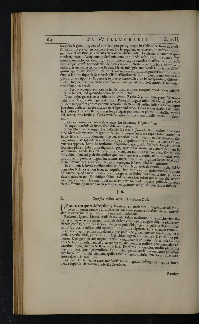 54 breviora Sc graciliora, nec ita torofa fupra genu, neque in tibiis adeo firma ac crafla. Color rodro per totum corpus fulvus, feu ferrugineus ex cinereo, in pedore potiffi^ mum ubi etiam fubnigris maculis in longum du&is, indar Perdicum Sc Anatum qua- rundam, necnon Accipitrum pulcre minutimque diflindus eft. Prseter id etiam differt quod in univerfo corpore, magis vero dorfo Sc capite maculas quaidam incerti dudfis lituris nigris,craffis Sc quodammodo figuratis gerat. Noder vero iion ita piduratus ed fed in alarum pennis majoribus Sc cauda lineis fubnigris tranfverfis largiufculis didin- guitur, quibus ille deditutus ed. Sunt autem hae ita efformatae, praiertim in cauda ut fingula? latiores fuperne Sc inferne aliis fubtilioribus claudantur, indar fimbriarum tri¬ plici ordine difpofita?, Sc certis a fe mutuo intervallis, ut in Accipitribus didermi- natae. Ungues huic maximi Sc acutiffimi, at non nigri ut alteri fed cornei. Cauda utri¬ que admodum brevis. 3. Tertius fecundo per omnia fimilis apparet , hoc excepto quod tibias minime hirfutas habeat, fed quemadmodum Sc pedes debiles. Duas hujus generis aves vidimus in vivario Regio S. Jacobi dido prope Wedmo- naderium. Magnitudo lingulis Aquila? : Pedes ad ungues ufque hirfuti. Digiti antici quidem tres, verum eorum extimus retrorfum fle&i poted podici indar, adeo ut a?quo jure duos podicos habere dicatur ac reliqua* no&urna?. Color totius Baeticus Sc fimilis fere colori Ardea? dellaris, lituris longis nigris per medium plumarum du&is mediis fcil. nigris, oris Baeticis. Circa ventrem quoque lineis feu areolis tranfverfis deco¬ ratur. Irides oculorum ex rubro flavicantes feu flammes. Ungues longi. In rupibus arduis Sc inacceflis nidificare dicitur. Bubo ille quem Marggravius defcribit fub titulo Jacurutn Brafilienfium huic om nino idem efie videtur. Magnitudine, inquit, squat anieres: caput habet rotundum indar felis : rodrum aduncum, nigrum, fuperiori parte longius: oculos magnos eia tos, rotundos Sc fplendentes indar crydalli} in quibus interius circulus flavus versus extrema apparet. Latitudo oculorum aliquanto major groflo Mifnico. Prope aurium foramina plumas habet duos digitos longas, qus indar aurium in acutum delinunt & attolluntur. Cauda lata ed, neque ais pertingunt ad illius extremitatem Crura peri ms vedita ufque ad pedes in quibus quatuor digiti tres anterius, unus poderi fis ver fus, atque m quolibet unguis incurvatus niger, plus quam digitum longus & acutid fimus. Penns totius corporis eleganter variegats e flavo, albo Sc nigricante In altiflimis & inviis rupibus nidulari dicitur. Non Aviculas tantum rapit fed& .cuniculos 8t lepores non fecus ac Aquila. Imo vero (inquit Aldrovandus) nullum ed Animal quod tantum prsds noftu congerat ac Bubo, potiffimum dum pullos e- ducat adeo ut non fibi fmfque folum fed venatoribus etiam qui nidum didicerunt fatis lucri adferat. Hi enim dum ad aliam prsdam evolat, quam prius depofuerat clam Murantur, tantum tamen relinquentes quantum ad pullos nutriendos fufficiat X. §. II. Otus five nottua aurita. The Horn-Owl. 'Oemim erat quam defcripfimus; Pondere 10 unciarum, longitudine ab initio loftri ad finem cauds i4r digitorum Maximis pennis ad reftam lineam extenfo alarum extremitates 40 digitorum intervallo didabant. U3,US Roftrum nigrum. Lingua craffit & nonnihil bifida oculorum irides pulcherrimi· fl„ v?. Aurium opercula magna. Torquis faciem ceu Peplus cingens duplici plumari, circulo conflat, quorum exterior lineolis exiguis albis, nigris S? rufiis variegatur i^ tenor fub oculis ruffus; ub. contigui funt uterque nigricat. Qus infimum ventrem pedes, 8tc. tegunt plums ruffefcunt; qus peftus & gulam mediamnigrs funt mar¬ ginibus partim albis, partim flavis. Alasfubtus tegentes ruffefcunt; & ad fundos nri morum Remigum macula magna tranfverfa nigra cernitur. Superius in iofa al» el' xura Sc fub ala notha lata eftarea nigricans, aL minores ordini p^ramaUs £ Aientium nigro, cinereo Sc flavo vani funt. Dorfum alis concolor mediis ol.mLrnm tegetum plerunque nigricantibus. Cornua feu penns auricuias toalres pluS qu,bus media n,gra> “ «&. ·· ** inter- Remiges n