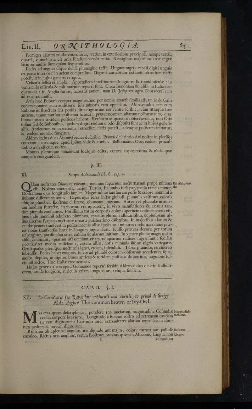 Remiges alarum cauds concolores, verum in exterioribus praecipue, nempe tertii, quarta, quinta lata eft area fundum versus ruffa. Remigibus majoribus ares nigrae latiores multo funt quam fequentibus. Pedes ad ungues ufque denia plumagine te&i. Ungues nigri; medii digiti unguis ex parte interiore in aciem compreflus. Digitus anticorum extimus retrorfum dedi poteft, ut in hujus generis reliquis. Veficula fellea ei ampla : Appendices intcftinorum longiores 8c tumidiuiculs : ia ventriculo oificula 8c pili murium reperti funt. Circa Bononiam & alibi in Italia fre¬ quens eft : in Anglia rarior, habetur tamen, nam D. JeJfop ex agro Eboracenfi eam ad nos tranfmifit. Avis hsc Buboni excepta magnitudine per omnia exade fimilis eft, unde & Galli eodem nomine cum additione fola minoris eam appellant. Aldrovandus eam cum Bubone in ftrudura feu potius fitu digitorum convenire feribit, cum utraque tres anticos, unum tantum podicum habeat, praeter normam aliarum nodurnarum, qua; binos anticos totidem pofticos habent. Verum iniis quasnos obfervavimus, non Otis iolum fed & Bubonibus, pedum digiti eodum modo difpofiti funt ac in hujus generis aliis. Anticorum enim extimus retrorfum fledi poteft, adeoque pofticum imitatur, & eodem munere fungitur. Aldrovandus duas Afionis fpecies deferibit. Prioris deicriptio Avi noftrs in plerifq? convenit : utramque apud ipfum vide & confer. Bellonianius Otus eadem procul· dubio avis eft cum noftra. Montes plerunque inhabitant locaque edita, contra atque nodua & ulula quae campeftribus gaudent. !IL XL Scops Aldrovandi lib. 8. cap. 4· . . - i' ' ' *' ‘i , /^\Uam noftrates Chinvino vocant, omnium rapacium nodurnarum prope minima Ex Aldrovan-- V) eft. Nodua minor eft, major Turdo, Palumbo fere par, paulo tamen minor. do· Dodrantem ejus longitudo implet. Magnitudine tantum corporis & colore nonnihil a Bubone differre videtur. Caput ejus teres inftar globuli, plumulis veftitum coloris ubique plumbei. Roftrum ei breve, obuncum, nigrum. Aures vel plumulae in auri¬ um modum furrefts, in mortuo vix apparent, in vivo manifeftiores Sc ex una tan¬ tum pinnula conftantes. Potiiiimus totius corporis color fuperficie tenus cinereus eft, hinc inde nonnihil admixto plumbeo, maculis plurimis albicantibus, & plufquam ul¬ lius alterius Rapacis nofturns ornatu pulcherrimo diftindus. In majoribus alarum 8c caudae pennis tranfverfim politae maculae alba; fpedantur minores: reliquas omnes prae- N ter notas tranfverfas linea in longum nigra fecat. Ruffo prstera decore per totum refpergitur, potiffimum circa collum Sc alarum initium. In ventre plums magis quam alibi candicant, quarum uti omnium etiam reliquarum radices nigrae funt : fed hae peculiariter medio ruffefeunt, caetera albae, notis minimis iifque nigris variegats. Oculi quales plerifque nodurnis ignei, crocei, fplendidi. Tibis plumofs,ex cinereo fubruffs. Pedes habet exiguos, fufeosad plumbi colorem obfcurum accedentes, fqua- mofos, depiles, in digitos binos anticos Sc totidem pofticos difpertitos, unguibus fuf- cis inftrudos. Hsc Italis frequens eft. Hujus generis aliam apud Germanos reperiri feribit Aldrovandus deferipta albidi¬ orem, cauda longiore, auriculis etiam longioribus, reliqua fimilem. CAP. II. §. I. XII. T>e Carnivoris feu Rapacibus noBurnis non auritis, primo de Strige Aldr. Anglice The common brown or Ivy-Owl. MAs erat quem deferipfimus, pondere 12^ unciarum, magnitudine Columbs Magnitudi»U verum corpore breviore. Longitudo a iummo roftro ad extremam caudam men ur2:’ 14 erat digitorum : Latitudo inter extremitates alarum expaniarum duo¬ rum pedum & novem digitorum. Roftrum ab apice ad angulos oris digitale aut majus, colore corneo aut pallide Rortrtmi. csruleo. Rittus oris amplior, verum Roftrum brevius quam in Alucone. Lingua non Lingam I admodum