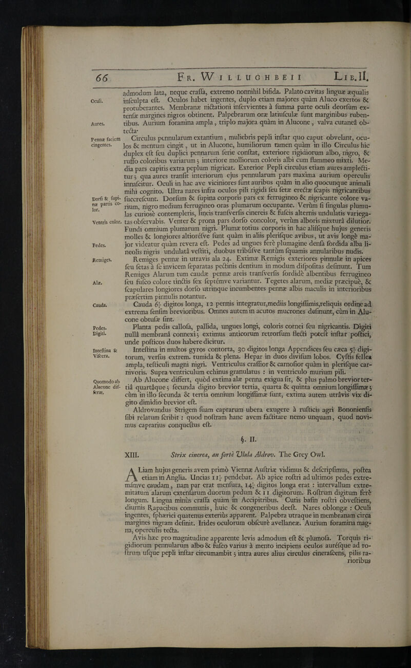 Oculi. Aurcs. Perm* faciem cingentes. Dorfi Sr fupi- nx partis co¬ lor. Ventris color. Pedes. Remiges. Alar. Cauda. Pedes. Digiti. Inteftina & Vifcera. Quomodo ab Alucone dif¬ ferat. admodum lata, neque craffa, extremo nonnihil bifida. Palato cavitas linguae aequalis infculpta eft. Oculos habet ingentes, duplo etiam majores quam Aluco exertos 8c protuberantes. Membranae niftationi infervientes a fumma parte oculi dcorfum ex- tenfie margines nigros obtinent. Palpebrarum orae latiufculae iunt marginibus ruben¬ tibus. Aurium foramina ampla, triplo majora quam in Alucone, valva cutanei ob- tefta· Circulus pennularum extantium, muliebris pepli inftar quo caput obvelant, ocu¬ los 8c mentum cingit, ut in Alucone, humiliorum tamen quam in illo Circulus hic duplex eft fieu duplici pennarum fierie conftat, exteriore rigidiorum albo, nigro, & rufio coloribus variarum 3 interiore molliorum coloris albi cum flammeo mixti. Me¬ dia pars capitis extra peplum nigricat. Exterior Pepli circulus etiam aures ample&i- tur 3 qua aures tranfit interiorum ejus pennularum pars maxima aurium operculis innafcitur. Oculi in hac ave viciniores fiunt auribus qu£m in alio quocunque animali mihi cognito. Ultra nares infra oculos pili rigidi feu feta? eredfte ficapis nigricantibus fiuccreficunt. Dorium & fiupina corporis pars ex ferrugineo St nigricante colore va¬ rium, nigro medium ferrugineo oras plumarum occupante. Verum fi fingulas plumu- las curiose contempleris, lineis tranfverfis cinereis 8t fiifcis alternis undulatis variega¬ tas obfiervabis. Venter St prona pars dorfo concolor, verum alboris mixtura dilutior. Fundi omnium plumarum nigri. Plums totius corporis in hac aliifque hujus generis molles St longiores altiorefve lunt quam in aliis plerifique avibus, ut avis longe ma¬ jor videatur quam revera eft. Pedes ad ungues fere plumagine denfia fordida alba li¬ neolis nigris undulata veftiti, duobus tribufve tantum fquamis annularibus nudis. Remiges penna? in utravis ala 24. Extima? Remigis exteriores pinnula? in apices feu fetas a fe invicem feparatas peftinis dentium in modum difipofitas delinunt. Tum Remiges Alarum tum cauds penns areis tranfverfis fordide albentibus ferrugineo feu fufico colore tinftis fex feptemve variantur. Tegetes alarum, medis prscipue, St fcapulares longiores dorfo utrinque incumbentes penns albis maculis in interioribus prsfertim pinnulis notantur. Cauda 6~ digitos longa, 12 pennis integratur,mediis longiflimis,reliquis ordine ad extrema fienfim brevioribus. Omnes autem in acutos mucrones definunt, cum in Alu¬ cone obtufa? fint. Planta pedis callofa, pallida, ungues longi, coloris cornei feu nigricantis. Digiti nulla membrana connexi 3 extimus anticorum retrorfium fle&i poteft inftar poftici, unde pofticos duos habere dicitur. Inteftina in multos gyros contorta, 30 digitos longa Appendices feu csca 5^ digi¬ torum, verius extrem. tumida 8c plena. Hepar in duos divifum lobos. Cyftis fellea ampla, tefticuli magni nigri. Ventriculus craffior 8t carnofior quam in plerifque car¬ nivoris. Supra ventriculum echinus granulatus : in ventriculo murium pili. Ab Alucone differt, quod extima ala? penna exigua fit, 8t plus palmo brevior ter¬ tia quartaque 3 fecunda digito brevior tertia, quarta St quinta omnium longiffima? 3 cum in illo fecunda St tertia omnium longiffima? fiunt, extima autem utravis vix di¬ gito dimidio brevior eft. Aldrovandus Strigem fuam caprarum ubera exugere a rufticis agri Bononienfis fibi relatum fcribit: quod noftram hanc avem fa&itare nemo unquam, quod novi¬ mus caprarius conqueftus eft. i §. II. XIII. Strix cinerea, an forte Ulula Aldrov. The Grey Owl. A Liam hujus generis avem primo Vienna? Auftria? vidimus 8t defcripfimus, poftea etiam in Anglia. Uncias ii- pendebat. Ab apice roftri ad ultimos pedes extre- mamve caudam, nam par erat menfiura, 14^- digitos longa erat : intervallum extre¬ mitatum alarum extenfarum duorum pedum 8t 11 digitorum. Roftrum digitum fere longum. Lingua minus crafla quam in Accipitribus. Cutis bafin roftri obveftiens, diurnis Rapacibus communis, huic Se congeneribus deeft. Nares oblonga : Oculi ingentes, fpha?rici quatenus exterius apparent. Palpebra utraque in membranam circa margines nigram definit. Irides oculorum obfcure avellanea?. Aurium foramina mag¬ na, operculis tetta. Avis hxc pro magnitudine apparente levis admodum eft 8c plumoia. Torquis ri¬ gidiorum pennularum albo 8c fufico varius a mento incipiens oculos aureique ad ro¬ ftrum ufique pepli inftar circumambit 3 intra aures alius circulus cinerafcens, pilis ra¬ rioribus