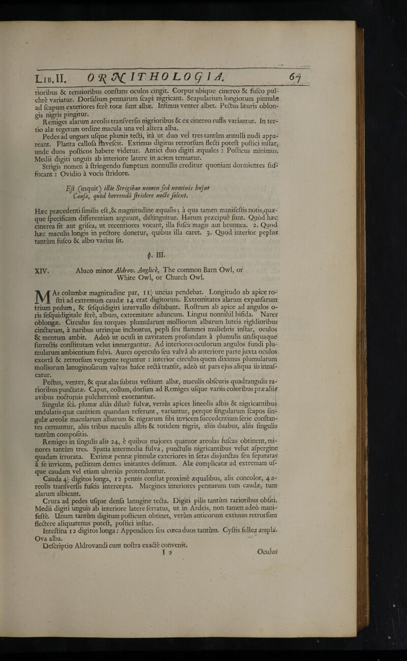 Lib.II. 0%&ClTH0L0qiA. 6ή rioribus & tenuioribus conflans oculos cingit. Corpus ubique cinereo & fiilco pul¬ chre variatur. Dorfalium pennarum fcapi nigricant. Scapularium longiorum pinnula: ad icapum exteriores fere totae funt albae. Infimus venter albet. Pedus lituris oblon¬ gis nigris pingitur. ... . · Remiges alarum areolis tranfverfis nigrioribus 8c ex cinereo runis variantur. In ter¬ tio alae tegetum ordine macula una vel altera alba. Pedes ad ungues ufque plumis tedi, ita ut duo vel tres tantum annulli nudi appa¬ reant. Planta callofa ftavefcit. Extimus digitus retrorfum fledi poteft poftici inftar, unde duos pofticos habere videtur. Antici duo digiti aequales : Pofticus minimus. Medii digiti unguis ab interiore latere in aciem tenuatur. Strigis nomen a ftringendo fumptum nonnullis creditur quoniam dormientes fuf- focant: Ovidio a vocis ftridore. EJi (inquit} illis Strigibus nomen fed nominis hujus Caufa, quod horrenda f rider e nocle folent. Haec praecedenti fimilis eft,8c magnitudine aequalis 3 a qua tamen manifeftis notis^quae- que fpecificam differentiam arguunt, diftinguitur. Harum praecipue funt. Quod haeq cinerea fit aut grifea, ut recentiores vocant, illa fufea magis aut brunnea. 2. Quod ha:c maculis longis in pedore donetur, quibus illa caret. 3. Quod interior peplusr tantum fufeo δί albo varius fit. III. XIV, Aluco minor Aldrov. Anglice, The common Barn Owl, or White Owl, or Church Owl. MAs columba: magnitudine par, iQ uncias pendebat. Longitudo ab apicero- ftri ad extremum caudae 14 erat digitorum. Extremitates alarum expaniarum trium pedum, 8c fefquidigiti intervallo diftabant. Roftrum ab apice ad angulos o- ris fefquidigitale fere, album, extremitate aduncum. Lingua nonnihil bifida. Nares- oblongae. Circulus ieu torques plumularum molliorum albarum luteis rigidioribus cindarum, a naribus utrinque inchoatus, pepli feu flammei muliebris i nitar, oculos & mentum ambit. Adeo ut oculi in cavitatem profundam a plumulis undiquaque furredis conftitutam velut immergantur. Ad interiores oculorum angulos fundi plu¬ mularum ambientium fulvi. Aures operculo feu valva ab anteriore parte juxta oculos exorta Sc retrorfum vergente teguntur : interior circulus quem diximus plumularum molliorum lanuginofarum valvas haice reda tranfit, adeo ut pars ejus aliqua iis innaf- catur. Pedus, venter, 8t qua: alas fubtus veftiunt alba:, maculis obfcuris quadrangulis ra¬ rioribus pundata:. Caput, collum, dorfum ad Remiges ufque variis coloribus pra: alii? avibus nodurnis pulcherrime exornantur. Singula: fci. plums alias dilute fulva:, versus apices lineolis albis & nigricantibus undulatis qua: canitiem quandam referunt, variantur, perque lingularum fcapos fim- gula: areola: macularum albarum St nigrarum fibi invicem fuccedentium ferie conflan¬ tes cernuntur, aliis tribus maculis albis St totidem nigris, aliis duabus, aliis lingulis tantum compofitis. Remiges in lingulis alis 24, e quibus majores quatuor areolas fuicas obtinent, mi¬ nores tantum tres. Spatia intermedia fulva, pundulis nigricantibus velut afpergine quadam irrorata. Extima penna: pinnule exteriores in fetas disjundas ieu feparatas a fe invicem* pedinum dentes imitantes delinunt. Ala: complicata: ad extremam ufi que caudam vel etiam ulterius protenduntur. . Cauda 47 digitos longa, 12 pennis conflat proxime aequalibus, alis concolor, 4 a- reolis tranfverfis fulcis intercepta. Margines interiores pennarum tum caudie, tum alarum albicant. Crura ad pedes ufque denfa lanugine teda. Digiti pilis tantum rarioribus obliti. Medii digiti unguis ab interiore latere ferratus, ut in Ardeis, non tamen adeo mani- fefte. Unum tantum digitum pofticum obtinet, verum anticorum extimus retrorfum fledere aliquatenus poteft, poflici inftar. Inteftina 12 digitos longa: Appendices feu caeca duos tantum. Cyftis fellea· ampla, Qva alba. Defcriptio Aldrovandi cum noftra exade convenit.