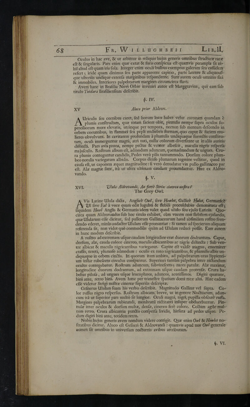 eft 8t lingularis. Pars enim qua? extat 8c foris confpicua eft quamvis perampla fit ni¬ hil aliud eft quam iris fola. Integer enim oculi bulbus exemptus galerum feu caflidem refert 3 iride quam diximus feu parte apparente capitio, parte latente & aliquouf* que ulterius undique extenfa marginibus refpondente. Sunt autem oculi omnino fixi & immobiles. Interiores palpebrarum margines circumcirca flavi. Avem hanc in Brafilia Novi Orbis inveniri autor eft Marggravius, qui eam fub titulo Tuidara Brafilienfium defcribit. AUriculis feu cornibus caret, fed horum loco habet velut coronam quandam e plumis conftruftam, qua? totam faciem obit, pinnulis nempe fupra oculos fu- perciliorum more elevatis, utrinque per tempora, necnon fub mentum defcendo in orbem coeuntibus, in flammei feu pepli muliebris formam, quo caput & faciem mu¬ lieres obvolvunt. In cavitatem profundam a plumulis undiquaque lurre&is conftitu- tam, oculi immerguntur magni, atri toti, nulla colorum diverfitate ut in aliis auritis diftin&i. Pars avis prona, nempe peftus 8t venter albeicit, maculis nigris reiperia ma jufculis. Roftrum album eft, admodum aduncum, quemadmodum & ungues. Cru¬ ra plumis conteguntur candidis, Pedes vero pilis tantummodo. Dorfum colore plum¬ beo notulis variegatum albidis. Corpus denfo plumarum tegmine vellitur, quod in cauia eft, ut caponem a?quet magnitudine: fi vero denudatur vix pullo gallinajceo par eft. Ais magna? funt, ita ut ultra ultimam caudam protendantur. Ha?c ex Aldro- vando. AVis Latine Ulula difta, Anglice 0#>/, five How let, Gallice Hulot, Germanici ; VI five Eui a voce quam edit lugubri & flebili proculdubio denominata eft 3 . . wr f > t* Λ Λ * · 1 t 111 Λ » 1 « · » circa quam Aldrovandus fub hoc titulo exhibet, cum vocem non flebilem ejulando, dendo ederet, minus auda&er Ululam cfie pronuntiat r Si tamen ad fpecierum aliquam referenda fit, non videt quo commodius quam ad Ululam reduci poffit. Eam autem in hunc modum defcribit. A roftro ad extremam ufque caudam longitudine erat duorum dodrantum. Caput, dorfiim, ais, cauda colore cinereo, maculis albicantibus ac nigris diftin&a : Sub ven¬ tre albicat & maculis nigricantibus variegatur. Capite eft valde magno, enormiter craffo, tereti, plumoio admodum : oculis ex toto nigricantibus, Sc plumulis albis un¬ diquaque in orbem cinftis. In quorum item ambitu, ad palpebrarum oras lippienti- oculus contegebatur. Roftrum aduncum, fiibvirefcens 3 nares patuls. Ais maxims, longitudine duorum dodrantum, ad extremam ufque caudam protenis. Crura ha¬ bebat piloia , ad ungues ufque leucophsos, aduncos, acutiflimos. Digiti quatuor, bini ante, retro bini. Avem hanc per trimeftre ipatium domi mes alui. Hsc eadem ^ Λ · · n · r · \ i n · Gefnerus Ululam fuam his verbis defcribit. Magnitudo Gallins vel fupra. Co¬ lor ruffus nigro refperfus. Roftrum albicans,'breve, ut in genere Nottuarum, adun¬ cam ita ut fuperior pars multo fit longior. Oculi magni, nigri, pupilla obicure ruffa. Margines palpebrarum rubicundi, membrana ni&itanti iniuper obducebantur. Pin- nuls inter oculos & dorium mults, denis, cinereo fere colore. Collum agile mul¬ tum retro. Crura albicantia punftis confperfa lividis, hirfuta ad pedes ufque. Pe¬ dum digiti bini ante, totidem retro. Nobis hujus generis avem nondum videre contigit. Qus enim Owl & Horvlet no- ftratibus dicitur. Aluco eft Geiheri Sc Aldrovandi: quamvis apud nos Owl generale