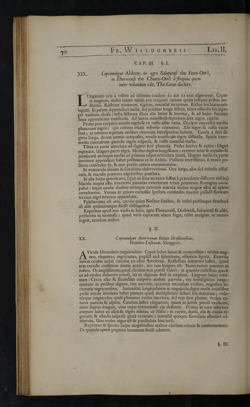 F R . W ILLUGHBEII LlB.II. XIX. CAP* III. §. I. Caprimulgus Aldrov. in agro Salopienfi the Fern-Owl, in Eboracenfe the Churn-Owl a flrepitu quern Inter Volandum edit. The Goat-fucker. LOngitudo avis a roftro ad ultimam caudam io aut ii erat digitorum. Caput ei magnum, multo tamen minus pro corporis ratione quam reliquis avibus no- fturnis. Roftrum minimum, nigrum, nonnihil incurvum. Ri&us feu hiatus oris ingens. In palato Appendices nullae, fed primum longa fiffura, tenui oiliculo feu fepto per medium divifa : infra fiifuram illam alia latior Sc brevior, Sc ad hujus fundum linea appendicum trailiverfa. Ad latera mandibuli fuperioris fetae nigra?, rigida?. Prona pars corporis areolis nigris Sc ex ruffo albis varia. Occiput cinerafcit mediis plumarum nigris j qui colores etiam inferius cernuntur. Alae nigro Sc ruffo variae funt 5 at minores tegetum ordines cinereum interfperfum habent. Cauda 5 fere di¬ gitos longa, decem pennis compofita, areolis tranfvetfis nigris diftin&a. Spatia inter¬ media cinerafcunt guttulis nigris refperfa, Sc ruffo* nonnihil tin&a. Tibiae ex parte anteriore ad digitos fere plumoiae. Pedes breves Sc exiles : Digiti nigricant. Ungues parvi nigri. Medius digitus longiffimus: extremi inter fe aequales Sc membrana utrinque medio ad primum ufque articulum jundti. Unguis medii ex parte interiore appendices habet pefrinatas ut in Ardeis. Pofticus brevifihmus, ii modo po¬ fticus cenfendus fit, Sc non potius anticis annumerandus. In ventriculo femina Sc fcarabaeos obfervavimus. Ova longa, alba fed nubulis offuf- cata, Sc maculis praeterea nigrioribus punttata. In alia hujus generis ave, (quae an fexu an aetate fofum a praecedente differret nefcio) Macula magna alba interiores pinnulas exteriorum trium pennarum Remigum occu¬ pabat : inque caudae duabus utrinque extremis maculae itidem magnae albae ad apices cernebantur. Verum in priore curiofius fpettata confimiles maculae pallide flavican- tes cum nigri mixtura apparebant. Pulcherrima eft avis, cuculo quam Nottuae fimilior, Sc roftri pedumque ftrucfurt ab aliis quibufcunque facile diftinguitur. Reperitur apud nos variis in locis, agro Eboracenfi, Derbicnfi, Salopienfi 8c alibi, prxiertim in montofis : quod vero caprarum ubera fugat, eafve mulgeat, ut nomen arguit, nondum audivi. $. Π. XX. Caprimulgus Americanus Ibijau BrafilienfibuSj Noitibo Lujit anis ^ Marggrav. AVicula Hirundinis magnitudine. Caput habet latum Sc compreflum : oculos mag¬ nos, elegantes, nigricantes, pupilla atra fplendentc, ellipticae figurae. Exterius autem oculos ambit circulus ex albo flavefcens. Roftellum minimum habet, quod non excedit craffitiem dentis aranei, nec tam longum eft. Nares tamen patentes in roftro. Os ampliffimum,quod claufum non poteft videri 3 at quando roftellum aperit os ad oculos diducere poteft, ita ut digitum fere fit amplum. Linguam habet mini¬ mam : Crura alba Sc fecundum corporis molem parvula, vix femidigitum longa: quatuor in pedibus digitos, tres anterius, quartum retrorfum verfum, unguibus in¬ curvatis nigricantibus. Secundum longitudinem in unguiculo digiti medii cujuflibet pedis versus interiora habet pinnam quafi multipliciter feftam feu dentatam3 vide- thrque unguiculus quafi plumatus verfus interiora, fed non funt pluma?, verum cu- tacea materia Sc afpera. Caudam habet elegantem, quam in latum poteft explicare, duos digitos longam, cum cujus extremitate ala? definunt. Pennas in toto inferiore corpore habet ex albis Sc nigris mixtas, ut Nifus : in capite, dorfo, alis Sc cauda ni¬ gricant, Sc albedo infperfa grata varietate : nonnihil quoque flavedinis albedini ad¬ mixtum. Uno verbo nigra eft Sc punftulata hinc inde. Reperitur Sc fpecies hujus magnitudine no&ua? ejufdem coloris Sc conformationis. Os quando aperit pugnum humanum facile admittit. §. III. v