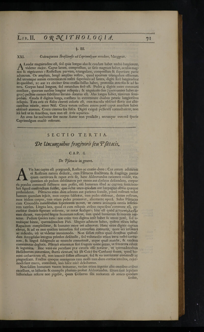 ηι LiB.II. ΟΊ^Ο^ΙΤ HO LO Q ΙΑ. \>. nr. XXI. Guiraqlierea Braflienfis ad Caprimukitrti accedens, MarggraV. A Lauda? magnitudine eft, fed quia longas alas & caudam habet multo longiorem, videtur major. Caput latum, comprefliim, ac fatis magnum habet, oculos mag¬ nos Sc nigricantes : Roftellum parvum, triangulare, comprefliim & fuperiore parte aduncum. Os amplum, longe amplius roftro, quod apertum triangulum efformat. Ad utramque autem extremitatem roftri fuperioris ad latera, digiti fere longitudine in quolibet, io aut 12 circiter fetas craflas fuillas habet, protenfas anterius Sc ad la¬ tera. Corpus haud longum, led rotundum fere eft. Pedes 4 digitis more communi conftant, quorum medius longior reliquis 5 & unguicolofuo (quos omnes habet ni¬ gros) peftine corneo fubtiliter ferrato dotatus eft. Alas longas habet, nimirum iemi- pedexn. Cauda 8 digitos longa, conftans in extremitate duabus pennis longioribus reliquis. Tota avis ex fuico cinerei coloris eft, cum maculis obfcure flavis aut albi¬ cantibus mixtis, more Nifi. Circa totum collum autem pone caput annulum habet obicure aureum. Crura cinerea feu fufca. Digiti exigua pellicula conne&untur, non ita lat£ ut in Anatibus, nam non eft Avis aquatica. An aves ha? nodurnse fint necne Autor non prodidit3 utcunque externa fpecie Caprimulgum exafte referunt. SECTIO TERTIA. De Uncunguibus frughom feu Φfittacis. CAP. I. . / · * De Dfittacis in genere. AVis haec capite eft pra?grandi, Roftro ac cranio duro : Cur autem aduncum ei Roftrum natura dederit, cum Pfittacus fru&ivora & frugilega potius quam carnivora &c rapax avis fit, hanc Aldrovandus rationem reddit, viz. quoniam ob pedum debilitatem per ramos aut clathras defcendens, corpo¬ ris pondus commode fuftinere non poflet, nifi hamatum illud ac curvum femicircu- lari figura conftru&um fuiflet, quovelut unco quodam aut harpagine obvia quaeque prehenderet. Pfittacus enim dum arbores aut parietes fcandit, primo roftrum velut hamum quendam injicit, mox corpus iublevat, tum pedes obfirmat, dentio roftrum, mox itidem corpus, tum etiam pedes promovet, alternante operi Solus Pfittacus cum Crocodilo mandibulam fuperiorem movet, ut cetera animantia omnia inferio¬ rem tantum. Lingua lata, quod ei cum reliquis avibus rapacibus’commune eft, cu¬ curbitae ieminis figuram referens, ut notat Scaliger 5 hinc eft quod οί^ρωττόγλωτίον eum dicunt, tum quod lingua humanam referat, tum quod humanum fermonem imi¬ tetur. Pedum fpecies rara : non enim tres digitos ante habet unum pone, fed u- trobique binos, quemadmodum Pici. Ungues aduncos habet, quibus efcam inftar Rapacium comple&itur, & humano more ori admovet. Hanc enim digitis captam elevat, & ad os non quidem introrium ied extrorium convertit, more uti iniblenti ac ridiculo, ita ut videtur incommodo. Non iblum roftro quafi dentibus quibufi· dam Amygdalas integras primum deicindit, fed volutando etiam intra roftri cavita¬ tem , Se lingua fubigendo ac terendo comminuit, atque quafi mandit, & tandem comminutas deglutit. Pfittaci etiamnum feri frugum omne genus, ut frumenta edunt &: legumina. Hoc vero eis peculiare pra? exteris efle notatur, ut quemadmodum Helieborum coturnices, ftumi cicutam, ita illi Cnici feu Carthami femen, quod ho¬ mini catharticum eft, non innoxie iblum afliimant, ied & eo nutriantur commode ac pinguefeant. Fruftus quoque omnigenos tum molli tum duro cortice intectos, cujuf* modi iiint nuces, comedunt, imo hiice mire deledantur. Non iblum humanam vocem imitantur, verum etiam ingenio aliis omnibus avibus excellunt, ut hiftoriis 8c exemplis plurimis probat Aldrovandus. Unam fine lepidam hiftoriolam referre non pigebit, quam Gefnerus fibi recitatam ab amico quodam feri bit.