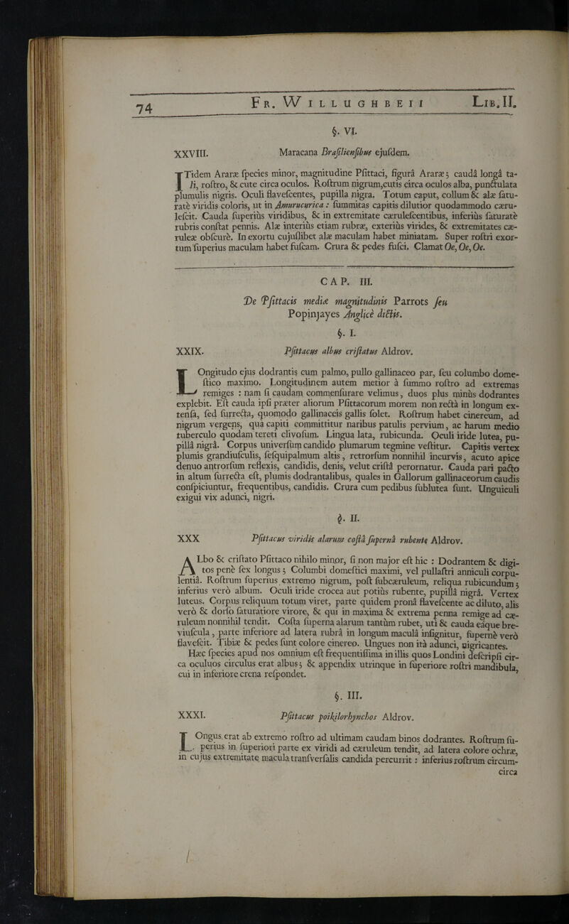 F R. W ILLUGHBEII Lib* II. —- . §. VI. XXVIII. Maracana Brafilienjibus ejufdem. ITidem Arara fpecies minor, magnitudine Pfittaci, figura Arara?3 cauda longa ta¬ li, roftro, Sc cute circa oculos. Roftrum nigrum,cutis circa oculos alba, pun&ulata plumulis nigris. Oculi flavefcentes, pupilla nigra. Totum caput, collum 8c ala? iatu- rate viridis coloris, ut in Amurucurica: iummitas capitis dilutior quodammodo caeru- lefcit. Cauda fuperius viridibus, Sc in extremitate ca?rulefcentibus, inferius feturate rubris conftat pennis. Alie interius etiam rubric, exterius virides, Sc extremitates cae¬ rulea? obfcure. In exortu cujuflibet alie maculam habet miniatam. Super roftri exor¬ tum fuperius maculam habet fufcam. Crura Sc pedes fufci. Clamat Oe, Oe, Oe. CAP. III. De Tfittacis medU magnitudinis Parrots feu Popinjayes Anglice di Bis. $· I* XXIX. Ppttacus albus crifiatus Aldrov. LOngitudo ejus dodrantis cum palmo, pullo gallinaceo par, feu columbo dome- ftico maximo. Longitudinem autem metior a fummo roftro ad extremas remiges : nam fi caudam commenfurare velimus, duos plus minus dodrantes explebit. Eft cauda ipfi prater aliorum Pfittacorum morem non retta in longum ex- tenfe, fed furrefta, quomodo gallinaceis gallis folet. Roftrum habet cinereum, ad nigrum vergens, qua capiti committitur naribus patulis pervium, ac harum medio tuberculo quodam tereti clivofum. Lingua lata, rubicunda. Oculi iride lutea, pu- pilld nigii. Corpus univerfum candido plumarum tegmine veftitur. Capitis vertex plumis grandiufculis, fefquipalmum altis, retrorfum nonnihil incurvis, acuto apice denuo antrorium reflexis, candidis, denis, velut criffe perornatur. Cauda pari pa«fto in altum iurre&a eft, plumis dodrantalibus, quales in Gallorum gallinaceorum caudis confpiciuntur, frequentibus, candidis. Crura cum pedibus fublutea (tint. Unguiculi exigui vix adunci, nigri. II. XXX Pfittacus viridis alarum cofla fiperna rubente Aldrov. ALbo Sc criftato Pfittaco nihilo minor, fi non major eft hic : Dodrantem Sc digi¬ tos pene fex longus 3 Columbi domeftici maximi, vel pullaftri anniculi corpu¬ lentia. Roftrum fuperius extremo nigrum, poft fubcsruleum, reliqua rubicundum · inferius vero album. Oculi iride crocea aut potius rubente, pupilla nigri Vertex luteus. Corpus reliquum totum viret, parte quidem prona flavefcente ac diluto alis vero Sc dorfo feturatiore virore, Sc qui in maxima Sc extrema penna remige ad' cae¬ ruleum nonnihil tendit. Cofta fuperna alarum tantum rubet, uti Sc cauda eaque bre- viufcula, parte inferiore ad latera rubra in longum macula infignitur, fupenfe vero flavefeit. Tibiae Sc pedes funt colore cinereo. Ungues non ita adunci, nigricantes. Ha?c fpecies apud nos omnium eft frequentiffima in illis quos Londini (Jefcripfi cir¬ ca oculuos circulus erat albus 3 Sc appendix utrinque in fuperiore roftri mandibula cui in inferiore crena reipondet. 9 §. III. XXXT. Pfittacus poikilorhytichos Aldrov. LOngus. erat ab extremo roftro ad ultimam caudam binos dodrantes. Roftrum fu- ·· penus m (uperiori parte ex viridi ad caeruleum tendit, ad latera colore ochra in cujus extiemitate macula tranfverfelis candida percurrit: inferius roftrum circum¬ circa /