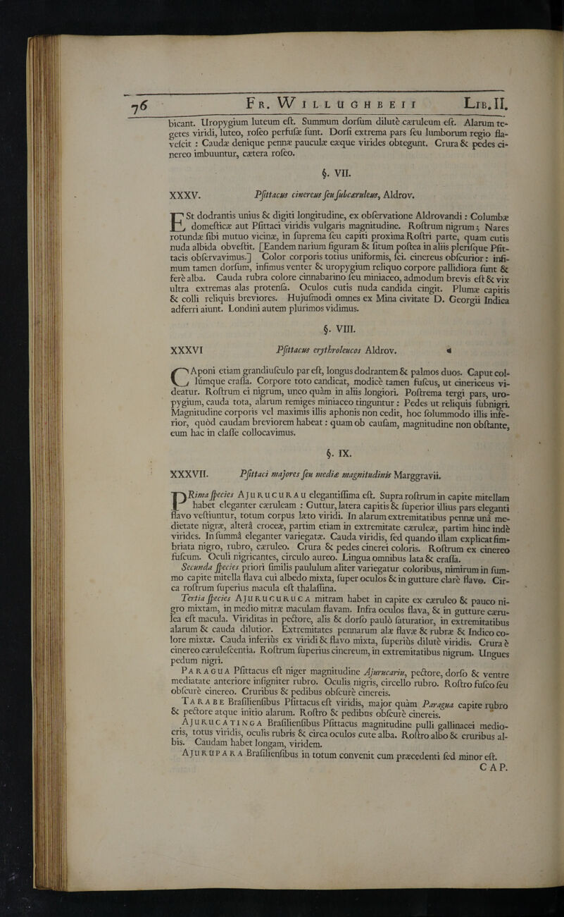 bicant. Uropygium luteum eft. Summum dorium dilute caeruleum eft. Alarum te¬ getes viridi, luteo, roieo perfuiae ftint. Dorfi extrema pars ieu lumborum regio fla- veicit : Caudae denique penna? pauculae eaeque virides obtegunt. Crura Sc pedes ci¬ nereo imbuuntur, eastern roieo. XXXV. $. VII. Pfittacus cinereus feu fidcceruleus, Aldrov. ESt dodrantis unius Sc digiti longitudine, ex obiervatione Aldrovandi: Columbx domefticae aut Pfittaci viridis vulgaris magnitudine. Roftrum nigrum 5 Nares rotunda? fibi mutuo vicinae, in fuprema feu capiti proxima Roftri parte, quam cutis nuda albida obveftit. £Eandem narium figuram Sc fitum poftea in aliis plerifque Pfit- tacis obfervavimus.] Color corporis totius uniformis, ici. cinereus obfeurior: infi¬ mum tamen dorfum, infimus venter Sc uropygium reliquo corpore pallidiora funt Sc fere alba. Cauda rubra colore cinnabarino feu miniaceo, admodum brevis eft Sc vix ultra extremas alas protenia. Oculos cutis nuda candida cingit. Plunxe capitis Sc colli reliquis breviores. Hujufmodi omnes ex Mina civitate D. Georgii Indica adferri aiunt. Londini autem plurimos vidimus. XXXVI §. VIII. Pfittacus erythroleucos Aldrov. C' Aponi etiam grandiufculo par eft, longus dodrantem & palmos duos. Caput col- z lumque crafla. Corpore toto candicat, modice tamen fufeus, ut cinericeus vi¬ deatur. Roftrum ei nigrum, unco quam in aliis longiori. Poftrema tergi pars, uro¬ pygium, cauda tota, alarum remiges miniaceo tinguntur : Pedes ut reliquis ftibnigri. Magnitudine corporis vel maximis illis aphonis non cedit, hoc folummodo illis infe¬ rior, quod caudam breviorem habeat: quam ob caufam, magnitudine non obftante, eum hac in clafle collocavimus. §. IX. XXXVII. Pfittaci majores feu medice magnitudinis Marggravii. PRima fiecies Ajurucurau elegantiflima eft. Supra roftrum in capite mitellam habet eleganter caeruleam : Guttur, latera capitis Sc fuperior illius pars eleganti flavo veftiuntur, totum corpus litto viridi. In alarum extremitatibus penme una me¬ dietate nigra?, altera crocea?, partim etiam in extremitate caeruleae, partim hinc inde virides. Infumnd eleganter variegatae. Cauda viridis, fed quando illam explicat fim¬ briata nigro, rubro, ca?ruleo. Crura Sc pedes cinerei coloris. Roftrum ex cinereo filicum. Oculi nigricantes, circulo aureo. Lingua omnibus lata Sc crafla. Secunda fiecies priori fimilis paululum aliter variegatur coloribus, nimirum in fum- mo capite mitella flava cui albedo mixta, fuper oculos Sc in gutture clare flavo. Cir¬ ca roftrum fuperius macula eft thalaflina. Tertia fiecies Ajurucuruca mitram habet in capite ex caeruleo Sc pauco ni¬ gro mixtam, in medio mitra? maculam flavam. Infra oculos flava, Sc in gutture caeru¬ lea eft macula. Viriditas in pedore, alis Sc dorfo paulo faturatior, in extremitatibus alarum Sc cauda dilutior. Extremitates pennarum alae flavx Sc rubrae Sc Indico co¬ lore mixtae. Cauda inferius ex viridi Sc flavo mixta, fuperius dilute viridis. Crura e cinereo caerulefcentia. Roftrum fuperius cinereum, in extremitatibus nigrum. Ungues pedum nigri. Paragua Pfittacus eft niger magnitudine Ajumcariu, pedore, dorfo Sc ventre mediatate anteriore infigniter rubro. Oculis nigris, circello rubro. Roftro fufeo feu obfcure cinereo. Cruribus Sc pedibus obfcure cinereis. Tara be Brafilienfibus Pfittacus eft viridis, major quam Paragua capite rubro Sc pedore atque initio alarum. Roftro Sc pedibus obfcure cinereis. Ajurucatinga Brafilienfibus Pfittacus magnitudine pulli gallinacei medio¬ cris, totus viridis, oculis rubris & circa oculos cute alba. Roftro albo & cruribus al¬ bis. Caudam habet longam, viridem. Aju r u p a r a Biafilienfibus in totum convenit cum praecedenti fed minor eft. CAP.