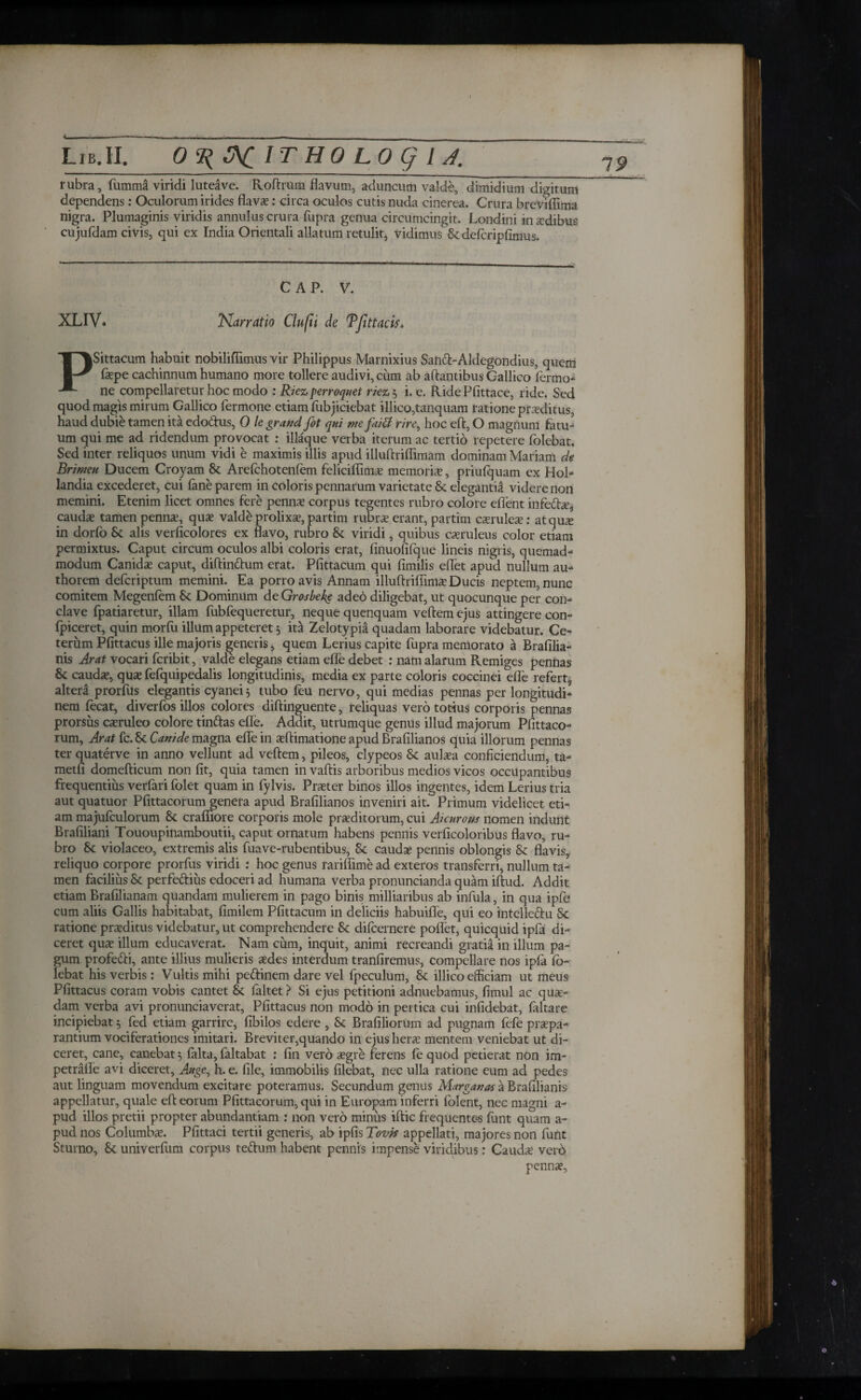 rubra, fumma viridi luteave. Roilrum flavum, aduncum valde, dimidium digitum dependens: Oculorum irides flava;: circa oculos cutis nuda cinerea. Crura breviflima nigra. Plumaginis viridis annulus crura fupra genua circumcingit. Londini insdibus cujufdam civis, qui ex India Orientali allatum retulit, vidimus Sc defcripiimus. CAP. V. XL IV* Narratio Clufii de Tfittacis* PSittacum habuit nobilifflmus vir Philippus Marnixius Saiid-Aldegondius, quem fepe cachinnum humano more tollere audivi, cum ab altantibus Gallico iermo- ne compellaretur hoc modo : Riezperroquet rk%'^ i. e. RidePfittace, ride. Sed quod magis mirum Gallico Termone etiam fubjiciebat illico,tanquam ratione prxditus, haud dubie tamen ita edo&us, 0 le grand fit qui wefaitt rire, hoc eft, O magnum fatu¬ um qui me ad ridendum provocat : iliaque verba iterum ac tertio repetere folebat. Sed inter reliquos unum vidi e maximis illis apud illuflriflimam dominam Mariam de Brimeu Ducem Croyam Sc Arefchotenfem feliciflima; memoria;, priulquam ex Hol- landia excederet, cui fane parem in coloris pennarum varietate Sc elegantia videre non memini. Etenim licet omnes fere penna; corpus tegentes rubro colore eflent infedta;, cauda; tamen penna;, qua; valde prolixa;, partim rubra; erant, partim canulea;: at qua; in dorfo Sc alis verficolores ex flavo, rubro Sc viridi, quibus c^ruleus color etiam permixtus. Caput circum oculos albi coloris erat, finuofifque lineis nigris, quemad- modum Canids caput, diftin&um erat. Piittacum qui fimilis eflet apud nullum au- thorem defcriptum memini. Ea porro avis Annam illuftriflima; Ducis neptem, nunc comitem Megenlem Sc Dominum de Grosbekg adeo diligebat, ut quocunque per con¬ clave fpatiaretur, illam iubfequeretur, neque quenquam vellem ejus attingere con- fpiceret, quin morlu illum appeteret 3 ita Zelotypia quadam laborare videbatur. Ce¬ terum Pfittacus ille majoris generis, quem Lerius capite fupra memorato a Brafilia- nis Arat vocari fcribit, valde elegans etiam efle debet : nam alarum Remiges pennas & cauda;, qua; fefquipedalis longitudinis, media ex parte coloris coccinei efle refert, altera prorfus elegantis cyanei3 tubo feu nervo, qui medias pennas per longitudi¬ nem lecat, diverfos illos colores dillinguente, reliquas vero totius corporis pennas prorsus c^ruleo colore tinfras efle. Addit, utrumque genus illud majorum Pfittaco- rum. Arat fc. Sc Canide magna efle in sftimatione apud Bralilianos quia illorum pennas ter quaterve in anno vellunt ad vellem, pileos, clypeos Sc auka conficiendum, ta- metfi domeflicum non fit, quia tamen in vallis arboribus medios vicos occupantibus frequentius verlari folet quam in fylvis. Procter binos illos ingentes, idem Lerius tria aut quatuor Pfittacorum genera apud Bralilianos inveniri ait. Primum videlicet eti¬ am majufculorum Sc crafiiore corporis mole pra;ditorum, cui Aicnrow nomen indunt Brafiliani Tououpinamboutii, caput ornatum habens pennis verficoloribus flavo, ru¬ bro Sc violaceo, extremis alis fuave-rubentibus, Sc caudae pennis oblongis Se flavis, reliquo corpore prorfus viridi : hoc genus rariflime ad exteros transferri, nullum ta¬ men facilius Sc perfedtius edoceri ad humana verba pronuncianda quam illud. Addit etiam Brafilianam quandam mulierem in pago binis milliaribus ab infula, in qua ipfe cum aliis Gallis habitabat, fimilem Piittacum in deliciis habuifle, qui eo intelle&u Sc ratione praeditus videbatur, ut comprehendere Sc dilcernere pollet, quicquid ipfa di¬ ceret qua; illum educaverat. Nam cum, inquit, animi recreandi gratia in illum pa¬ gum profedli, ante illius mulieris aedes interdum tranfiremus, compellare nos ipfa fo- lebat his verbis: Vultis mihi peftinem dare vel fpeculum, Sc illico efficiam ut meus Pfittacus coram vobis cantet Sc faltet > Si ejus petitioni adnuebamus, fimul ac quae¬ dam verba avi pronunciaverat, Pfittacus non modo in pertica cui infidebat, ialtare incipiebat 3 fed etiam garrire, fibilos edere , Sc Brafiliorum ad pugnam fefe praepa¬ rantium vociferationes imitari. Breviter,quando in ejus hera; mentem veniebat ut di¬ ceret, cane, canebat 3 lalta, faltabat : fin vero aegre ferens ie quod petierat non im- petrafle avi diceret, Auge, h. e. file, immobilis filebat, nec ulla ratione eum ad pedes aut linguam movendum excitare poteramus. Secundum genus Marganat a Brafilianis appellatur, quale ell eorum Pfittacorum, qui in Europam inferri lolent, nec magni a- pud illos pretii propter abundantiam : non vero minus illic frequentes fiint quam a- pud nos Columba;. Pfittaci tertii generis, ab ipfis Tovit appellati, majores non funt Sturno, Sc univerfum corpus te&um habent pennis impense viridibus: Caudse verri penna;.