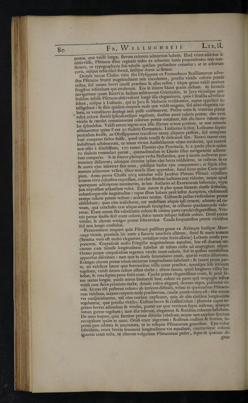 I B. aide longae, flavum colorem admixtum habentTlllud etiam addebat fc nbfervafle Pfittacos illius regionis nidos ex arborum ramis propendentes non con¬ suere ut typographycis fuis tabulis quidam perfuadere conantur 5 at m arborum cavis eofque orbiculari forma, fatifque duros ac firmos. Deinde4 narrat Clufius vifos fibi Olyfippone ex Fernambuco Brafilianorum adve- Λος pfittacos Sturni magnitudinem non excedentes, prorfus viridis colons pennis Kftos fed omnes breviScaud4 proditos & albo roftro : idque genus valde nonum frugibus referebant qui attulerunt. Eos in itinere Maizi granis alebant. In fecunda navigatione quam Batavi in Indiam inftituerunt Orientalem, in Java vicimfque qui- bufdam infulis Pfittacosobfervabant longe illis elegantiores, quos eBiafiliaadveheie folent eofque a Lufitanis, qui in Java & Moluccai verfabantur, «<m« appellari n- te figebant · & illos quidem corporis mole non valde magnos, fed adeo elegantis co- lorif ut venuftiores clepingi non polle exiffimarent. Peftus en.m& ventrem pennas rubri coloris floridi fplendentifque tegebant, dorfum aure, colons pennas, alas vero viridis St carulci commixtorum colorum pennas ornabant, fub alis fuave mbens co- jor fplendebat. Valde autem ingens erat iftic illarum avium pretium ut non minoris animarentur quam 8 aut 10 thaleris Germanicis. Linfcotius fcribit, Lufitanos fxpius oericulum fecifle an Olyffipponem transferre unum aliquem poflent, fed nunquam lo^coloMos fuiffe^quod nimis tenelli delicatuli fint. Batavi tamen eam induftriam adhibuerunt, ut unum vivum Amfteldamum ufque letulerint, qui tame fi non effet e feledifiimis, 170 tamen Florenis ejus Provincia* h. e. paulo pluris quam 70 thaleris venundari potuit, quemadmodum in Diario illius navigationis adnota- tum comperio. Is in itinere pleraque verba Hollandica, quxa nautis audiverat pro- nunciare didicerat 5 adeoque cicurem ipfum ejus herus reddiderat, ut roftrum m os & aures ejus intereret fine noxa, pilofque barbas ejus component 5 at fiquis alius manum admovere vellet, illico morfu illam appetebat, haud fecus quam Canis quif- Sam Anno porro Chrifti 1605 mittebat mihi Jacobus Plateau Pfittaci cujufdam Cnem vivis coloribus expreflam, cui cum fimilem hadenus non viderim neque apud quenquam adfcriptum meminerim, in hoc Audario ad Exoticorum hiftoriam , typis L exprefiam adjundam volui. Eum autem fe plus quam biennio aluifie icribeba^ columba?que efle magnitudine : caput illum habere pene inftar Accipitris, ejufcemodi nempe coloris pennis tedum : ardentes oculos. Collum & pedus verficolores penna? obfidebant; quas cum irafcebatur, aut moleftiam aliquis ipfi crearet, admoto ad ca¬ veam qua conclufus erat aliquo animali furrigebat, ut criftatus quodammodo vide¬ retur. Erant autem illae rubefcentis coloris Sc extima parte caerulei elegantiiiimi. Ven¬ tris pennae fimilis fere erant coloris, fufco tamen infuper fuffufa? colore. Dorfi penna? virides, Sc alarum remiges pennae fubcaerulea?. Cauda frequentibus pennis viridi us fed non longis conflabat. _ ,. . , ,r Λ/Τ . Praetermittere nequivi quin Pfittaci pufillum genus ex Ethiopia locifque iVto- como vicinis, proximis his annis a Batavis naucleris allatum, timui Sc maris iconem ffoemina vero eft multo elegantior, utriufque enim fexus allatus) Ledons oculis pio- ponerem. Corpufculi moles Fringillae magnitudinem aequabat, hoc eit duarum un¬ ciarum cum femifie longitudinem habebat ab infimo collo ad uropygium ulque. Omnes pennae corpufculum tegentes viridis erant coloris, fed m quibus manifefium apparebat difcrimen : nam qua? in dorfo faturatiores erant quaein ventre dilutiores. Remiges alarum pennae trium unciarum longitudinem habebant: & tamen prona par¬ te eo videlicet latere quo brevioribus villis erant praedita?, quoufque fefe invicem tegebant, viridi faturo colore edent tinda? 5 altero tamen, quod longiores villos ha¬ bebat & tota fupina parte fufci erant. Caudae pennae elegantiffimae erant, & pene bi¬ nas uncias longiae, paulo minus femiuncia latae, colore ea parte qua uropygio infixae viridi cum flavo permixto tinds, deinde rubro eleganti, demum nigro, poitremo vi¬ ridi. Et tres ifti poftremi colores ab invicem diftindi, veluti m quorundum Plittaco- rum viridium, majore corporis mole praeditorum, caudae pennis videre eft : iftae autem vix confpiciebantur, nifi cum caudam explicaret, quia ab alus ejufdem longitudinis tegebantur quae prorfus virides. Collum breve Sc craifiufculum : plumulae caput te¬ gentes breves admodum virides, praeter eas quae veiticem iupra roftium, quaque totum guttur tegebant 5 nam illae rubrum, elegantem Sc floridum colorem habebant. De mare loquor, quia foeminae pennae dilutius rubebant, neque tam amplum ipatium occupabant quam in mare. Oculi erant nigerrimi: Roftrum craflum U firmum, iu- perna pars adunca mucronata, ut in reliquis Pfittacorum generibus., Ejus color fubrubens, crura brevia femunciae longitudinem vix aequabant, cineraceique colons fjquamis erant teda, ut aliorum vulgarium Pfittacorum pedes, iique m quatuor ch-