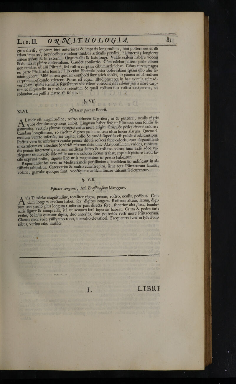 gitos divifi quorum bini anteriores & imparis longitudinis, bini pofteriores Si illi etiam impares brevioribus quidem duobus articulis proditi, hi.interni5 longiores autem tribus, & hi externi. Ungues albi Si fatis longi. Valde exilem habere vocem & duntaxat pipire obfervabam. Gaudet confortio. Cum edebat, altero pede cibum non tenebat ut alii Pfittaci, fed roftro carptim cibum arripiebat. Cibus autem magna ex parte Phalaridis femen : illo enim libentius vefci obfervabam quam ullo alio fe¬ minis genere. Mihi autem quidam confpefti funt adeo edofti, ut panem aqud tindtura carptim morficando ederent. Potus eft aqua. Illud praeterea in hac avicula animad¬ vertebam, quod femellae fenefcentes vix edere volebant nifi cibum jam a mare carp¬ tum & aliquandiu in prolobo retentum Si quafi co&um fuo roftro exciperent, ut columbarum pulli a matre ali folent. , 6. vih ' yLVl, Pfittacus parvus Bontii. A Lauda: eft magnitudine, roftro adunco Si grifeo, ut Si gutture 5 oculis nigris quos circulus argenteus ambit. Linguam habet fere ut Pfittacus cum folidis li¬ gamentis 5 verticis plumas egregias criftae more erigit. Crura 8c pedes cinerei coloris : Caudam longiffimam, 10 circiter digitos prominentem ultra finem alarum. Quemad¬ modum ventre inferius, ita capite, collo Si cauda fuperius eft pulchre rubicantibus. Peftus vero 8i inferiores caudae penna? dilute rofacei funt colons, qua? elegantiiiime in csruleum ex albedine Si viridi mixtum definunt. Ala? potiifimum virides, rubicun¬ dis pennis intertextis, quarum medietas luteo Si rofaceo colore hinc inde adeo va¬ riegatur ut adverfo fole mille aureos colores fecum trahat, atque a pictore haud fa¬ cile exprimi poffit, dignus fane ut a magnatibus in pretio habeatur. Reperiuntur hx aves in Mediterraneis potiifimum 3 confident & nidificant in al- tiifimis arboribus. Catervatim 8i multo cumftrepitu, ficut tota Pfittacorum familia, volant 3 garrulas quoque funt, vocefque quafdam fonare difcunt fi cicurentur. §. VIII. Pfittaco congener, Ani Brafilienfum Marggrav. Avis Turdelas magnitudine, totaliter nigra?, pennis, roftro, oculis, pedibus. Cau¬ dam longam eretftam habet, (ex digitos longam. Roftrum altum, latum, digi¬ tum aut paulo plus longum : inferior pars direfta fere, fuperior alta, lata, femilu- naris figure Si comprefla?, ita ut acumen fere iuperius habeat. Crura & pedes fatis exiles Si in iis quatuor digiti, duo anterius, duo pofterius Verfi more Pfittacorum. Clamat elata voce yiiiiy uno tono, in medio elevation, Frequentes funt in iylvis om¬ nibus, verum cibo inutiles. L LIBRI