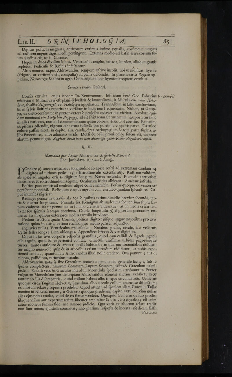 Digitus pofticus magnus 5 anticorum extimus intimo aequalis, eommque ungues ad radicem unguis digiti medii pertingunt. Extimus medio ad bafin feu exortum fu- um jumftus eft, ut in Cornice. Hepar in duos divifum lobos. Ventriculus amplus, tritico, hordeo, aliifque granis repletus. Pediculis & Ricinis infeftantur. , Altos montes, inquit Aldrovandus, tempore xftivo incolit, ubi & nidificat, hyeme (frigore, ut verifimile eft, compulfa) ad plana defcendit. In planitie circa Royflon op¬ pidum, Newmarket & alibi in agro Cantabrigienii per hyemem frequens cernitur. Cornix c<erulea Gefneri. Cornix caerulea, cujus iconem Jo. Kentmannus, hiftoriam vero Geo. Fabritius £ GeAncrol miferunt e Mifnia, avis eft plane fylveftris & immanfueta, a Mifeiiis em veil de Holz- fyae, ab aliis Galgenregel, vel Halckregel appellatur. Trans Albim in faltu Luchoviano, & in fylvis finitimis repentur : verfttur in locis non frequentatis. Nidum, ut Upup- pa, ex oleto conftruit: St praeter extera e projectis cadaveribus victitat. A colore qui¬ dam nominant ein Teutfchen Pappagey, id eft Pfittacum Germanicum. Deportatur hinc in alias nationes, non alia commendatione quam coloris. HxcG. Fabritius. Roftram, ut piftura offendit, nigrum eft: crura fufcaSt pro portione corporis parva. Caeruleo colore paftim nitet, in capite, alis, cauda, circa orthopygium & tota parte iupina, a- libi fynceriore 5 alibi admixto viridi. Dorii Se colli proni color fufeus eft, majores alarum pennae nigrae. Sufpicor avem hanc non aliam ejje quam Roller Argentoratenjem, §. V. Monedula (ive Lupus Aldrov. an Ariflotelis Scurra ? The Jack-daw. KoAotos v Λνκ©*· POndere uncias aequabat : longitudine ab apice roftri ad extremam caudam 14 digitos ad ultimos pedes 13^ : latitudine alis extenfis 28-. Roftrum validum, ab apice ad angulos oris digitum longum. Nares rotundae. Plumulae antrorfum flexae nares St roftri dimidium tegunt. Oculorum irides albicant: Aures ma jufculae. Poftica pars capitis ad medium ufque colli cinerafcit. Pedus quoque St venter ci- nerafeunt nonnihil. Reliquum corpus nigrum cum caeruleo quodam fplendore. Ca¬ put intenfius nigricat. Remiges pennae in utravis ala 205 e quibus extima dimidio brevior fecunda, ter¬ tia St quarta longiffimae. Pinnule fex Remigum ab undecima fequentium fupra fca- pum eminent, ita ut pennae he in iummo crenate videantur} at in media crena feta extat feu fpinula a fcapo continua. Caude longitudo 5^- digitorum pennarum nu¬ merus 12 in quibus exteriores mediis tantillo breviores. Pedum ftru&ura qualis Cornici, poftico digito ejufque ungue majoribus pro avis ratione quam in aliis 5 extimo etiam digito medio pariter adjuncto. Ingluvies nulla $ Ventriculus mufculofus : Nucibus, granis, cerafis, Stc. vefeitur. Cyftis fellea longa 3 Lien oblongus. Appendices breves & vix digitales. Caput hujus avis corporis refpedu grandius, quod eam callidi St tagacis ingenii efle arguit, quod St experientia conftat. Graeculi altiiTimas urbium pagorfimque turres, muros antiquos St arces ruinofas habitant : in quarum foraminibus nidulan¬ tur magno numero ; quin St in arboribus etiam interdum nidificant, ut nobis expe¬ rientia conftat, quantumvis Aldrovandus illud nolit credere. Ova ponunt 5 aut 6, minora, pallidiora, rarioribus maculis. Aldrovandus Κολοιο»/ five Graculum nomen commune feu generale facit, 4 fub fe fpecies comple&ens, nimirum Coraciam, Lupum, Scurram, diftas St Graculum palmi¬ pedem. KoAoiosvero St Graculus interdum Monedulae fpeciatim attribuuntur. Praeter vulgarem Monedulam jam deferiptam Aldrovandus iconem alterius exhibet, in eo tantum ab illa diferepantis, quod collum habeat albo torque circumlatum. Gefnerus quoque circa Tugium Helvetiae, Graculum albo circulo collum ambiente diftin&um, ex aliorum relatu, reperiri prodidit. Quod attinet ad fpeciem illam Graeculi Tulla? nomine in Rhoetia notam, a Gefnero quoque proditam, capite caeruleo, cum nullas alias ejus notas tradat, quid de eo ftatuam nefeio. Quicquid Gefnerus de fuo prodit, fibique vifum aut expertum refert, libenter ample&or St pro vero agnofeo 5 eft enim autor idoneus fumma fide nec minore judicio. Quae vero ex aliorum relatu tradit non funt omnia ejufdem commatis, imo plurima fufpetta Sc incerta, ne dicam feliar.- * Praeterea