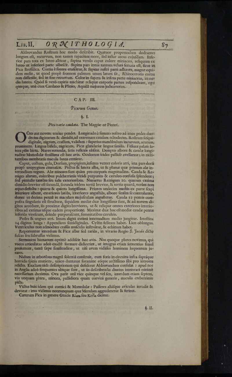 Aldrovandus Roftrum hoc modo defcribit. Quatuor propemodum dodrantes longum eft, recurvum, non tamen rapacium more, fed inftar arcus cujufdam. Infe¬ rior pars tota ex luteo albicat, fupina versus caput colore miniaceo, reliquum ex luteo ut inferiori parte albefeit. Supina pars intus tantum veluti ferrata eft, ficut in Pica Breflilica. Cornu e fronte enafcitur, Se fupinas roftri parti adhasret, magna? equi¬ dem molis, ut quod prope frontem palmum unum latum iit, Rhinocerotis cornu non diffimile, fed in fine recurvum. Color in fupera Se infera parte miniaceus, in me¬ dia luteus. Quod fi vero capitis machinas reliqua? corporis partes reipohdeant, ego quoque, una cum Cardano Se Plinio, Aquila majorem judicaverim. CAP. III. Picarum Genus. f I. Pica varia caudata. The Magpie or Pianet. OCto aut novem uncias pendet. Longitudo a iummo roftro ad imos pedes duo¬ decim digitorum Se dimidii,ad extremam caudam octodecim. Roftrum feiqui- digitale, nigrum, craflum, validum r luperius mandibulum incurvum, acutum, prominens. Lingua bifida, nigricans, Picas glandarias linguas fimilis. Fiflura? palati la¬ tera pilis hirta. Nares rotundae, fetis reflexis obfitae. Dempto albore Se caudae longi¬ tudine Monedulae ftmillima eft haec avis. Oculorum irides pallide avellaneae 5 in nicti¬ tantibus membranis macula lutea cernitur. Caput, collum, gula, Dorfum, propigium,infimus venter coloris atri, ima pars dorfi prope uropygium cinerafcit. Pedus Se latera alba, ut Se plumas quae primum alie in¬ ternodium tegunt. Alse minores funt quam pro corporis magnitudine. Cauda Se Re¬ miges alarum, coloribus pulcherrimis viridi purpureo Se caeruleo confufis iplendent 5 led pinnulis tantum feu talis exterioribus. Numerus Remigum 20. quarum extima dimidio brevior eft fecundi, fecunda itidem tertia brevior, Se tertia quarta, verum non sequo defectu : quarta Se quinta longiffimas. Priores undecim mediis ex parte feapi interiore albent, exteriores latius, interiores anguftius, albore fenfim fe contrahente, donec in decima pennd in maculam majufculam anguftetur. Cauda 12 pennis com- pofita lingularis eft ftruduras, fiquidem medis duas longifiimas fent, Se ad novem di¬ gitos accedunt, iis proxima? digito breviores, ut Se reliquas omnes exteriores interio¬ ribus ad extimas uique eadem proportione. Maximas duas hoc eft medias cauda? pennse inferius virefeunt, deinde purpurafeunt, iummitatibus casruleis. Pedes Se ungues atri. Imum digiti extimi internodium medio jungitur. Inteftina 24 digitos longa : Appendices femidigitales. Cyftin felleam habet. Lien oblongus. Ventriculus non admodum craflis mufeulis inftruitur. Se echinum habet. Reperiuntur interdum Se Pies albas fed rarius, in vivario Regio S. Jacobi dicio fufeas feu lubruffas vidimus. Sermonem humanum optime addifeit hac avis. Nos quoque plures novimus, qui voces articulatas adeo exade formare didicerint, ut integras etiam iententias fimul proferrent5 tantd lape fimilitudine, ut nifi avem vidiffes hominem loquentem ju¬ rares. Nidum in arboribus magna iblertia conftruit, eum foris in circuitu infra fupraque horridis ipinis muniens, unico duntaxat foramine eoque ardiffimo fibi pro introitu relido. Exadam nidi deferiptionem qui defiderat Aldrovandum coniulat : apud nos in Anglia adeo frequentes ubique funt, ut iis deferibendis diutius immorari minime neceflarium duximus. Ova parit una vice quinque Vel fex, interdum etiam feptem, vix unquam plura, minora, pallidiora quam corvini generis, maculis creberrimis pida. Vidus huic idem qui cornici St Moneduhe : Pafleres aliaique aviculas invadit St devorat: imo vidimus nonnunquam quas Merulam aggrederetur St feriret, Casterum Pica in genere Grascis K/wt*. feu K<fT<& dicitur. |.Π.
