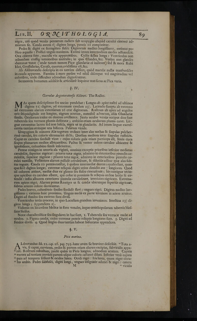 Lib. II. Ο J\£ ITHOLOQIJ. 80 nigra, nifi quod versus pennarum radices fub uropygio aliquid caerulei cinereo ad¬ mixtum fit. Cauda autem 6~ digitos longa, pennis 12 componitur. Pedes Sc digiti ex ferrugineo fufci. Digitorum medius longiflimus, extimus po- ftico aequalis :Poftici unguis maximus. Extimi imum internodium medio adhaerefcit Ova cinerea funt, maculis vix apparentibus. Cyftis fellea longa : Ventriculus non admodum craflfis tenuioribus mufculis, in quo Glandes, 8cc. Verum non glandes duntaxat vorat (unde tamen nomen Pica? glandaria? ei inditum) fed 8c mora Rubi Idaei, Groflularias, Cerafa, quorum avidifiima eft,8cc. Ab Aldrovando defcripta in eo tantum differt, quod macula? nulls traniveriales in cauda apparent. Foemina a mare parum vel nihil difcrepat vel magnitudine vel coloribus, unde difficulter admodum dignofcuntur. Sermonem humanum addifcit Sc articulate loquitur non fecus ac Pica varia. i- w. Garrulus Argcntoratenfis Aldrov. The Roller. MAs quem deicripfimus fex uncias pendebat: Longus ab apice roftri ad ultimos digitos 11^ digitos, ad extremam caudam 13^. Latitudo fumpta ab extremo ad extremum alarum extenfarum 26 erat digitorum. Roftrum ab apice ad angulos oris fefquidigitale aut longius, nigrum acutum, nonnihil aduncum, ali^s Glandaria fimile. Oculorum irides ex cinereo avellanea?. Juxta oculos versus occiput duo funt tubercula feu verruca? plumis deftituta? 5 ambitus etiam oculorum plumis caret. Lin¬ gua; extremitas lacera fed non bifida, nigra ut in glandariis. Ad imum lingua? excrefi- centia tantum utrinque una bifurca. Palatum viride. Uropygium Sc minores Ala? tegetum ordines inter alas nothas & icapulas pulcher¬ rime ca?rulei, feu coloris ultramarini didi 5 Dorium medium inter icapulas ruffefcit. Caput ex ca?ruleo fbrdide viret : cujus coloris gula etiam particeps eft, lineis circa icapos plumarum medios albicantibus. Pe&us Sc venter colore cxruleo albicante Sc ignobiliore, columbino fimili inficiuntur. Pennae remiges in utravis ala viginti, omnium exceptis prioribus inferior medietas cxrulefcit, iuperior nigricat: priores totae nigra?, admixto in exterioribus pinnulis ca?- ruleicit, iuperior nigricat: priores tota? nigrae, admixto in exterioribus pinnulis cae¬ rulei tantillo. Veftitrices alarum pallide cxruleicunt, 8c dilutius adhuc quae alas iub- tus tegunt. Cauda 12 pennis confiat, e quibus intermediae decem aquales funt, quin¬ que fere digitos longae, extremae reliquis digiti unius dimidio aut \ longiores. Quod ad colorem attinet, mediae dua? ex glauco feu fufco cinerafcunt 5 his contigua? utrin¬ que apicibus ex caeruleo albent, qui color in proximis Sc reliquis ordine latius fe ex¬ tendit : infra alborem exteriores pinnulae caerulefcunt, interiores nigricant. Extrema¬ rum apices nigri. Alarum pennae Remiges ut 8c caudae ubicunque fuperius nigricant, iubtus azureo colore decorantur. Pedes breves, columbinis fimiles ibrdide flavi; ungues nigri. Digitus medius lon- giflimus 5 extimus huic proximus. Unguis medii ex parte interiore in aciem acuitur. Digiti ad fundos feu exortus fuos divifi. Ventriculus intus croceus, in quo Locuftam grandem invenimus. Inteftina 13- di¬ gitos longa 5 Appendices 2~. Vidimus ex his avibus Melitae inforo venales, inque ornithopolarum tabernis Mef· fanae Siciliae. Notae chara&erifticae feufingulares in hac funt, 1. Tubercula feu verrucae nudae ad oculos. 2. Figura cauda?, cujus extrema? pennis reliquis longiores funt. 3. Digiti ad fundos divifi. 4. Quod lingua duas tantum habeat bifurcatas appendices, §. V. Pica marina. ALdrovandus lib. 12. cap. 16. pag. 793. hanc avem fic breviter deicribit. “Tota a- vis, fi caput, cervicem, pedes Sc partem etiam alarum excipias, fubviridis appa¬ ret. R oftrum robuftum, paulo quam in Picis longius, admodum acutum. Capitis “ vertex ad tertiam cervicis partem uique coloris caftanei diluti. Inferior vero capitis “ pars ad tempora fcilicet Sc oculos lutea. Oculi nigri: Iris lutea, quam niger circu- “ lus ambit. Pedes fubfufci, digiti longi, ungues infigniter adunci Sc nigri: extera M “ viridis