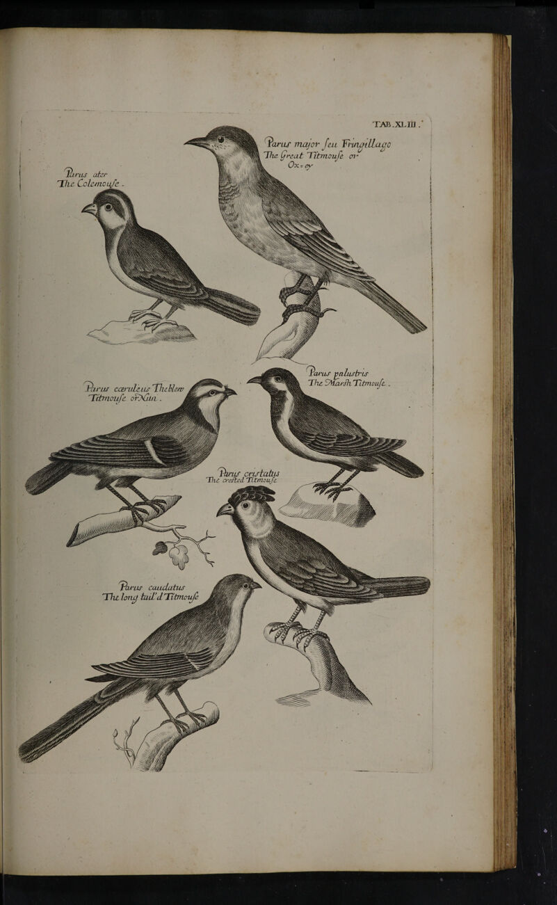 lcU'US VCllusb'LS The STcush Titmoufe.. ^Pcuuts caudatus ΊΠτι loncf tail’d Titmoufe TAB.XLm .* ϊ'arus major feu Ynaatllaac The ffrcat Titmoufe oi* Ox - ey 'fhras ca-ls tutus The crmxcl Titmou/e T\rus cceniLc i is The blew 'Titmoufe ortfilu .