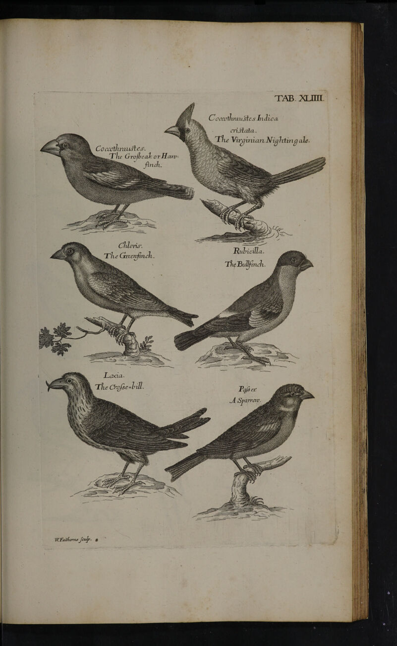 W-FaithorneJcdf- 4 i TAB xum Laxia*. C occomrcm sft sin dic a ci-iHaia. JWicjhiincj ale.