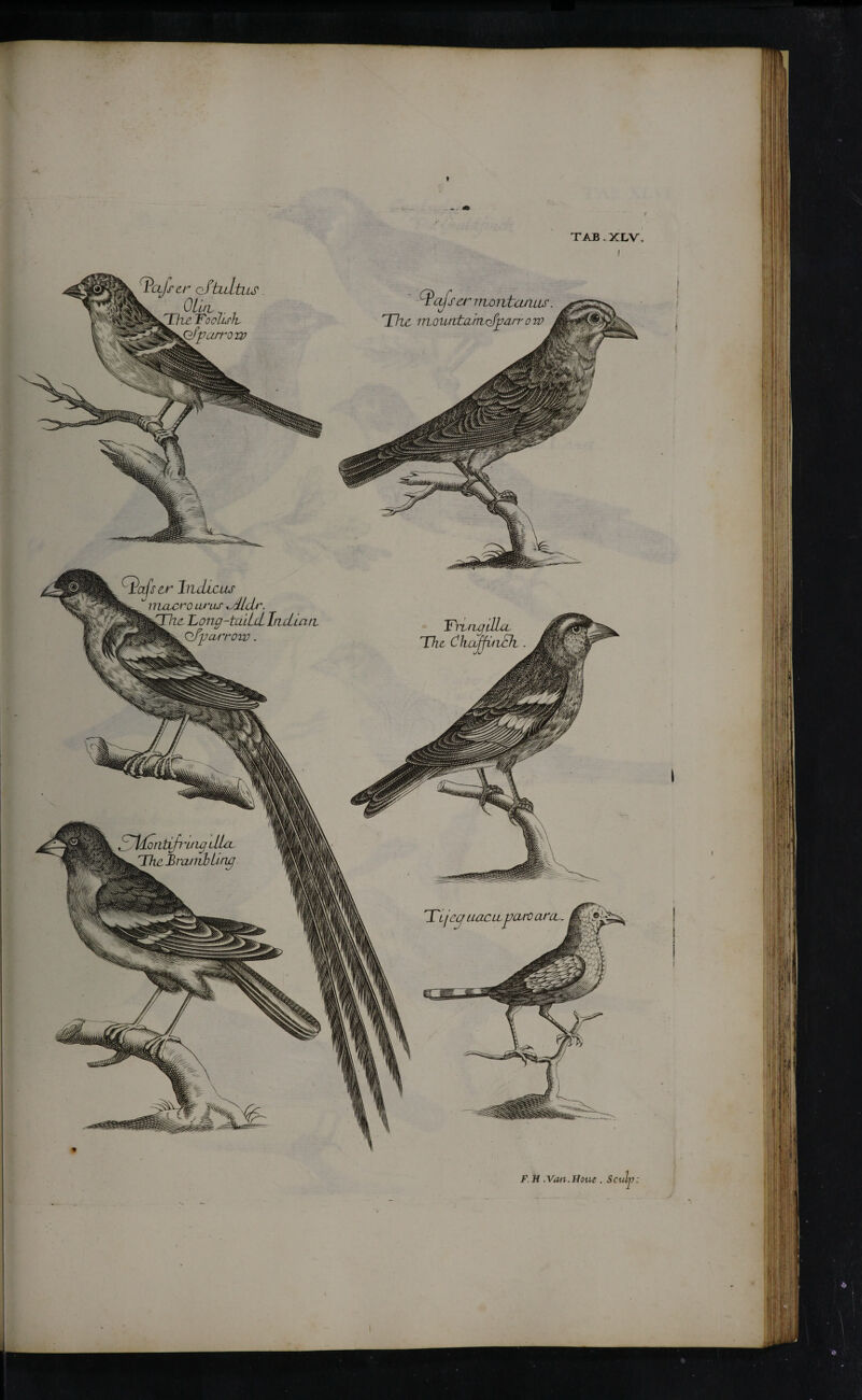 rcijfcr of tuitus OLltv Foolish yarrow TAB . XLV. F. H .Van. Hone Sculp: ^iafsermontamis. The iTLOUtitjzmofjyarr o w kaiser Indicus nicLcro lw'us ±Aldr. Fong-tailcl India it O/pCUTOW . c~ldoritifi nt uj lIUl w The Brantb ling ITijcq uacLLpure curt. FruigtRoL The ChajfvtiSh..