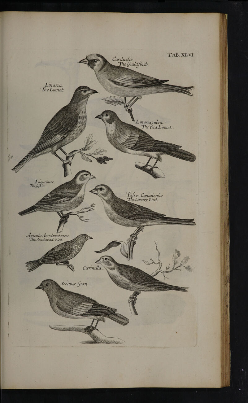 L arartcL rubra. sw The %iciL innet T^incurcL ThcLyLiVZCt Carduelis jThe CjouldfincJi TAB. XL Vi- d^afscr CanarLcufu T/ir Canary CltcL . -Avteala AnadcwadeasLs. Tlttylnada vacL SiircL Citl'UulicLi Serums yes it. U/ ΊίΑί urinus i a