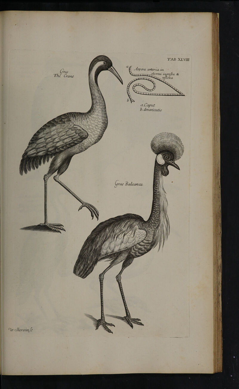 / <zfhcnvuift a. Caput b. divaricado Gnu 77ie Create uipyercL arteruL ut ΤΆΒ XL vm