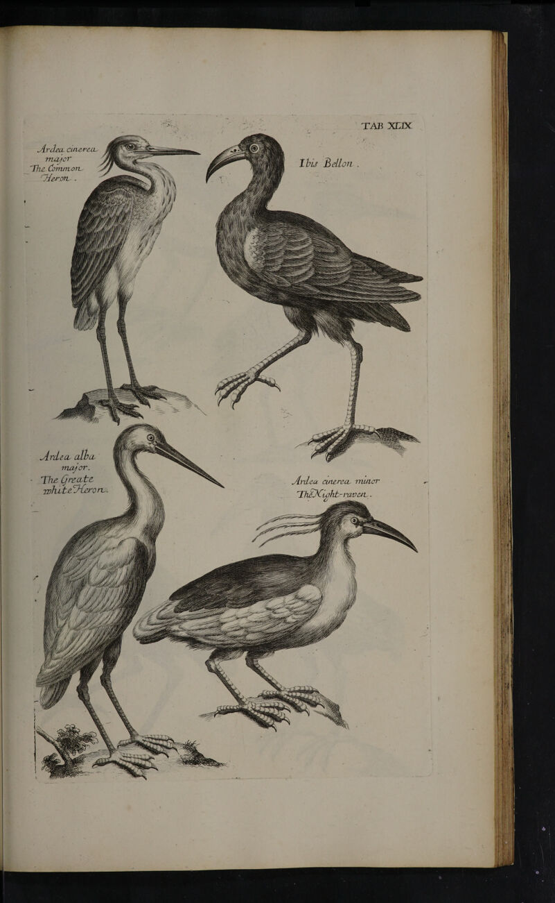 TAB XLIX Ibis Belloii . Ardm. cuxeA-tcL· major The Ccmvitoru Od&'OTL· . Ardect aw cl major. The, (jrente, rohAttACerorc Ardea cuicroa, muicn- TliddCiaht-rarciL.