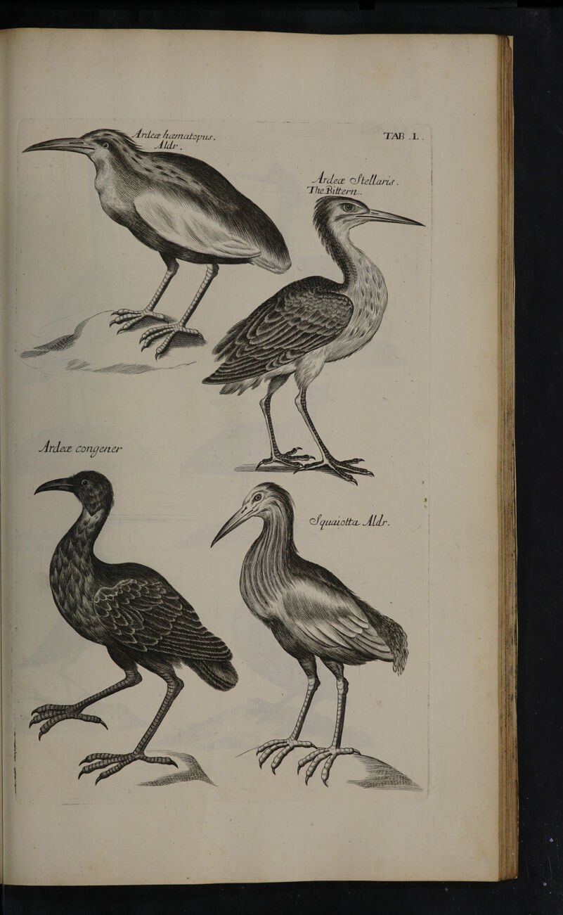 Ardece congener TAB L . AvcLcxe oftelicu^M. Tliclkttent .. Of -flLCLLOttiL· ALlr